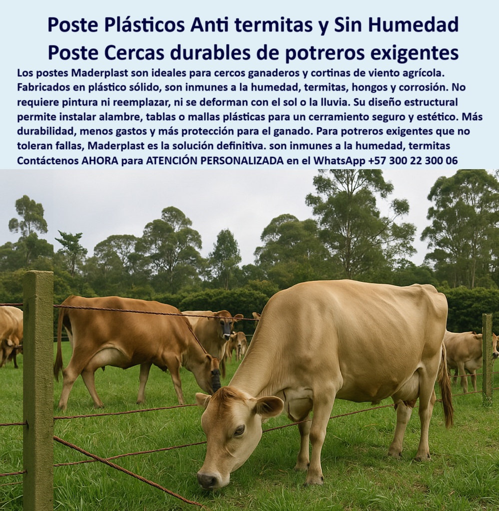 Cerca Económica Para Potreros Postes Para Linderos Lineamientos Poste Maderplast 0 postes plásticos para cortinas de viento agrícola diseño de cercos con tablas plásticas resistentes postes plásticos inmunes a termitas y humedad La imagen fue tomada en la Hacienda La Angostura en Girardot, donde los primeros postes plásticos Maderplast fueron instalados hace más de 35 años. Aunque el color superficial ha cambiado por efecto del clima, el propietario don Alfredo Aponte afirma que siguen estructuralmente intactos y funcionales: “No necesitan pintura, durán así toda la vida”. Los postes Maderplast no se oxidan, no se pudren, no se agrietan ni se astillan. Son inmunes a la humedad, las termitas, el sol intenso, los hongos y la lluvia tropical. Se pueden usar para soportar alambre, mallas plásticas o tablas sin deformarse. Maderplast garantiza una inversión única con beneficios de por vida, ideal para potreros exigentes que requieren estabilidad estructural y cero mantenimiento. El testimonio de uso real demuestra que lo barato sí puede salir rentable, si se elige Maderplast., -  Listado de productos y Ventajas de los postes plásticos frente a la madera, Beneficios ambientales de Maderplast: poste plástico aprobado por usuarios con más de 30 años, - poste-plástico-para-potreros-extensos, - campo verde dividido por postes de polietileno viejo, - poste-plástico-35-años, - estacas recicladas sin daño en hacienda de Girardot, - poste plástico reciclado con estructura permanente, - poste-plastico-35-anos-finca-girardot-antitermitas-intacto.jpg, - poste plástico que ahorra mantenimiento de por vida, - poste plástico útil para diseño con tablas o mallas, - La imagen fue tomada en la Hacienda La Angostura en Girardot, donde los primeros postes plásticos Maderplast fueron instalados hace más de 35 años. Aunque el color superficial ha cambiado por efecto del clima, el propietario don Alfredo Aponte afirma que siguen estructuralmente intactos y funcionales: “No necesitan pintura, durán así toda la vida”. Los postes Maderplast no se oxidan, no se pudren, no se agrietan ni se astillan. Son inmunes a la humedad, las termitas, el sol intenso, los hongos y la lluvia tropical. Se pueden usar para soportar alambre, mallas plásticas o tablas sin deformarse. Maderplast garantiza una inversión única con beneficios de por vida, ideal para potreros exigentes que requieren estabilidad estructural y cero mantenimiento. El testimonio de uso real demuestra que lo barato sí puede salir rentable, si se elige Maderplast., - poste-plastico-campo-real, - poste estructural que no ha fallado con el tiempo, - ¿Dónde compro postes que no se pinten ni se dañen?, - poste plástico de alto valor ecológico y económico, - ¿Cuál poste ha resistido tres décadas sin mantenimiento?, - poste plástico que no se pinta ni se reemplaza, - poste plástico para linderos ganaderos de gran extensión, - poste plástico sin pintura en condiciones reales, - ¿Qué poste no se pudre ni con lluvia ni con termitas?, - poste-plástico-con-historia, - poste plástico que no se daña con termitas ni hongos, - poste plástico para zonas tropicales con lluvias, - poste plástico sin mantenimiento por décadas, - poste plástico para cerramientos estéticos y fuertes, - poste plástico inmune a insectos y descomposición, - poste plástico de confianza en campo real, - poste plástico para cortinas de viento agrícola, - Poste plástico usado en Hacienda La Angostura con éxito., - ¿Qué poste me recomiendan ganaderos con experiencia real?, - poste-plástico-inmune-a-termitas, - Poste ecológico con resistencia probada a largo plazo., - poste plástico para cercos de bajo costo y larga vida, - Poste plástico con 35 años de uso en finca ganadera., - ¿Cuál es el poste plástico más duradero para mi finca?, - ganado pastando junto a cerca plástica de larga duración, - postes funcionales en finca con historia ganadera, - poste plástico estructural de polietileno sólido, - poste plástico ideal para haciendas con historia, - ¿Qué poste lleva más de 30 años instalado sin fallas?, - poste plástico con 35 años de durabilidad comprobada, - postes sin pintura que siguen firmes en finca real, - poste plástico de color opaco con estructura sólida, - vacas junto a poste plástico envejecido pero intacto, - poste-plastico-para-cortinas-de-viento, - Poste que no necesita pintura y sigue estructuralmente firme., - poste plástico sin grietas ni fracturas después de años, - poste plástico firme en suelos calientes y húmedos, - poste-plastico-alto-impacto, - poste plástico que resiste lluvia, sol y humedad extrema, - poste-plastico-girardot, - poste-plastico-sin-pintura, - poste-plastico-inversion-de-una-vez, - poste plástico que no se cae ni decolora estructuralmente, - imagen rural con poste plástico original sin recambio, - poste plástico usado por ganaderos tradicionales, - cerca de potrero con postes de más de 30 años, - poste plástico que mantiene su forma y resistencia 0 Cerca Económica Para Potreros Postes Para Linderos Lineamientos Poste Maderplast 0 postes plásticos para cortinas de viento agrícola, - diseño de cercos con tablas plásticas resistentes, - postes plásticos inmunes a termitas y humedad