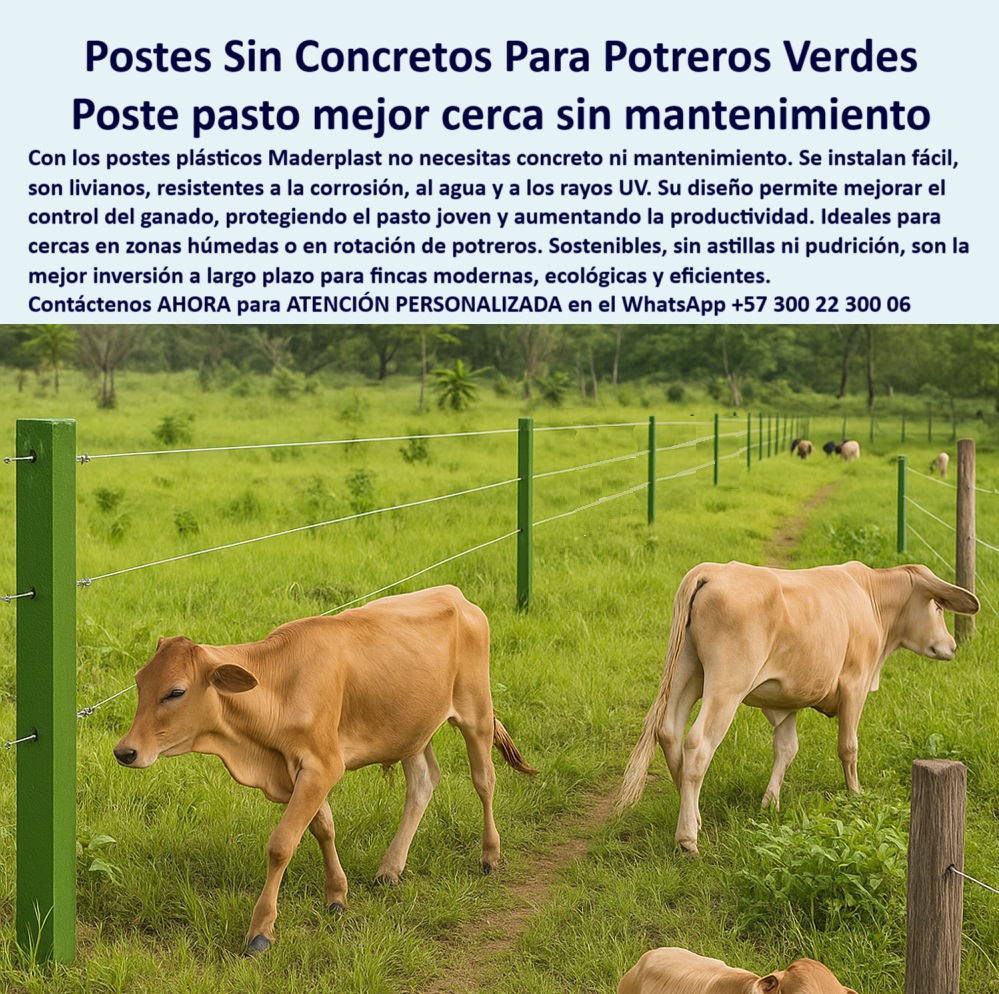 Cerca Económica Para Potreros Postes Para Linderos Lineamientos Poste Maderplast 0 postes plásticos para instalaciones sin concreto cercas para mejorar la calidad del pasto poste plástico anticorrosivo poste plástico extensión Esta imagen muestra una cerca ganadera instalada sin concreto, con postes plásticos Maderplast alineados sobre pasto verde en una pradera húmeda. El diseño liviano y resistente de los postes Maderplast permite su instalación directa en suelo fértil, sin alterar la calidad del pasto ni el ecosistema. Fabricados con polímeros reciclados de alta ingeniería, estos postes no se oxidan, no se astillan ni requieren pintura o mantenimiento. Ideales para dividir potreros en rotación, protegen el pasto joven y permiten un manejo eficiente del ganado. Maderplast ofrece una solución ecológica, práctica y duradera para productores que buscan productividad sin sacrificar sostenibilidad. Con Maderplast, cada poste es una inversión inteligente a largo plazo. LISTADO DE OTROS PRODUCTOS SIMILARES DE MADERPLAST:, - postes plásticos sin corrosión en rotación de pasto, - poste plástico ligero para rotación de potreros, - poste plástico anticorrosivo sin necesidad de pintura, - separación de ganado sin dañar el terreno fértil, - camino ganadero flanqueado con postes verdes livianos, - Poste plástico para cercas eficientes en pastos blandos., - poste plástico para pastoreo racional sin concreto, - poste plástico que protege vegetación en crecimiento, - poste plástico fácil de instalar sin maquinaria, - poste-plástico-cerca-eléctrica, - poste plástico duradero para cerca lineal continua, - Poste anticorrosivo para cercas ecológicas sin mantenimiento., - poste-plastico-sin-concreto-cercas-potreros-verdes-pasto.jpg, - ¿Cuál poste usar para proteger el pasto sin dañarlo?, - postes alineados sobre terreno blando sin zapatas, - postes duraderos para control de pasto y ganado, - pastizal verde dividido por cerca plástica reciclada, - poste plástico compatible con cercas eléctricas, - poste plástico para mejorar calidad de pasto joven, - ¿Qué poste es mejor para fincas ecológicas sin cemento?, - poste-plástico-para-rotación, - Poste reciclado que no necesita pintura ni base de concreto., - poste-plastico-economico-rural, - poste plástico con alambre tensado para pastos verdes, - poste plástico de polietileno reciclado técnico, - poste plástico con larga vida útil sin fracturas, - poste plástico resistente para instalaciones ecológicas, - poste plástico con estética profesional para fincas, - poste plástico ideal para terrenos húmedos y fértiles, - poste plástico para dividir potreros con precisión, - poste-plástico-pasto-protegido, - ¿Dónde consigo postes anticorrosivos para cerca ganadera?, - Poste plástico ligero y resistente sin concreto para fincas., - imagen ganadera sostenible con cercado ecológico, - poste-plástico-cercas-potreros, - poste plástico para ganadería ecológica en expansión, - poste plástico para manejo sostenible del ganado, - poste plástico que optimiza el manejo del forraje, - poste-plástico-ganadería-ecológica, - poste-plastico-liviano-y-fuerte, - poste-plástico-sin-mantenimiento, - poste-plástico-sin-concreto, - becerros junto a cerca con postes plásticos verdes visibles, - poste-plástico-sin-pintura, - sistema de cercado eficiente en pradera húmeda, - poste plástico para cerca ganadera sin mantenimiento, - poste plástico que no daña el suelo ni el pasto, - Esta imagen muestra una cerca ganadera instalada sin concreto, con postes plásticos Maderplast alineados sobre pasto verde en una pradera húmeda. El diseño liviano y resistente de los postes Maderplast permite su instalación directa en suelo fértil, sin alterar la calidad del pasto ni el ecosistema. Fabricados con polímeros reciclados de alta ingeniería, estos postes no se oxidan, no se astillan ni requieren pintura o mantenimiento. Ideales para dividir potreros en rotación, protegen el pasto joven y permiten un manejo eficiente del ganado. Maderplast ofrece una solución ecológica, práctica y duradera para productores que buscan productividad sin sacrificar sostenibilidad. Con Maderplast, cada poste es una inversión inteligente a largo plazo. LISTADO DE OTROS PRODUCTOS SIMILARES DE MADERPLAST:, - ¿Qué poste plástico ayuda a proteger el pasto joven?, - instalación de cerca rural sin concreto en pasto joven, - poste plástico para potrero sin concreto ni zapata, - poste plástico que no se oxida ni se parte, - poste plástico libre de concreto para suelos blandos, - ¿Qué poste puedo instalar sin concreto en potrero húmedo?, - ¿Qué poste sirve para cercas en rotación de potreros?, - poste plástico reciclado para fincas modernas, - poste plástico aprobado por expertos en sostenibilidad 0  Cerca Económica Para Potreros Postes Para Linderos Lineamientos Poste Maderplast 0 postes plásticos para instalaciones sin concreto cercas para mejorar la calidad del pasto poste plástico anticorrosivo poste plástico extensión 0 