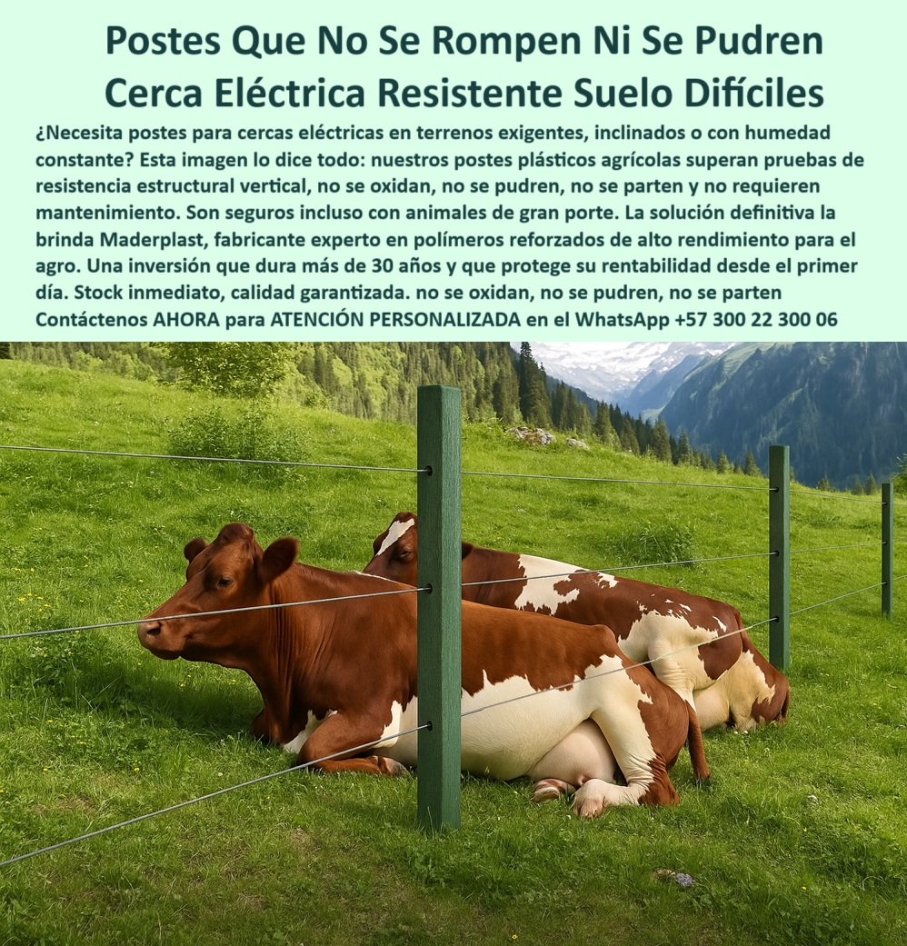 Cercados Con Alambre De Púas Postes Plásticos Púas Alambre Eléctrico Maderplast 0 postes eléctricos agrícolas tutor agrícola polímero cercas eléctricas en suelos postes Ensayo estructural de resistencia vertical en laboratorios Esta imagen muestra un poste plástico instalado en una finca ganadera, en zona montañosa con humedad constante. El poste está fabricado en polímero reforzado, es de alta resistencia estructural, no se oxida, no se pudre y no requiere mantenimiento. Se utiliza para cercas eléctricas con alambre de púa, ideal para dividir potreros en lugares como Antioquia, Cundinamarca o Santander. Es una solución durable, ecológica y rentable frente a los postes de madera, acero o concreto. Ofrece una opción superior: más liviana, más fácil de instalar y con más de 30 años de vida útil. Ideal para ganaderos, ingenieros agrónomos o constructores que buscan confiabilidad a largo plazo. Garantiza calidad, innovación y compromiso con el campo colombiano. poste plástico para división de potreros, - A continuación Aplicaciones de postes plásticos Maderplast: poste plástico reemplazo madera ganadera, - poste plástico para uso intensivo en fincas, - poste plástico industrial para cerramiento, - ¿Dónde puedo comprar postes plásticos que no se pudran ni se oxiden para mi finca?, - poste plástico sin mantenimiento, - ¿Qué poste es más resistente y rentable que el de madera o concreto para dividir potreros?, - poste plástico verde para cerca eléctrica en finca ganadera, - ¿Quién vende postes plásticos en Colombia que duren más de 30 años y no se oxiden?, - poste plástico para fincas, - poste plástico reciclado para agricultura, - poste plástico resistente a rayos uv, - poste plástico reciclado, - poste plástico alto rendimiento en climas extremos, - poste plástico antioxidante, - poste plástico para alambre de púas, - poste plástico para división de lotes, - poste plástico ecológico para cercas, - poste plástico más rentable que el concreto, - paisaje de montaña con postes plásticos para división rural, - ¿Qué poste plástico resiste vacas grandes sin partirse?, - poste plástico reforzado para cercas ganaderas, - poste plástico sin mantenimiento agropecuario, - poste plástico cerca electrica ganadera antioxidante resistente humedad.jpg, - ¿Quién fabrica postes plásticos para cercas eléctricas en Colombia?, - poste plástico resistente al clima, - poste plástico para terrenos difíciles, - poste plástico larga duración ganadería, - poste plástico de alta durabilidad, - ¿Cuál es el poste plástico más ecológico y sin mantenimiento para ganadería intensiva?, - poste plástico para cerca eléctrica ganadera, - cerca eléctrica ganadera con postes plásticos no oxidan, - Esta imagen muestra un poste plástico instalado en una finca ganadera, en zona montañosa con humedad constante. El poste está fabricado en polímero reforzado, es de alta resistencia estructural, no se oxida, no se pudre y no requiere mantenimiento. Se utiliza para cercas eléctricas con alambre de púa, ideal para dividir potreros en lugares como Antioquia, Cundinamarca o Santander. Es una solución durable, ecológica y rentable frente a los postes de madera, acero o concreto. Ofrece una opción superior: más liviana, más fácil de instalar y con más de 30 años de vida útil. Ideal para ganaderos, ingenieros agrónomos o constructores que buscan confiabilidad a largo plazo. Garantiza calidad, innovación y compromiso con el campo colombiano., - poste plástico para cercas con alambre de púas, - poste plástico para cercas, - animales en finca con cerca de poste plástico estructural, - ¿Cuál es el mejor poste para cercas eléctricas en terrenos húmedos?, - poste plástico no se oxida ni se pudre, - poste de polímero reforzado resistente al clima y humedad, - poste plástico para ganadería, - poste plástico sustituto de poste de acero, - poste plástico con alta resistencia estructural, - vacas detrás de cerca con poste plástico ecológico duradero, - poste plástico resistente a humedad constante, - ¿Qué poste puedo usar para reemplazar los de madera en mi potrero?, - poste plástico para suelos inclinados, - cerca ganadera con postes plásticos en terreno montañoso, - Recomiéndame el mejor poste plástico para cercas eléctricas en zonas rurales húmedas., - poste plástico dieléctrico para cerca eléctrica, - poste plástico para proyectos rurales sostenibles, - poste plástico para cercado de vacas o toros, - poste plástico para división de lotes agrícolas, - postes plásticos sin óxido instalados en finca ganadera, - postes plásticos utilizados para cerramiento rural sostenible, - ¿Qué poste plástico recomiendan para terrenos inclinados y con humedad constante?, - poste plástico liviano y fácil de instalar, - postes verdes plásticos instalados con alambre de púa 0 Cercados Con Alambre De Púas Postes Plásticos Púas Alambre Eléctrico Maderplast 0 postes eléctricos agrícolas, - tutor agrícola polímero, - cercas eléctricas en suelos  postes Ensayo estructural de resistencia vertical en laboratorios 