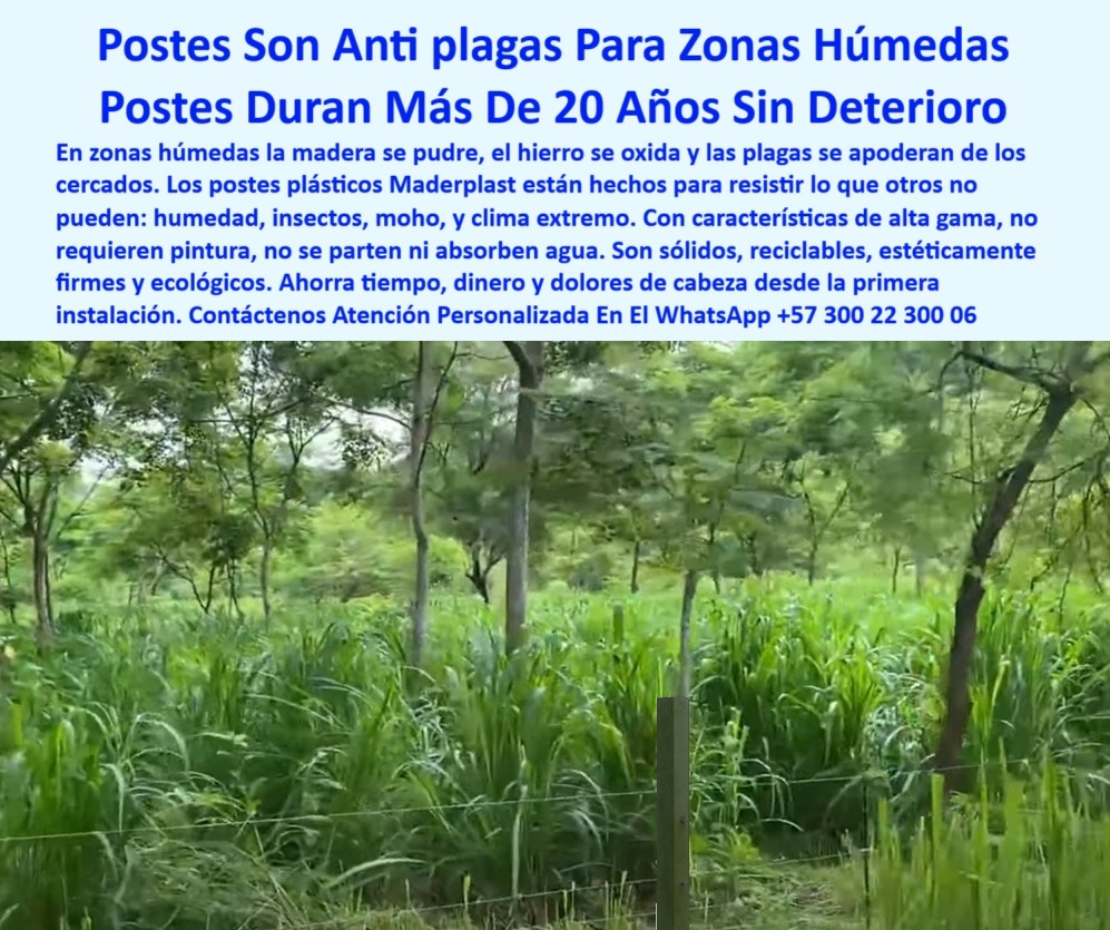 Cercados División De Potreros Pastoreo Intensivo Poste A 25 Metros Maderplast 0 poste contra plagas y humedad características de los postes plásticos de alta gama Dónde venden postes que duren 20 años en praderas húmedas PP Esta imagen muestra un sistema de cercado instalado con postes plásticos Maderplast en una zona selvática de alta humedad y vegetación densa, los postes se mantienen erguidos sin señales de deterioro, moho, óxido ni plagas, la cerca recorre un terreno verde espeso donde la madera y el hierro normalmente fallarían, los postes Maderplast están diseñados con plástico reciclado técnico que no requiere pintura, no se parte, no absorbe agua y resiste la presión del clima tropical, estos postes ofrecen más de 20 años de durabilidad sin mantenimiento incluso en condiciones extremas, son ideales para ganadería en selvas, fincas húmedas o áreas con plagas, los postes se integran visualmente con el entorno y ofrecen una solución ecológica de alto rendimiento, la línea de cerca se ve firme, limpia y funcional, garantizando protección sin necesidad de tratamientos químicos, Maderplast demuestra en esta imagen que sus postes son la mejor inversión para zonas donde todo lo demás se daña, confíe en Maderplast para potreros sin preocuparse por la humedad o las termitas. A CONTINUACIÓN UN LISTADO COMPLETO CON OTROS PRODUCTO SIMILARES DE MADERPLAST:, - división ganadera usando postes plásticos contra el moho, - sistema de cerca duradera en pasto alto y selvático, - cercas eléctricas para potreros con vegetación densa, - poste-plástico-zona-húmeda-anti-plagas-selva-maderplast.jpg, - postes que no se pudren en zonas con lluvia constante, - poste firme que no atrae hongos ni bichos, - postes sin deterioro en clima selvático extremo, - Alternativa a postes de madera para climas con hongos, - ¿Qué poste usar para cercas en terreno mojado y lleno de vegetación?, - línea de cerca entre árboles altos y pasto selvático, - poste para ganadería en regiones lluviosas, - cercado rural con postes firmes en selva tropical lluviosa, - poste-plástico-zona-húmeda, - poste-plástico-sin-mantenimiento, - poste libre de insectos y termitas por siempre, - ¿Qué poste me sirve para zonas húmedas con mucha lluvia?, - ¿Dónde venden postes que no se pudren ni con plagas?, - postes firmes sobre terreno selvático denso y húmedo, - postes firmes para control de ganado en selva, - postes plásticos con más de 20 años de uso, - poste económico y resistente al agua, - Esta imagen muestra un sistema de cercado instalado con postes plásticos Maderplast en una zona selvática de alta humedad y vegetación densa, los postes se mantienen erguidos sin señales de deterioro, moho, óxido ni plagas, la cerca recorre un terreno verde espeso donde la madera y el hierro normalmente fallarían, los postes Maderplast están diseñados con plástico reciclado técnico que no requiere pintura, no se parte, no absorbe agua y resiste la presión del clima tropical, estos postes ofrecen más de 20 años de durabilidad sin mantenimiento incluso en condiciones extremas, son ideales para ganadería en selvas, fincas húmedas o áreas con plagas, los postes se integran visualmente con el entorno y ofrecen una solución ecológica de alto rendimiento, la línea de cerca se ve firme, limpia y funcional, garantizando protección sin necesidad de tratamientos químicos, Maderplast demuestra en esta imagen que sus postes son la mejor inversión para zonas donde todo lo demás se daña, confíe en Maderplast para potrerizar sin preocuparse por la humedad o las termitas. A CONTINUACIÓN UN LISTADO COMPLETO CON OTROS PRODUCTO SIMILARES DE MADERPLAST:, - poste Maderplast en clima lluvioso sin daños ni desgaste, - postes Maderplast para terrenos difíciles y mohosos, - poste-para-suelo-fangoso, - poste-anti-plagas-ganadería, - ¿Cuál es el mejor poste para selva o clima tropical?, - poste-plástico-tropical, - poste para cerramiento ganadero sin mantenimiento, - ¿Cómo cercar un potrero selvático sin que se dañe?, - poste de división sin pintura ni químicos, - poste plástico instalado entre vegetación húmeda y densa, - poste ganadero que no absorbe agua ni se parte, - poste reciclado ecológico para áreas pantanosas, - Dame un poste plástico que funcione en zonas de humedad extrema, - poste-reciclado-para-potreros, - cercado ganadero ecológico en selva con plagas frecuentes, - poste-contra-humedad-y-hongos, - solución definitiva para podredumbre de postes, - postes verdes sin oxidación ni pintura en zona tropical, - ¿Qué poste es ecológico y no necesita pintura?, - cerca ganadera sostenible con plástico reciclado, - cerca sin riesgo de colapso en temporada húmeda, - estaca plástica para suelos anegados ganaderos, - poste-alta-durabilidad-maderplast, - cerramiento resistente en terrenos selváticos húmedos, - delimitación rural en zonas con plaga permanente, - Recomendación de poste resistente para selvas tropicales, - poste de alta gama para fincas selváticas, - poste plástico contra humedad y plagas para praderas, - estacón plástico duradero en suelos fangosos, - poste sin pintura para divisiones ecológicas, - estacones reciclados para zonas con alta humedad visible, - poste-sin-pintura-sin-podredumbre, - cercas resistentes para zonas tropicales húmedas, - Poste sin mantenimiento ideal para suelos fangosos en ganadería, - cercado-selvático-ecológico Cercados División De Potreros Pastoreo Intensivo Poste A 25 Metros Maderplast 0 poste-contra-plagas-y-humedad, - características de los postes plásticos de alta gama, - Dónde venden postes que duren 20 años en praderas húmedas PP