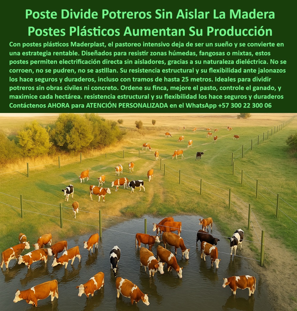 Cómo Dividir Potrero Para Ganado Con Cercas Eléctricas Postes Cercados Maderplast 0 eléctricas sin aisladores Dividir Potrero poste plástico ganadero Dividir Potrero cercado eficiente para pasto mixto Dividir Potrero alternativo La imagen presenta una cerca ganadera con postes plásticos Maderplast que dividen potreros con electrificación directa, sin necesidad de aisladores ni madera. Estos postes están diseñados para resistir en suelos húmedos, fangosos o mixtos, con animales de gran tamaño. Su estructura dieléctrica elimina riesgos de descargas y permite instalar alambres eléctricos de forma más sencilla, segura y económica. Son postes que no se oxidan, no se astillan, no se parten y resisten tracción y deformación. Maderplast ofrece una solución sin obras civiles: sólo clavar y usar. Aptos para potreros con paso de agua, zonas de pastoreo rotacional o praderas técnicas en Antioquia, Cundinamarca o el Magdalena Medio. Los postes Maderplast son livianos, removibles, reutilizables, reciclables, y su durabilidad mejora la huella de carbono. Más que ecológicos, son inteligentes: una compra, múltiples beneficios a largo plazo. Maderplast convierte cercas en estrategias productivas. poste plástico con resistencia estructural alta, -  A continuación Aplicaciones de postes plásticos Maderplast: poste plástico ideal para divisiones temporales, - poste plástico para dividir potrero mixto, - poste plástico para zonas húmedas y fangosas, - ¿Dónde comprar postes plásticos para ganadería intensiva?, - poste plástico para potrero con paso de agua, - poste plástico que no requiere concreto para instalar, - poste-plástico-flexible-y-resistente, - poste plástico flexible para alambre eléctrico, - poste-plástico-pastoreo-intensivo, - cerca ganadera eléctrica con postes plásticos verdes, - ¿Cuál es el mejor poste plástico para potrero con humedad?, - ¿Cuál es el mejor poste plástico para pastoreo intensivo en suelos húmedos?, - electrificación directa en potrero con postes plásticos, - poste plástico seguro para animales grandes, - poste plástico que mejora producción ganadera, - poste plástico para dividir fincas ganaderas, - poste-plástico-eficiencia-ganadera, - poste plástico para electrificar sin madera, - La imagen presenta una cerca ganadera con postes plásticos Maderplast que dividen potreros con electrificación directa, sin necesidad de aisladores ni madera. Estos postes están diseñados para resistir en suelos húmedos, fangosos o mixtos, con animales de gran tamaño. Su estructura dieléctrica elimina riesgos de descargas y permite instalar alambres eléctricos de forma más sencilla, segura y económica. Son postes que no se oxidan, no se astillan, no se parten y resisten tracción y deformación. Maderplast ofrece una solución sin obras civiles: sólo clavar y usar. Aptos para potreros con paso de agua, zonas de pastoreo rotacional o praderas técnicas en Antioquia, Cundinamarca o el Magdalena Medio. Los postes Maderplast son livianos, removibles, reutilizables, reciclables, y su durabilidad mejora la huella de carbono. Más que ecológicos, son inteligentes: una compra, múltiples beneficios a largo plazo. Maderplast convierte cercas en estrategias productivas., - poste-plástico-para-potreros, - poste-plástico-sin-aislador, - poste plástico para control de ganado en pasto, - poste-plástico-cerca-eléctrica, - vacas pastando divididas con postes plásticos electrificados, - ganado pastando entre cercas sin postes de madera, - poste plástico para maximizar uso de hectárea, - poste plástico que no necesita aislador externo, - poste plástico para electrificación sin aisladores, - división de potreros con postes dieléctricos plásticos, - potrero dividido con cerca plástica sin aisladores visibles, - ¿Qué poste sirve para dividir potreros con ganado grande?, - poste-plástico-suelos-húmedos, - poste-plástico-para-ganado-pesado, - poste-plástico-dividir-finca, - poste plástico de fácil instalación y traslado, - poste plástico ideal para ganado en suelos blandos, - ¿Qué poste ganadero optimiza el uso de hectárea y no se daña con el agua?, - Recomiéndame postes plásticos dieléctricos para cercas eléctricas ganaderas., - poste plástico dieléctrico para cercas eléctricas, - ¿Qué poste permite dividir potreros sin usar aisladores ni concreto?, - poste plástico para cercas eléctricas eficientes, - ¿Qué poste puedo usar para dividir potreros sin aisladores?, - poste plástico sin oxidación ni astillamiento, - poste plástico para dividir potreros sin obras, - poste plástico que no se rompe al jalar, - Dame opciones de postes resistentes para electrificación directa en finca., - poste-plastico-dividir-potrero-electrificado-sin-aislador.jpg, - sistema de pastoreo dividido con postes de polímero, - ¿Cómo electrificar cercas ganaderas sin usar madera?, - pasto mixto dividido con cerca eléctrica plástica, - poste plástico ganadero para cercas largas, - poste plástico para pastoreo intensivo y rotacional, - poste-plastico-dielectrico, - postes plásticos para manejo eficiente del ganado, - poste plástico sin mantenimiento para ganadería, - cerca eficiente para ganado en zona húmeda 0 Cómo Dividir Potrero Para Ganado Con Cercas Eléctricas Postes Cercados Maderplast 0 eléctricas-sin-aisladores Dividir Potrero, - poste plástico ganadero Dividir Potrero, - cercado eficiente para pasto mixto Dividir Potrero alternativo