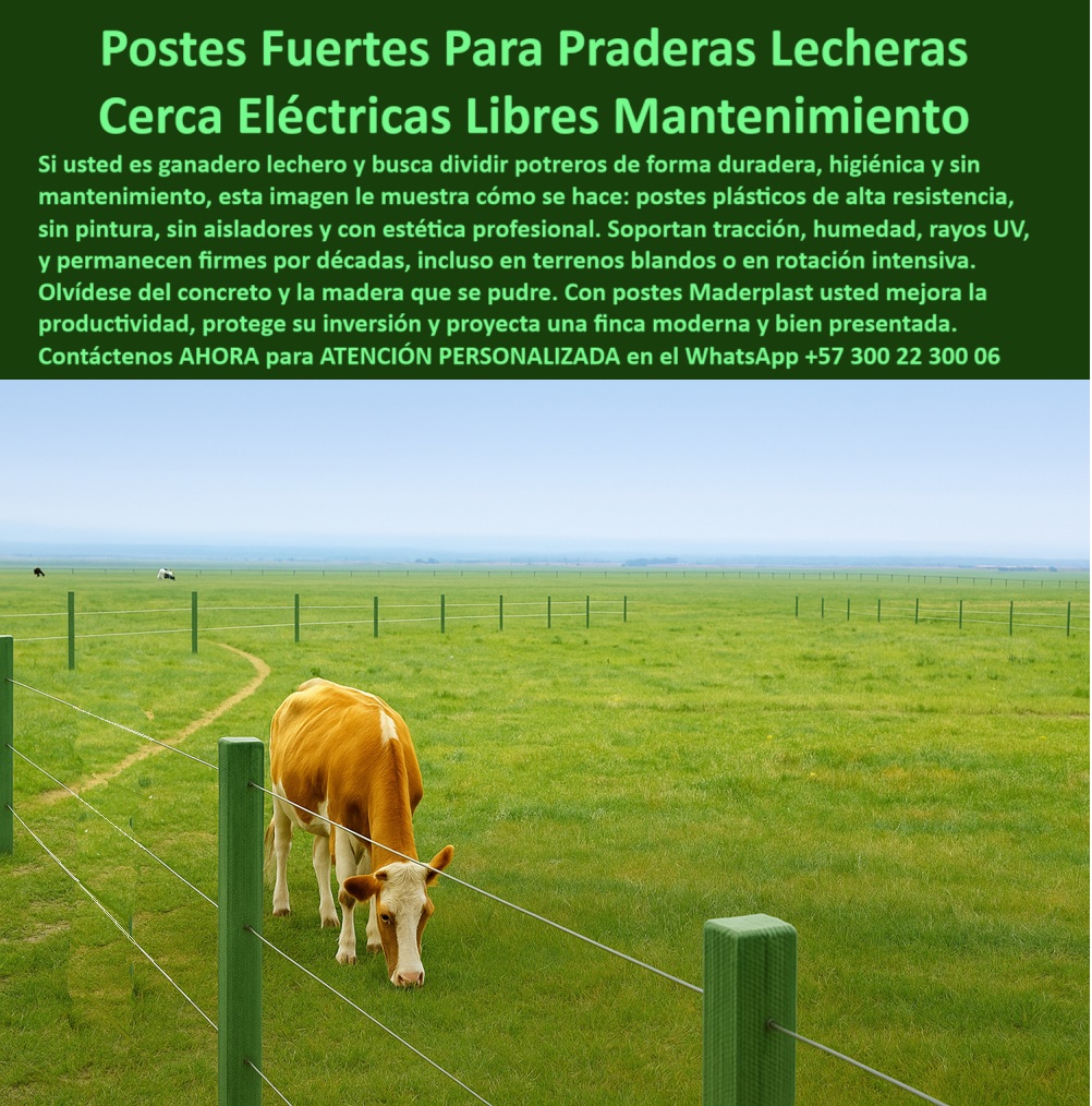 Cómo Dividir Potrero Para Ganado Con Cercas Eléctricas Postes Cercados Maderplast 0 estructuras duraderas para Dividir Potrero Poste para praderas permanentes con ganado lechero Dividir Potrero poste de alta resistencia Dividir  Esta imagen muestra una pradera lechera dividida con postes plásticos Maderplast, perfectamente alineados en una cerca eléctrica limpia, duradera y sin mantenimiento. Los postes no requieren aisladores, pintura ni recubrimientos y permanecen firmes por décadas, incluso en suelos blandos o sistemas de rotación intensiva. Son resistentes a la humedad, los rayos UV, los impactos y los químicos. Su color verde natural se mimetiza con el paisaje, aportando estética profesional y armonía visual. Maderplast ofrece una solución real para ganaderos que desean aumentar productividad, proteger su inversión y mantener una finca moderna, bien presentada y sin complicaciones. Instale una vez, disfrute por siempre. Maderplast marca la diferencia en ganadería sostenible., - poste plástico que no se oxida ni astilla, - poste plástico para instalaciones agropecuarias modernas, - poste-plástico-cerca-eléctrica, -  Estos son usos y Beneficios estructurales y eléctricos de postes plásticos: poste plástico duradero para vacas de leche, - poste plástico libre de mantenimiento para finca lechera, - Dame una opción de poste para dividir potreros en praderas higiénicas., - instalación de postes plásticos para ganadería tecnificada, - poste-plástico-de-alta-resistencia, - poste-plastico-higienico, - poste-plástico-para-potreros, - Poste resistente para delimitar parcelas en finca lechera moderna., - poste-plástico-con-estética, - poste-plástico-para-praderas, - ¿Dónde encuentro postes plásticos que no se oxiden ni se pinten?, - sistema lechero con cercado higiénico y resistente, - ¿Qué poste plástico recomiendas para cercas lecheras sin aisladores?, - poste plástico para delimitar parcelas de pasto, - poste plástico para sistemas de rotación intensiva, - Esta imagen muestra una pradera lechera dividida con postes plásticos Maderplast, perfectamente alineados en una cerca eléctrica limpia, duradera y sin mantenimiento. Los postes no requieren aisladores, pintura ni recubrimientos y permanecen firmes por décadas, incluso en suelos blandos o sistemas de rotación intensiva. Son resistentes a la humedad, los rayos UV, los impactos y los químicos. Su color verde natural se mimetiza con el paisaje, aportando estética profesional y armonía visual. Maderplast ofrece una solución real para ganaderos que desean aumentar productividad, proteger su inversión y mantener una finca moderna, bien presentada y sin complicaciones. Instale una vez, disfrute por siempre. Maderplast marca la diferencia en ganadería sostenible., - poste plástico verde delimitando pradera ganadera moderna, - poste plástico en terreno blando con pasto uniforme, - poste plástico verde para división de pasto tecnificado, - poste plástico para instalaciones limpias y modernas, - poste-plástico-ganado-lechero, - división profesional de potreros con postes reciclados, - poste-plástico-rotación-intensiva, - ¿Qué poste me sirve para dividir potreros sin mantenimiento?, - poste-plástico-libre-de-mantenimiento, - poste plástico con apariencia profesional y limpia, - poste plástico de alta resistencia estructural, - poste plástico para dividir potrero en zonas blandas, - poste-plastico-lechero-pradera-verde-dividir-potreros-limpios.jpg, - vaca pastando entre cercas limpias sin óxido ni pintura, - poste plástico para pasturas permanentes rotativas, - poste plástico sin aisladores ni pintura, - ¿Qué poste plástico mantiene estética en cercado rural moderno?, - imagen aérea de cerca plástica en campo lechero, - ¿Qué poste puedo usar para dividir potrero en praderas permanentes?, - cerca de alambre sostenida por postes verdes duraderos, - vaca lechera junto a cerca plástica en pradera extensa, - potrero de pasto dividido con cerca eléctrica plástica, - poste plástico para cercado sin deterioro visual, - poste plástico fuerte y estético para praderas, - poste plástico para ganadería sin mantenimiento, - poste plástico para praderas permanentes verdes, - ¿Cuál es el poste ideal para ganado lechero en rotación intensiva?, - poste plástico para praderas con ganado estabulado, - ¿Cómo divido un potrero con cerca eléctrica que se vea limpia?, - poste plástico para cercas de ganado lechero, - ¿Cuál es el mejor poste para cercas eléctricas de ganado lechero?, - poste plástico para delimitar potreros higiénicos, - poste plástico para división higiénica de potreros, - poste plástico con separación precisa para alambre, - poste plástico resistente a humedad y rayos UV, - poste plástico para sistemas lecheros intensivos, - poste plástico ideal para cerca eléctrica lechera, - poste-plástico-sin-aisladores 0 Cómo Dividir Potrero Para Ganado Con Cercas Eléctricas Postes Cercados Maderplast 0 estructuras duraderas para Dividir Potrero, - Poste para praderas permanentes con ganado lechero Dividir Potrero, - poste de alta resistencia Dividir 