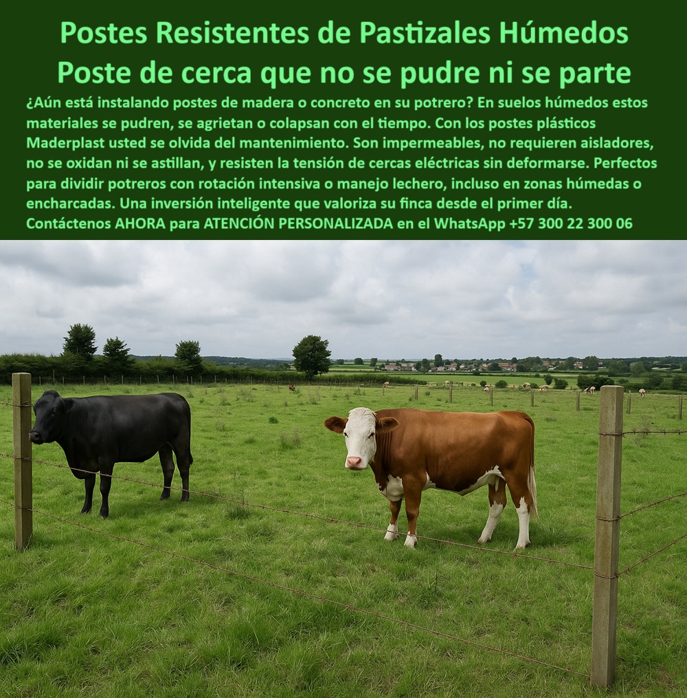 Cómo Dividir Potrero Para Ganado Con Cercas Eléctricas Postes Cercados Maderplast 0 instalación de cercas en pastizales húmedos poste plástico cercas Dividir Potrero Dónde encuentro madera ecológica para Dividir Potrero broches Esta imagen capturada en la finca de los señores Cavalier en Cajicá muestra un sistema de cerca ganadera con postes plásticos Maderplast instalados hace 28 años. Aunque su apariencia refleja el paso del tiempo, su estructura permanece sólida, sin señales de pudrición, oxidación, astillado ni colapso. Estos postes han resistido lluvias, humedad constante, pastoreo intensivo y clima frío de montaña. Maderplast demuestra que su tecnología plástica reciclada no es sólo ecológica, sino también estructuralmente superior. No requieren pintura, aisladores ni mantenimiento, y soportan la tensión de cercas eléctricas sin deformarse. Maderplast ofrece una solución de cercado duradera y segura que valoriza su finca desde el primer día. Invierta una sola vez y olvídese del poste para siempre., - cerca eléctrica con postes estructuralmente intactos, -  Aquí lista de productos y Razones para elegir postes reciclados Maderplast: poste plástico que no se astilla ni se oxida, - poste plástico de alto rendimiento ambiental, - imagen de potrero con postes envejecidos pero firmes, - poste plástico envejecido visualmente pero estructuralmente firme, - poste-plastico-28-anos-cajica-intacto-humedad-duradero.jpg, - poste plástico para instalaciones permanentes y seguras, - campo verde con postes resistentes al paso del tiempo, - poste plástico que no requiere pintura ni recubrimiento, - poste plástico para potreros con alambre de púas, - poste plástico de larga vida útil garantizada, - poste-plástico-larga-vida-útil, - Poste plástico que tenga más de 25 años de durabilidad probada., - Poste plástico resistente al clima montañoso y pasto encharcado., - poste-plástico-en-cajicá, - campo colombiano dividido con poste sin mantenimiento, - poste plástico que no colapsa con humedad, - poste plástico para finca con rotación ganadera, - ¿Qué poste sigue firme después de 28 años en finca ganadera?, - poste plástico con validación real en finca ganadera, - ¿Qué poste plástico usan en fincas como Cajicá y sigue intacto?, - poste plástico apto para pasturas y clima frío, - poste plástico que funciona en zonas montañosas húmedas, - vacas junto a poste plástico con 28 años de uso, - poste plástico con 28 años instalado sin fallas, - poste-plástico-resistente-a-lluvia, - Esta imagen capturada en la finca de los señores Cavalier en Cajicá muestra un sistema de cerca ganadera con postes plásticos Maderplast instalados hace 28 años. Aunque su apariencia refleja el paso del tiempo, su estructura permanece sólida, sin señales de pudrición, oxidación, astillado ni colapso. Estos postes han resistido lluvias, humedad constante, pastoreo intensivo y clima frío de montaña. Maderplast demuestra que su tecnología plástica reciclada no es sólo ecológica, sino también estructuralmente superior. No requieren pintura, aisladores ni mantenimiento, y soportan la tensión de cercas eléctricas sin deformarse. Maderplast ofrece una solución de cercado duradera y segura que valoriza su finca desde el primer día. Invierta una sola vez y olvídese del poste para siempre., - cerca con postes plásticos en finca real en Cajicá, - poste plástico que no alimenta termitas ni se degrada, - poste-plástico-sin-mantenimiento, - Poste reciclado que funcione sin mantenimiento por décadas., - poste plástico para finca tecnificada en Cajicá, - poste-plástico-ganadería-real, - poste-plástico-28-años-de-uso, - poste plástico que resiste pastizales húmedos intensivos, - poste reciclado con alambre en potrero húmedo, - poste plástico reciclado con resistencia estructural probada, - ¿Qué poste plástico no se pudre ni se oxida con el tiempo?, - poste-plástico-dividir-potreros, - poste plástico ideal para suelos mojados y pesados, - poste plástico para zonas con lluvias constantes, - poste plástico resistente al paso del tiempo, - poste-plástico-potreros-húmedos, - ¿Qué poste dura 25 o más años sin mantenimiento?, - poste-plástico-finca-comprobada, - ¿Cuál es el mejor poste para pastizales húmedos y pesados?, - poste plástico para ganaderos que buscan inversión segura, - ¿Dónde comprar postes para potreros húmedos como en Cajicá?, - vacas contenidas por postes que no se oxidan, - poste plástico que mantiene forma y funcionalidad, - cerca antigua que aún funciona con poste plástico Maderplast, - poste plástico para división de potrero húmedo, - poste plástico para cercas eléctricas ganaderas, - imagen rural con postes ecológicos envejecidos sin daño, - ¿Cuál es el mejor poste para instalar en potrero húmedo y frío?, - poste-plástico-reciclado-funcional, - poste plástico sin mantenimiento en clima lluvioso 0 Cómo Dividir Potrero Para Ganado Con Cercas Eléctricas Postes Cercados Maderplast 0 instalación de cercas en pastizales húmedos, - poste plástico cercas Dividir Potrero, - Dónde encuentro madera ecológica para Dividir Potrero, broches