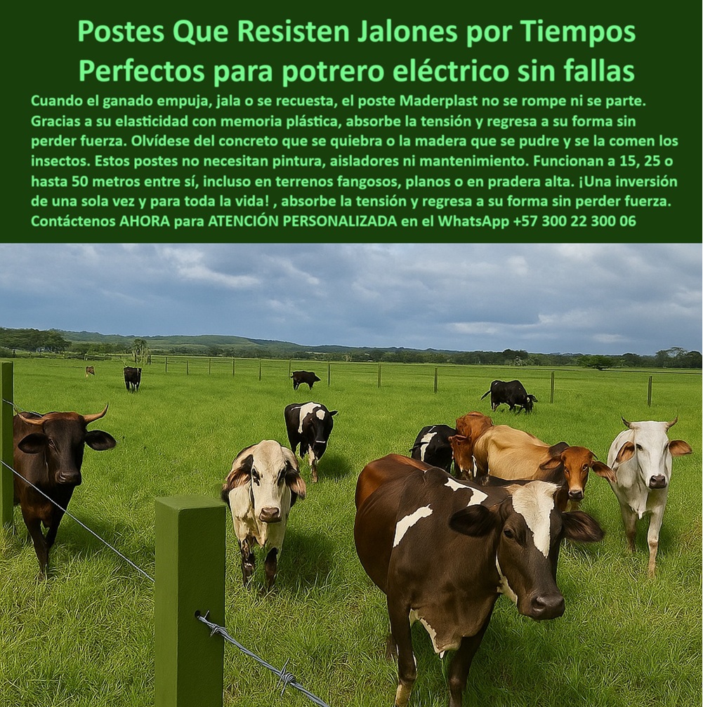 Cómo Dividir Potrero Para Ganado Con Cercas Eléctricas Postes Cercados Maderplast 0 postes PET reciclado alta resistencia postes plásticos resistentes para cerca ganadera Qué poste es mejor para cercas eléctricas rurales postes La imagen muestra un potrero con ganado activo donde los postes plásticos Maderplast están instalados a distancia regular y sin base de concreto, resistiendo sin deformarse ni romperse. Gracias a su diseño en polímero reciclado PET de alta ingeniería, los postes Maderplast soportan los jalones del ganado y vuelven a su forma original gracias a su memoria elástica. Ideales para sistemas de cercas eléctricas rurales, estos postes no se oxidan, no se parten, no necesitan aisladores ni pintura, y funcionan perfectamente en terrenos planos, fangosos o húmedos. Maderplast ofrece una solución para potrero eléctrico sin fallas, duradera y sin mantenimiento. Es una inversión de una sola vez, con beneficios para toda la vida. LISTADO DE OTROS PRODUCTOS SIMILARES DE MADERPLAST:, - Poste PET reciclado para cercas eléctricas rurales., - poste plástico ecológico con larga vida útil, - Poste reciclado con memoria elástica para dividir ganado., - poste-plastico-alta-flexibilidad, - potrero dividido con postes plásticos que no se parten, - ¿Qué poste aguanta si el ganado lo empuja o se recuesta?, - poste plástico funcional en manejo ganadero técnico, - Poste sin pintura que vuelve a su forma sin romperse., - ¿Dónde compro poste de plástico con memoria elástica?, - poste plástico para cercas con tramos largos, - imagen rural con cerca firme y ganado controlado, - poste-plástico-para-cerca-electrica, - poste plástico para ganado que se recuesta en cerca, - poste plástico para dividir potrero de forma segura, - poste plástico de alta resistencia en zonas planas, - ¿Qué poste funciona en terreno húmedo sin romperse?, - poste-plástico-rural-económico, - poste plástico técnico para praderas eléctricas, - poste plástico que no necesita pintura ni aislador, - poste plástico para cerca eléctrica rural resistente, - poste-plástico-pasto-tecnificado, - estructura ganadera técnica con postes sin oxidación, - poste plástico PET reciclado para instalación ganadera, - poste-plástico-sin-concreto, - sistema de cerca con postes alineados y pasto cuidado, - postes visibles entre vacas sin uso de concreto, - postes reciclados instalados sobre terreno firme sin cemento, - poste plástico con memoria elástica para potrero, - ¿Qué poste sirve para dividir potrero sin mantenimiento?, - La imagen muestra un potrero con ganado activo donde los postes plásticos Maderplast están instalados a distancia regular y sin base de concreto, resistiendo sin deformarse ni romperse. Gracias a su diseño en polímero reciclado PET de alta ingeniería, los postes Maderplast soportan los jalones del ganado y vuelven a su forma original gracias a su memoria elástica. Ideales para sistemas de cercas eléctricas rurales, estos postes no se oxidan, no se parten, no necesitan aisladores ni pintura, y funcionan perfectamente en terrenos planos, fangosos o húmedos. Maderplast ofrece una solución para potrero eléctrico sin fallas, duradera y sin mantenimiento. Es una inversión de una sola vez, con beneficios para toda la vida. LISTADO DE OTROS PRODUCTOS SIMILARES DE MADERPLAST:, - poste-plástico-resistente-jalones, - poste-plástico-para-ganado-lechero, - poste plástico que ahorra tiempo y reemplazos, - poste plástico que no se parte con el peso animal, - Poste para cerca ganadera intensiva sin concreto ni fallas., - poste plástico que regresa a su forma sin daño, - poste plástico que absorbe jalones de ganado, - instalación de poste plástico para carga animal real, - división ganadera con postes PET flexibles, - poste-plastico-jalones-ganado-cerca-electrica-potrero.jpg, - poste plástico fácil de instalar sin concreto, - Poste plástico resistente a jalones para potrero eléctrico., - poste-plastico-memoria-plástica, - poste plástico de ingeniería colombiana sin fallas, - poste-plástico-pradera-electrificada, - ganado junto a cerca eléctrica con postes verdes reciclados, - poste-plástico-sin-mantenimiento, - ¿Cuál es el mejor poste para cerca eléctrica sin concreto?, - poste plástico ideal para potrero eléctrico rotacional, - poste plástico para ganado de doble propósito, - poste plástico para mejorar el control del pasto, - poste plástico para terrenos blandos o fangosos, - poste plástico durable contra humedad e impacto, - poste plástico que se instala de una sola vez, - poste plástico sin oxidación en ambientes extremos, - postes de plástico instalados sin pintura ni aisladores, - poste plástico aprobado en fincas de rotación intensiva 0 Cómo Dividir Potrero Para Ganado Con Cercas Eléctricas Postes Cercados Maderplast 0 postes PET reciclado alta resistencia, - postes plásticos resistentes para cerca ganadera, - Qué poste es mejor para cercas eléctricas rurales, postes