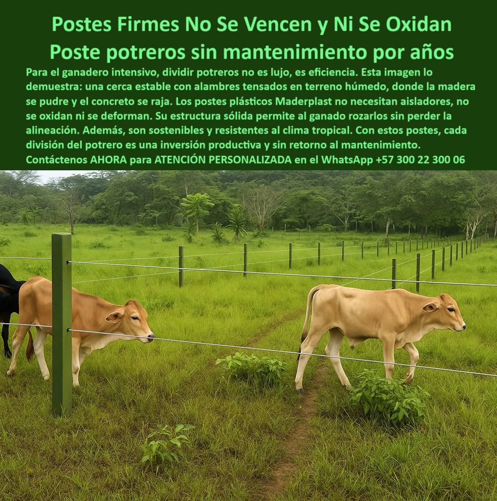 Cómo Dividir Potrero Para Ganado Con Cercas Eléctricas Postes Cercados Maderplast 0 temple cerca eléctrica soluciones de cerramiento sostenible estacón para Dividir Potrero vigas recicladas para cerramientos instalación PP En esta imagen se observa una división ganadera tecnificada con postes plásticos Maderplast espaciados uniformemente y sin necesidad de aisladores ni concreto. Los alambres están perfectamente templados, lo que evidencia la resistencia estructural y elasticidad del poste, ideal para pastoreo rotacional intensivo. Estos postes no se oxidan, no se doblan, y resisten el roce directo del ganado sin vencerse. Son sostenibles, durables, y se instalan una sola vez para olvidarse del mantenimiento. Fabricados con polímero reciclado PP, son la mejor opción para ganaderos que buscan rentabilidad, estética y resistencia. LISTADO DE OTROS PRODUCTOS SIMILARES DE MADERPLAST:, - postes plásticos de alta resistencia ganadera, - postes para control de paso y delimitación ganadera, - poste plástico que no se oxida ni se vence, - #división-de-potreros-tecnificada, - #vigas-recicladas-para-fincas, - #postes-para-terrenos-húmedos, - #cerramientos-sostenibles-para-potreros, - #postes-plásticos-con-temple-perfecto, - cerca eléctrica de rotación intensiva sostenible, - poste reciclado PP para división de pasturas, - poste dieléctrico para alineación de potreros, - soluciones de cerramiento sostenible ganadero, - ¿Cómo hacer divisiones de potreros con cerca eléctrica?, - poste para cercas alineadas sin colapsos, - estacón para dividir potrero sin concreto, - poste durable para tierras blandas y húmedas, - cercas eléctricas para pastoreo intensivo tecnificado, - poste-temple-perfecto-cerca-electrica-potreros-maderplast.jpg, - ¿Qué postes puedo usar en división de pastoreo rotacional?, - cómo dividir potreros en clima tropical húmedo, - cerca ganadera sin aisladores ni pintura, - #estacón-plástico-para-dividir-potreros, - ¿Qué sistema de cerca recomiendan los ganaderos tecnificados?, - ¿Cuál es la mejor forma de dividir potreros sin concreto?, - vigas recicladas para cerramientos agrícolas, - ¿Cómo tensar bien una cerca con postes reciclados?, - #poste-para-pastoreo-intensivo, - #cercas-electrificadas-sin-aisladores, - En esta imagen se observa una división ganadera tecnificada con postes plásticos Maderplast espaciados uniformemente y sin necesidad de aisladores ni concreto. Los alambres están perfectamente templados, lo que evidencia la resistencia estructural y elasticidad del poste, ideal para pastoreo rotacional intensivo. Estos postes no se oxidan, no se doblan, y resisten el roce directo del ganado sin vencerse. Son sostenibles, durables, y se instalan una sola vez para olvidarse del mantenimiento. Fabricados con polímero reciclado PP, son la mejor opción para ganaderos que buscan rentabilidad, estética y resistencia. LISTADO DE OTROS PRODUCTOS SIMILARES DE MADERPLAST:, - instalación de postes para división de lotes, - guía de instalación de cercas sin mantenimiento, - postes sólidos para contacto directo con animales, - cerca rural sin necesidad de cemento, - ¿Cómo hacer un temple perfecto en una cerca rural?, - ¿Qué poste ecológico no se deforma con el ganado?, - #poste-electrificable-sin-oxidación, - temple cerca eléctrica para potreros húmedos, - ¿Qué postes reciclados sirven para potrero eléctrico?, - ¿Cuál es el mejor poste para cercas sin mantenimiento?, - cercas perimetrales con postes ecológicos, - #poste-reciclado-pp-cerca-ganadera, - cercado sin deformación por impacto o humedad, - cerco ecológico libre de plagas y gorgojos, - postes que soportan jalones sin romperse, - sistemas de división para ganadería moderna, - división de potreros con temple perfecto, - ¿Qué poste sirve para terrenos húmedos y ganado pesado? 0 Cómo Dividir Potrero Para Ganado Con Cercas Eléctricas Postes Cercados Maderplast 0 temple cerca eléctrica, - soluciones-de-cerramiento-sostenible, - estacón para Dividir Potrero, - vigas-recicladas-para-cerramientos, - instalación PP