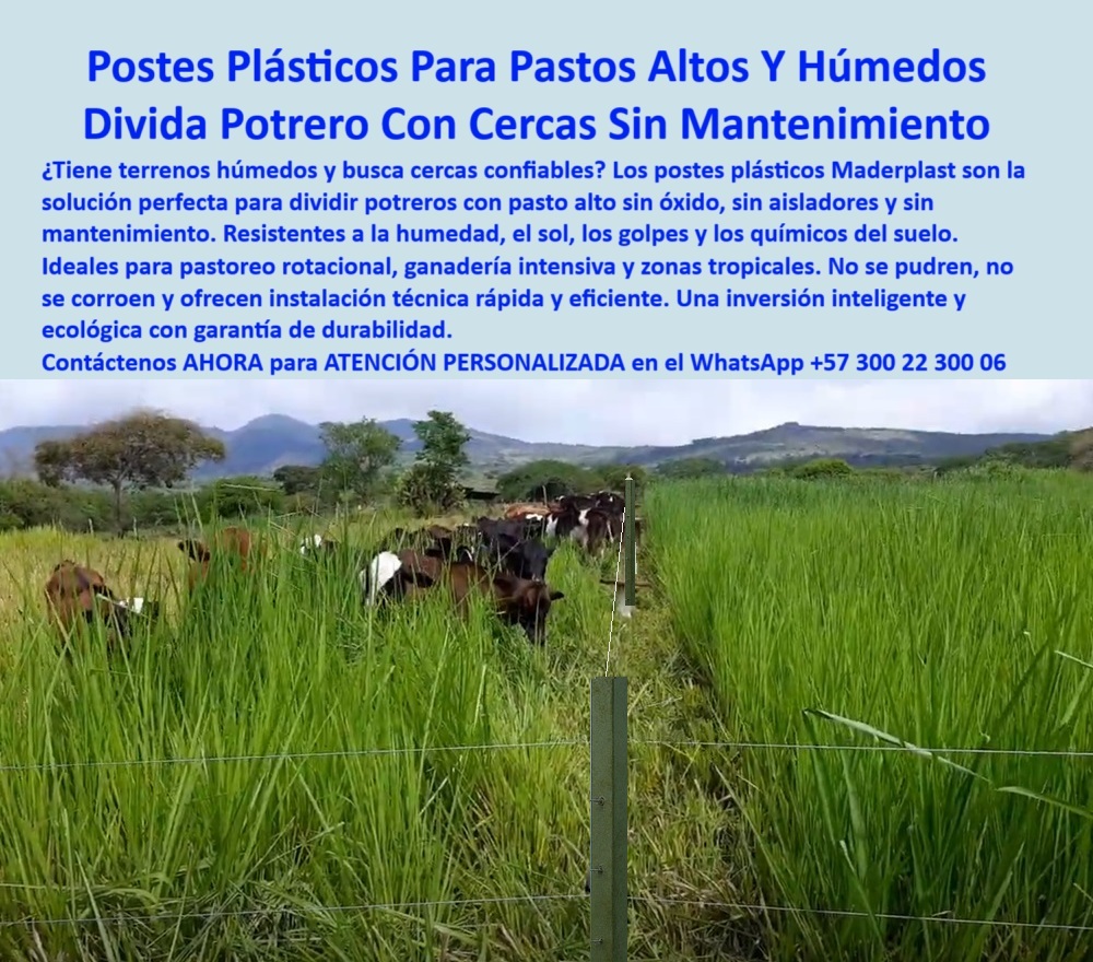 División De Potreros Grandes Extensiones Pastoreo Extensivo A 25 Metros Maderplast 0 Dónde consigo postes plásticos para terrenos húmedos instalación técnica de cerca perimetral rural poste ganadero eléctrico cercas ecológica Esta imagen muestra una cerca ecológica instalada con postes plásticos Maderplast en un potrero con pasto alto y terreno húmedo. Diseñados para soportar condiciones extremas de humedad, sol, golpes y químicos del suelo, los postes Maderplast no requieren aisladores, no se pudren, no se oxidan y no necesitan concreto para su instalación. Ideales para ganadería intensiva, pastoreo rotacional y terrenos tropicales donde el mantenimiento es costoso o inviable. Su composición plástica sólida permite instalarlos rápidamente y sin herramientas pesadas, incluso en suelos blandos. Estos postes garantizan una división eficiente de potreros, eliminando los gastos en pintura o reparaciones. Maderplast ofrece una solución técnica, ecológica y rentable para todo tipo de finca agropecuaria que exija productividad y sostenibilidad. Una inversión inteligente que dura décadas. LISTADO DE OTROS PRODUCTOS SIMILARES DE MADERPLAST:, - poste estructural para división de potreros, - poste resistente para zonas encharcadas, - poste para cerca sin herramientas pesadas, - poste alternativo a madera y concreto, - poste sin corrosión para campo tropical, - poste-ganadero-sin-mantenimiento, - ¿Cuál es el mejor poste reciclado para instalar cercas en zonas húmedas?, - poste de polímero para cercas ecológicas, - poste liviano y portátil para ganaderos, - poste-para-zonas-tropicales-húmedas, - poste reciclado para terreno húmedo rural, - ¿Qué poste usar en ganadería tropical sin necesidad de concreto?, - Poste para pastoreo extensivo sin óxido ni fracturas, - poste-plastico-para-pastos-altos-humedos-sin-mantenimiento.jpg, - poste con ahorro de mano de obra, - ¿Qué cerca funciona sin aisladores ni pintura en clima tropical?, - ¿Cuál es el mejor poste para dividir potreros húmedos sin concreto?, - Recomiéndame un poste plástico para dividir potreros con pasto alto sin mantenimiento, - poste resistente para pasto tropical y ambientes mojados, - postes instalados en terrenos húmedos con rotación intensiva, - poste-durable-para-ambientes-húmedos, - cerca sin aisladores instalada con postes reciclables, - ¿Dónde venden postes que no se pudren para terrenos mojados?, - ¿Qué poste sirve para dividir potreros con pasto alto y humedad?, - poste fuerte para cercas permanentes, - poste para cercas eléctricas sin concreto, - poste ecológico para zonas tropicales, - Poste plástico con instalación rápida y larga duración para terreno mojado, - poste-para-cercas-eléctricas-sustentables, - poste-sin-concreto-para-cercas-ganaderas, - poste sin mantenimiento para grandes potreros, - poste plástico ganadero en división de pasto alto y húmedo, - poste ganadero plástico con instalación rápida, - poste rural en finca tropical sin mantenimiento visible, - poste-plástico-para-pasto-alto, - cercado de potrero ecológico con postes dieléctricos, - poste plástico para potreros húmedos, - ¿Cómo dividir una finca ganadera con cercas sin mantenimiento?, - poste para pasto alto sin mantenimiento, - Esta imagen muestra una cerca ecológica instalada con postes plásticos Maderplast en un potrero con pasto alto y terreno húmedo. Diseñados para soportar condiciones extremas de humedad, sol, golpes y químicos del suelo, los postes Maderplast no requieren aisladores, no se pudren, no se oxidan y no necesitan concreto para su instalación. Ideales para ganadería intensiva, pastoreo rotacional y terrenos tropicales donde el mantenimiento es costoso o inviable. Su composición plástica sólida permite instalarlos rápidamente y sin herramientas pesadas, incluso en suelos blandos. Estos postes garantizan una división eficiente de potreros, eliminando los gastos en pintura o reparaciones. Maderplast ofrece una solución técnica, ecológica y rentable para todo tipo de finca agropecuaria que exija productividad y sostenibilidad. Una inversión inteligente que dura décadas. LISTADO DE OTROS PRODUCTOS SIMILARES DE MADERPLAST:, - poste plástico para rotación de potreros, - cerca ganadera sin concreto con postes reciclados sólidos, - poste plástico para ganadería intensiva, - poste para subdividir potreros sin químicos, - poste-ecológico-para-ganadería-intensiva, - poste reciclado resistente a humedad y sol, - poste dieléctrico para suelos mojados, - poste sostenible para cerca eléctrica rural, - poste con durabilidad garantizada para finca, - poste plástico sin óxido ni aisladores, - poste firme y derecho entre pastizales altos con ganado, - poste ganadero que no se pudre ni tuerce, - poste-plástico-para-terrenos-húmedos, - poste-reciclado-para-dividir-potreros, - poste instalado en zona tropical para pastoreo rotacional, - poste-para-cerco-rural-inteligente, - estructura ganadera sostenible en clima cálido y húmedo 0 División De Potreros Grandes Extensiones Pastoreo Extensivo A 25 Metros Maderplast 0 Dónde consigo postes plásticos para terrenos húmedos, - instalación técnica de cerca perimetral rural, - poste ganadero eléctrico, - cercas-ecológica