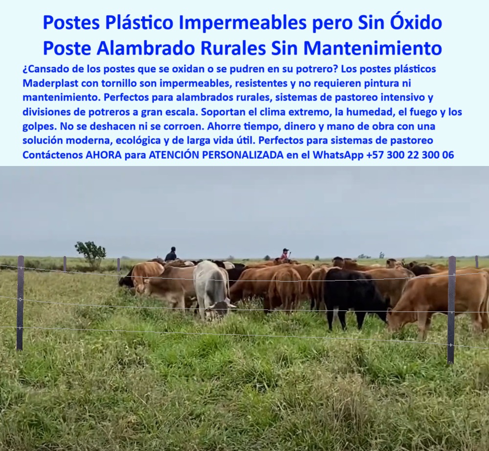 División De Potreros Grandes Extensiones Pastoreo Extensivo A 25 Metros Maderplast 0 instalación de alambrado rural poste plástico con tornillo instalación madrina postes plásticos impermeables poste sin oxidación sin óxidos En la imagen se observa una cerca ganadera moderna y firme, construida con postes plásticos Maderplast negros con tornillo, instalados cada 25 metros sin necesidad de concreto. Estos postes son ideales para alambrados rurales, ya que no se oxidan, no se pudren ni se corroen, incluso en climas húmedos o con suelos salinos. Su diseño técnico con tornillo y madrina permite una instalación rápida y sin herramientas pesadas. Maderplast garantiza postes plásticos de larga vida útil, sin mantenimiento, resistentes al fuego, golpes y a los químicos del suelo. Elegir Maderplast es invertir con inteligencia en cercas definitivas y sostenibles. Con Maderplast, invierte una vez y olvídate de los reemplazos. A CONTINUACIÓN UN LISTADO DE OTROS PRODUCTOS SIMILARES DE MADERPLAST:, - poste plástico con tornillo instalado en potrero húmedo, - poste-plástico-con-tornillo-impermeable, - poste plástico con tornillo para suelos blandos, - poste económico de instalación técnica sin mezcla, - poste plástico impermeable sin óxido para alambrado, - poste-plástico-para-potreros-extensivos, - Poste sin pintura para zonas salinas con tornillo y madrina, - poste que no se corroe ni requiere aisladores, - poste rural resistente a impactos y oxidación, - poste con memoria estructural sin fractura, - Poste rural impermeable para alambrado de grandes potreros, - poste para ganado sin gastos recurrentes, - poste-maderplast-sin-oxidación, - En la imagen se observa una cerca ganadera moderna y firme, construida con postes plásticos Maderplast negros con tornillo, instalados cada 25 metros sin necesidad de concreto. Estos postes son ideales para alambrados rurales, ya que no se oxidan, no se pudren ni se corroen, incluso en climas húmedos o con suelos salinos. Su diseño técnico con tornillo y madrina permite una instalación rápida y sin herramientas pesadas. Maderplast garantiza postes plásticos de larga vida útil, sin mantenimiento, resistentes al fuego, golpes y a los químicos del suelo. Elegir Maderplast es invertir con inteligencia en cercas definitivas y sostenibles. Con Maderplast, invierte una vez y olvídate de los reemplazos. A CONTINUACIÓN UN LISTADO DE OTROS PRODUCTOS SIMILARES DE MADERPLAST:, - poste con instalación rápida para potrero húmedo, - poste rural sin óxido en cercado a gran escala, - cerca impermeable con postes Maderplast en finca ganadera, - poste-rural-impermeable-sin-pintura, - cercado rural con poste negro impermeable Maderplast, - poste rural de bajo mantenimiento para ganado extensivo, - poste plástico Maderplast para pastoreo intensivo, - ¿Qué poste se puede instalar con tornillo en suelos húmedos sin concreto?, - poste para cerramientos que no requieren concreto, - ¿Dónde compro postes para cerca ganadera sin mantenimiento?, - poste técnico de alta resistencia para potrero inundable, - poste que no se oxida ni se pudre en el campo, - poste sin pintura para cercas agropecuarias, - poste-reciclado-para-clima-extremo, - Poste para división ganadera resistente a humedad, impactos y clima, - poste-ganadero-sin-mantenimiento, - ¿Qué poste no se pudre ni se oxida para potreros húmedos?, - poste-plástico-con-madrina, - poste para alambrado de rotación ganadera sin reemplazos, - ¿Qué poste se instala con tornillo sin necesidad de concreto?, - poste-para-división-de-potreros-húmedos, - poste plástico para alambrado resistente al fuego y golpes, - poste sin mantenimiento para cercas de grandes fincas, - postes plásticos instalados sin mezcla de concreto, - poste-plástico-para-cercas-de-gran-escala, - ¿Cuál es el mejor poste plástico para alambrado rural sin óxido?, - poste-plástico-para-alambrado-sin-óxido, - poste técnico con madrina para zonas difíciles, - división de ganado con poste de polímero negro, - poste plástico firme instalado a 25 metros de distancia, - estructura de cerca plástica sin pintura en clima tropical, - poste reciclado de alto rendimiento para cerca, - Recomiéndame un poste plástico sin óxido ni mantenimiento para pastoreo, - poste estructural ganadero para climas extremos, - poste de cercado con larga vida útil garantizada, - ¿Qué postes usar en pastoreo intensivo para dividir potreros?, - poste plástico para instalaciones rurales permanentes, - poste-plastico-maderplast-con-tornillo-para-alambrado-rural.jpg, - poste plástico para suelos salinos y tropicales, - poste de cerca ganadera para zonas húmedas y salinas, - alambrado ganadero sin concreto con postes reciclados, - poste ideal para pastos altos y potreros extensivos, - poste rural con tornillo para división de potreros 0   División De Potreros Grandes Extensiones Pastoreo Extensivo A 25 Metros Maderplast 0 instalación de alambrado rural poste plástico con tornillo instalación madrina postes plásticos impermeables poste sin oxidación sin óxidos 0   