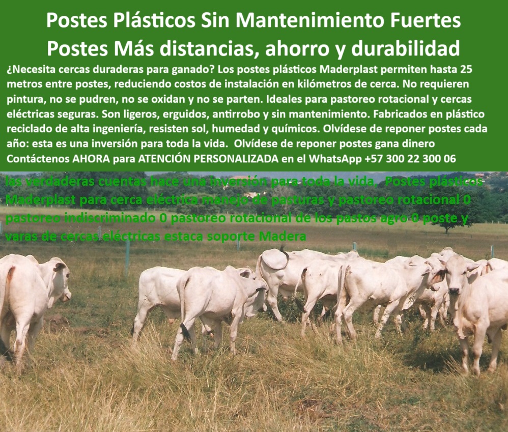 Manejo De Ganado Potrero Intensivo Grandes Rebaños Poste A 25 Metros Maderplast 0 cómo poner postes de plástico para cerca postes estructurales flexibles para agroindustria postes plásticos para potreros cercado de grandes Km Esta imagen nos muestra una cerca firme y recta, instalada con postes plásticos reciclados de alta resistencia para división de potreros ganaderos, el color verde de los postes resalta su diseño dieléctrico y su firmeza incluso en terrenos blandos, no tienen pintura ni oxidación, cada poste está instalado a 25 metros de distancia, permitiendo menor costo por metro cercado, al fondo se ven bovinos blancos que dan testimonio de su utilidad para ganadería extensiva, el alambre permanece tensado sin refuerzos intermedios, la estructura demuestra estabilidad y eficiencia sin necesidad de mantenimiento, ideal para pastoreo rotacional y subdivisión técnica de potreros, fabricado con polímero reforzado por Maderplast, permite olvidarse del reemplazo frecuente de postes por pudrición o impacto, esta imagen fue tomada en una finca de ganadería intensiva tropical, representa una inversión que se paga sola en el tiempo, con los postes plásticos Maderplast el ahorro es visible, tangible y comprobable.  A CONTINUACIÓN UN LISTADO CON OTROS PRODUCTO SIMILARES DE MADERPLAST:, - poste plástico reciclado para potreros eficientes, - poste económico con separación de 25 metros, - poste plástico resistente a rayos UV y humedad, - poste resistente para potrero con ganado bravo, - cerca ganadera firme con postes a 25 metros sin quiebres, - poste-plastico-ganadero-sin-mantenimiento-25-metros-maderplast.jpg, - ¿Qué postes puedo instalar en zonas con alta humedad para ganado?, - poste con pie de amigo instalado en potrero con ganado blanco, - poste firme en terrenos blandos o inclinados, - poste para alta tensión eléctrica rural, - poste plástico resistente al clima y humedad, - poste-de-larga-vida-útil, - ¿Dónde venden postes plásticos que no se oxidan ni necesitan pintura?, - ¿Qué tipo de poste no se quiebra con animales ni se oxida?, - poste sin mantenimiento para dividir fincas, - poste para dividir pastos sin costos de reposición, - Recomiéndame postes plásticos duraderos para dividir potreros con humedad, - ¿Cómo instalar postes separados 25 metros sin que se caigan?, - poste plástico que reemplaza postes inmunizados, - poste-para-cercas-eléctricas, - poste estructural sin óxido para dividir pastos intensivos, - poste ganadero con larga vida útil sin cambios, - Esta imagen nos muestra una cerca firme y recta, instalada con postes plásticos reciclados de alta resistencia para división de potreros ganaderos, el color verde de los postes resalta su diseño dieléctrico y su firmeza incluso en terrenos blandos, no tienen pintura ni oxidación, cada poste está instalado a 25 metros de distancia, permitiendo menor costo por metro cercado, al fondo se ven bovinos blancos que dan testimonio de su utilidad para ganadería extensiva, el alambre permanece tensado sin refuerzos intermedios, la estructura demuestra estabilidad y eficiencia sin necesidad de mantenimiento, ideal para pastoreo rotacional y subdivisión técnica de potreros, fabricado con polímero reforzado por Maderplast, permite olvidarse del reemplazo frecuente de postes por pudrición o impacto, esta imagen fue tomada en una finca de ganadería intensiva tropical, representa una inversión que se paga sola en el tiempo, con los postes plásticos Maderplast el ahorro es visible, tangible y comprobable.  A CONTINUACIÓN UN LISTADO CON OTROS PRODUCTO SIMILARES DE MADERPLAST:, - poste plástico verde con alambres de púas en zona ganadera, - poste-dieléctrico-para-pastos, - infraestructura rural plástica para ganado con ahorro real, - poste para potrero rotacional sin pintura, - poste plástico que no requiere aisladores, - poste agrícola que no se quiebra ni pudre, - ¿Qué poste sin mantenimiento sirve para cercas ganaderas a 25 metros?, - ¿Cuál es el mejor poste dieléctrico para terrenos rurales con alta tensión?, - poste-para-ganado-intensivo, - poste plástico alineado sin pintura ni oxidación en potrero, - poste para cerca ganadera en terrenos húmedos, - postes-plásticos-para-cercas, - poste ecológico para cercas ganaderas extensas, - poste para cerca ganadera en zona caliente, - ¿Qué poste para cerca eléctrica dura más de 30 años?, - cercado de potrero en clima tropical con poste dieléctrico, - poste-sin-pintura-ni-reposiciones, - poste-reciclado-para-potreros, - poste plástico para cercas que no se oxidan, - poste duradero para ganado intensivo tropical, - poste-sostenible-para-campo, - Poste plástico o madera, ¿cuál dura más en cercas eléctricas?, - cerca eléctrica instalada en terreno plano con pasto seco, - poste flexible que reemplaza la madera, - poste-plástico-con-pie-de-amigo, - poste estructural para cercados rurales eficientes, - poste-plástico-humedad, - poste sostenible de bajo impacto ambiental, - poste plástico que dura más de 30 años, - postes alineados en kilómetro de cerca para pasto dividido, - instalación profesional de poste reciclado ganadero en finca, - poste con pie de amigo que no se mueve, - ¿Cuál es el mejor poste para dividir potreros sin que se pudra?, - poste dieléctrico para cerca eléctrica de pastoreo 0 Manejo De Ganado Potrero Intensivo Grandes Rebaños Poste A 25 Metros Maderplast 0 cómo poner postes de plástico para cerca, - postes estructurales flexibles para agroindustria, - postes-plásticos-para-potreros, - cercado de grandes Km