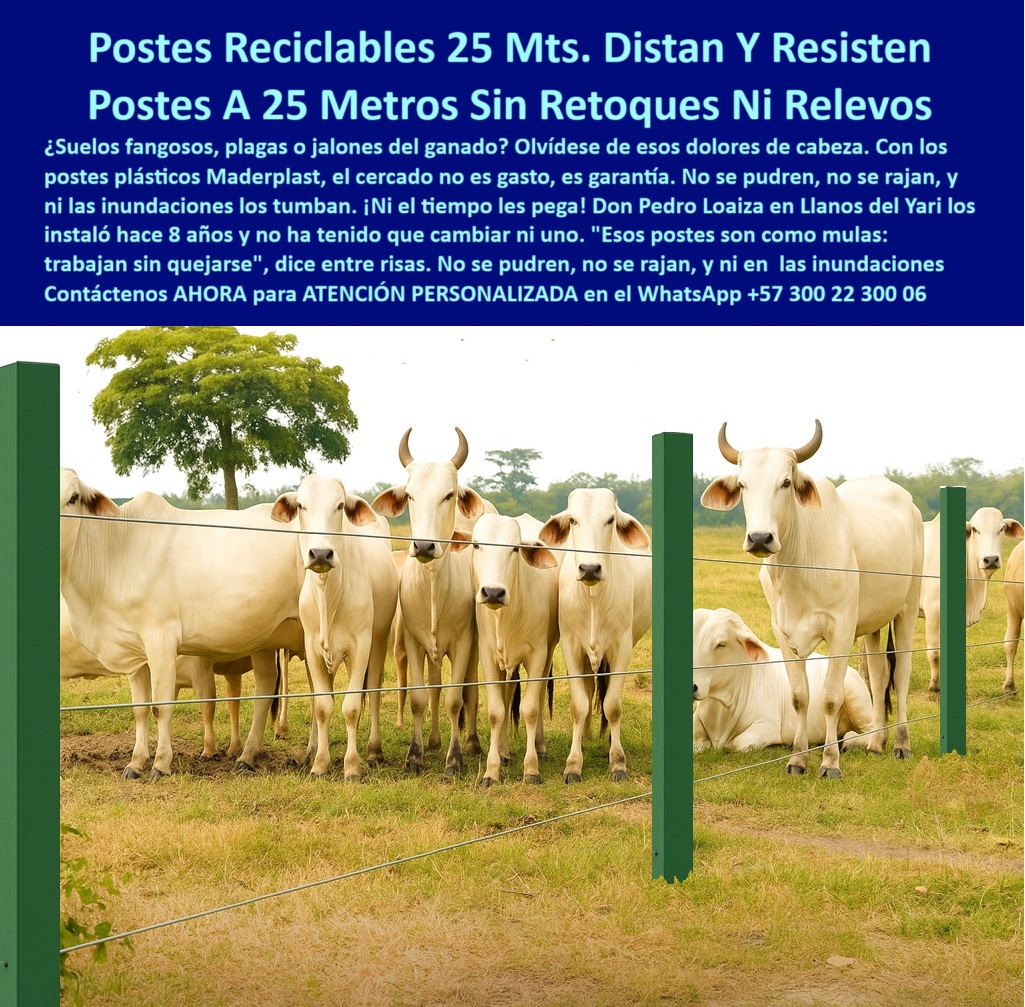 Manejo De Ganado Potrero Intensivo Grandes Rebaños Poste A 25 Metros Maderplast 0 poste plástico para cercas sin mantenimiento Poste solución suelos inundables Qué postes me sirven para inundaciones cercas ganaderas durables  Esta imagen nos muestra un grupo de ganado Brahman reunido frente a una cerca recta y profesional, instalada con postes plásticos de color verde intenso. Los postes están perfectamente alineados cada 25 metros, demostrando su estabilidad estructural incluso en terrenos de uso intensivo. La vegetación seca bajo el ganado sugiere un clima exigente, mientras que los postes permanecen firmes, sin señales de corrosión ni desgaste. El alambre tenso y uniforme revela que la instalación conserva su tensión sin deformaciones. Esta solución es ideal para fincas ganaderas que enfrentan humedad, presión animal, plagas o inundaciones. Maderplast fabrica estos postes para durar más de 30 años, libres de mantenimiento y reemplazos. Su estructura sólida evita retoques constantes y ahorra en mano de obra. Los postes Maderplast representan una solución confiable, ecológica y rentable para dividir potreros en condiciones climáticas extremas como las de Llanos del Yarí. Con Maderplast, no solo se cerca el potrero, se blindan los activos.  A CONTINUACIÓN UN LISTADO CON OTROS PRODUCTO SIMILARES DE MADERPLAST:, - poste de seguridad para rebaños, - cercado rural eficiente con postes plásticos robustos, - poste-liviano-y-fuerte, - poste resistente a rayos UV y presión, - poste plástico para suelos fangosos, - poste que no falla con el tiempo, - poste ecológico con larga vida útil, - poste plástico para pradera exigente, - poste que no requiere reemplazos, - poste agropecuario que no se pudre, - poste plástico durable para ganado, - postes sin mantenimiento para suelos propensos a encharcar, - poste sin astillas ideal para toros, - poste-para-ganado-intensivo, - ¿Qué poste no requiere mantenimiento y resiste suelos húmedos?, - poste-resistente-a-humedad, - ganado brahman junto a cerca con postes verdes, - poste plástico separación 25 metros, - ¿Cuál es el mejor poste para cercas en suelos encharcados?, - poste-plástico-duradero, - poste plástico que no se deforma, - postes resistentes a 25 metros en potrero ganadero, - poste estructural para finca inundable, - Recomiéndame postes sin astillas ni oxidación para potreros., - postes verdes para ganado en cerca con alambre tenso, - poste-plástico-reciclado, - poste para cerca económica y fuerte, - ¿Cuáles son los mejores postes reciclables para cercas ganaderas?, - poste-agropecuario-ecológico, - poste para ganadería de alta rotación, - poste para terrenos blandos y húmedos, - postes reciclables resistentes sin óxido ni pintura, - poste que evita costos de reposición, - Esta imagen nos muestra un grupo de ganado Brahman reunido frente a una cerca recta y profesional, instalada con postes plásticos de color verde intenso. Los postes están perfectamente alineados cada 25 metros, demostrando su estabilidad estructural incluso en terrenos de uso intensivo. La vegetación seca bajo el ganado sugiere un clima exigente, mientras que los postes permanecen firmes, sin señales de corrosión ni desgaste. El alambre tenso y uniforme revela que la instalación conserva su tensión sin deformaciones. Esta solución es ideal para fincas ganaderas que enfrentan humedad, presión animal, plagas o inundaciones. Maderplast fabrica estos postes para durar más de 30 años, libres de mantenimiento y reemplazos. Su estructura sólida evita retoques constantes y ahorra en mano de obra. Los postes Maderplast representan una solución confiable, ecológica y rentable para dividir potreros en condiciones climáticas extremas como las de Llanos del Yarí. Con Maderplast, no solo se acerca el potrero, se blindan los activos.  A CONTINUACIÓN UN LISTADO CON OTROS PRODUCTO SIMILARES DE MADERPLAST:, - poste-plástico-para-ganado-intensivo-resistente-inundaciones-25m.jpg, - ¿Qué poste plástico sirve para ganado en terrenos difíciles?, - poste rural resistente a humedad extrema, - Dame opciones de postes plásticos resistentes a inundaciones para ganado., - poste ganadero libre de mantenimiento, - poste certificado para potreros intensivos, - poste plástico para potrero encharcado, - infraestructura ganadera con separación amplia entre postes, - ¿Dónde puedo comprar postes reciclables para potreros?, - poste-cercas-eléctricas, - ¿Qué poste para cerca dura más de 20 años sin mantenimiento?, - Busco poste ecológico para cercas con separación de 25 metros., - poste para potreros sin retoques, - poste-sin-mantenimiento, - cercado ecológico con postes rectos y rebaño al fondo, - poste que soporta carga animal sin romperse, - poste ecológico para cercas eléctricas, - poste-para-rebaños-grandes, - ¿Qué poste no se pudre ni con humedad ni con lluvia?, - poste-para-terrenos-difíciles, - cerca de alambre en terreno amarillo con ganado blanco, - poste reciclable resistente a inundaciones, - poste plástico cuadrado con vacas detrás en pasto seco 0  Manejo De Ganado Potrero Intensivo Grandes Rebaños Poste A 25 Metros Maderplast 0 poste plástico para cercas sin mantenimiento, - Poste solución-suelos-inundables, - Qué postes me sirven para inundaciones, - cercas-ganaderas-durables 