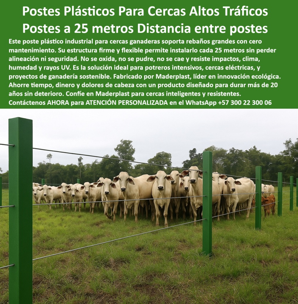 Manejo De Ganado Potrero Intensivo Grandes Rebaños Poste A 25 Metros Maderplast Manejo De Ganado Potrero Intensivo Grandes Rebaños Poste A 25 Metros Maderplast 0 cómo construir cerca con postes de plástico Esta imagen deja ver una instalación ganadera con postes plásticos separados a 25 metros que contienen un gran rebaño bovino, alineados con precisión y sin necesidad de concreto. Cada poste muestra firmeza y estabilidad en terreno plano, mientras mantiene tensado el alambre sin curvaturas visibles, lo que resalta su capacidad estructural en manejo de ganado intensivo. Esta solución es ideal para potreros rotativos, pasturas eficientes y cercas eléctricas rurales. El color verde de los postes combina con el paisaje sin generar contaminación visual y su resistencia evita el reemplazo frecuente. Estos postes, fabricados por Maderplast, no se oxidan, no se pudren y son inmunes al clima, sol, humedad e impactos del ganado. Su diseño evita el uso de aisladores y garantiza hasta 30 años de uso sin mantenimiento. Maderplast ofrece así una tecnología confiable y rentable para quienes buscan dividir potreros de forma duradera y sostenible.  A CONTINUACIÓN UN LISTADO CON OTROS PRODUCTO SIMILARES DE MADERPLAST:, - Solución en postes para rebaños grandes sin mantenimiento, - cerca ganadera resistente sin pintura ni concreto, - poste para finca ganadera moderna y eficiente, - ¿Cuál es el mejor poste para cerca eléctrica ganadera?, - ¿Qué poste evita que se caiga la cerca con el ganado?, - poste para cercas eléctricas de alta resistencia, - ¿Qué poste plástico funciona para cercas de 25 metros?, - poste-agropecuario-para-fincas-grandes, - poste dieléctrico para cercas con alambre eléctrico, - poste Maderplast que no falla con ganado, - poste-para-dividir-potreros-intensivos, - poste ecológico sin óxido ni pintura para ganado, - poste duradero para instalaciones rurales ganaderas, - poste-plástico-para-alambre-eléctrico, - poste industrial para cerca de ganado bravo, - poste que reduce el número de estacones, - poste-plastico-ganadero-rebanos-intensivos-25-metros.jpg, - ¿Poste que no se cae a 25 metros de distancia?, - poste plástico sólido para cercas extensas, - poste verde estético y funcional para potreros, - poste que mantiene firmeza sin concreto, - poste para uso diario en fincas ganaderas, - poste-para-potreros-con-alta-carga, - postes verdes alineados dividiendo potrero de ganado blanco, - poste plástico sin mantenimiento para pasturas rotativas, - poste-ecológico-con-alta-durabilidad, - poste de plástico que soporta impactos del ganado, - poste ideal para cercar rebaños sin reposiciones, - poste resistente para potrero con alta presión animal, - poste versátil para climas extremos sin deformación, - poste-plástico-cerca-25-metros, - postes plásticos sólidos separados 25 metros en campo, - rebaño encerrado por cerca de postes plásticos reciclados, - Encuentra poste para cerca eléctrica sin necesidad de pintura, - poste ganadero a 25 metros sin perder alineación, - poste plástico para grandes rebaños de ganado intensivo, - separación de pasturas rotativas con estructura Maderplast, - poste de 25 metros sin deformarse con carga, - poste-resistente-para-manejo-de-ganado, - Esta imagen deja ver una instalación ganadera con postes plásticos separados a 25 metros que contienen un gran rebaño bovino, alineados con precisión y sin necesidad de concreto. Cada poste muestra firmeza y estabilidad en terreno plano, mientras mantiene tensado el alambre sin curvaturas visibles, lo que resalta su capacidad estructural en manejo de ganado intensivo. Esta solución es ideal para potreros rotativos, pasturas eficientes y cercas eléctricas rurales. El color verde de los postes combina con el paisaje sin generar contaminación visual y su resistencia evita el reemplazo frecuente. Estos postes, fabricados por Maderplast, no se oxidan, no se pudren y son inmunes al clima, sol, humedad e impactos del ganado. Su diseño evita el uso de aisladores y garantiza hasta 30 años de uso sin mantenimiento. Maderplast ofrece así una tecnología confiable y rentable para quienes buscan dividir potreros de forma duradera y sostenible.  A CONTINUACIÓN UN LISTADO CON OTROS PRODUCTO SIMILARES DE MADERPLAST:, - cerca ecológica con postes rectangulares y ganado intensivo, - poste-ganadero-sin-mantenimiento, - Recomiéndame poste para potrero con alta carga animal, - grupo de reses dentro de potrero cerrado con postes verdes, - poste agropecuario con tecnología ecológica avanzada, - poste plástico fuerte para corrales exteriores, - sistema de cerca ganadera con alambre tensado visible, - poste fácil de instalar para grandes extensiones, - poste-verde-para-cercas-inteligentes, - ¿Poste que dure años sin mantenimiento en finca?, - alambre galvanizado instalado sobre poste plástico ganadero, - ¿Dónde encuentro poste resistente para ganado intensivo?, - poste estructural para división de potrero con toros, - poste reciclado para ganadería de alto tráfico, - sistema moderno de división de potrero para rebaños, - ¿Qué poste usar para potrero con muchos animales?, - poste-ganadero-para-rebaños-grandes 00 Manejo De Ganado Potrero Intensivo Grandes Rebaños Poste A 25 Metros Maderplast Manejo De Ganado Potrero Intensivo Grandes Rebaños Poste A 25 Metros Maderplast 0 cómo construir cerca con postes de plástico, - 00