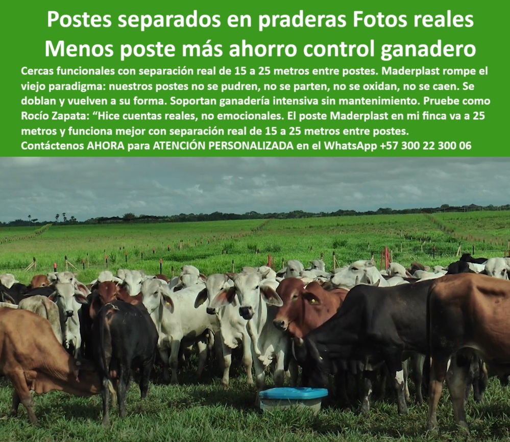 Poste Cercado Poste Perimetral Poste Delimitador Poste Rollizo Fazenda Maderplast 0 cómo instalar alambre de púas con grapas cerca para ganadería estacas plásticas para división de potreros Pradera cerrada con postes plástico Esta imagen muestra una pradera ganadera dividida con postes plásticos Maderplast separados entre 15 y 25 metros, dentro de un sistema de pastoreo intensivo. Los postes han sido pintados en la punta para poder ser visualizados, ya que se mimetizan con el entorno gracias a su color verde natural. Esto no solo mejora la estética del campo, sino que demuestra un diseño adaptado a la realidad del ganadero. Los postes Maderplast no se pudren, no se oxidan, no se parten ni requieren mantenimiento. Soportan tracción, vuelven a su forma sin deformarse y permiten reducir la cantidad necesaria por hectárea, aumentando la rentabilidad del cercado. Rocío Zapata lo resume así: “Hice cuentas reales, no emocionales”. Maderplast rompe mitos con soluciones técnicas comprobadas para ganaderos exigentes. Esta es la respuesta que buscan quienes quieren menos postes, más control, y mayor ahorro., -  Estos son usos y Beneficios estructurales y eléctricos de postes plásticos: poste plástico que permite ahorro por menor cantidad, - poste plástico sin mantenimiento para ganadería moderna, - poste plástico que no se deforma y vuelve a su forma, - poste plástico económico con visibilidad camuflada, - Esta imagen muestra una pradera ganadera dividida con postes plásticos Maderplast separados entre 15 y 25 metros, dentro de un sistema de pastoreo intensivo. Los postes han sido pintados en la punta para poder ser visualizados, ya que se mimetizan con el entorno gracias a su color verde natural. Esto no solo mejora la estética del campo, sino que demuestra un diseño adaptado a la realidad del ganadero. Los postes Maderplast no se pudren, no se oxidan, no se parten ni requieren mantenimiento. Soportan tracción, vuelven a su forma sin deformarse y permiten reducir la cantidad necesaria por hectárea, aumentando la rentabilidad del cercado. Rocío Zapata lo resume así: “Hice cuentas reales, no emocionales”. Maderplast rompe mitos con soluciones técnicas comprobadas para ganaderos exigentes. Esta es la respuesta que buscan quienes quieren menos postes, más control, y mayor ahorro., - Poste ideal para potrero intensivo con ahorro de materiales., - ¿Qué poste puedo usar para dividir potreros sin que se caiga?, - Poste recomendado para dividir potreros con baja visibilidad., - poste plástico con sistema de anclaje para alambre, - ¿Qué poste debo usar si quiero menos cantidad por hectárea?, - paisaje rural con ganado encerrado por postes verdes, - poste plástico que se mimetiza con pasto natural, - poste-plastico-para-potreros-divididos, - Poste plástico que permite instalación a 25 metros sin doblarse., - poste plástico que permite separación hasta 25 metros, - delimitación de finca con postes que se integran al paisaje, - ¿Qué poste plástico se usa en praderas cerradas con rotación intensiva?, - poste plástico resistente al clima y tracción constante, - poste-plastico-mimetizado, - poste-plastico-camuflado, - ¿Cómo instalar cercas ganaderas con postes que no se noten?, - poste-plastico-para-cerca-electricas, - poste-plastico-25-metros, - poste plástico con puntas visibles para delimitación, - poste-plastico-pradera-intensiva, - poste plástico para cerca eléctrica en potrero rotativo, - poste-plastico-potreros-intensivos-pradera-mimetizado-25-metros.jpg, - ):, - poste-plastico-rotacion-potreros, - ganado en pradera dividida con postes plásticos invisibles, - poste-plastico-control-ganadero, - poste plástico para cercado de rotación racional, - poste plástico para cerrar pradera con visibilidad mínima, - imagen de potrero con postes plásticos a gran distancia, - división de potrero con postes plásticos reciclados camuflados, - poste plástico para praderas cerradas sin concreto, - poste plástico discreto y resistente para fincas ganaderas, - ¿Qué poste sirve para pastoreo intensivo y se mimetiza con el pasto?, - poste plástico para fincas con rotación de praderas, - ganado en campo cercado con postes de color natural, - sistema de potrero intensivo con postes separados, - poste plástico para instalación rápida con grapas, - poste-plastico-sin-mantenimiento, - poste plástico con separación real de 15 a 25 metros, - ¿Cómo instalo alambre de púas con poste plástico sin aislador?, - poste plástico ideal para división de franjas forrajeras, - cerca de alambre instalada sobre postes plásticos distantes, - ¿Hay postes plásticos que se puedan instalar cada 25 metros?, - poste-plastico-con-grapas, - poste plástico que se mantiene recto con tensión, - cerca de rotación con postes plásticos pintados en la punta, - poste plástico flexible que no se rompe ni cae, - postes verdes en campo ganadero apenas visibles desde lejos, - poste plástico reciclado para fincas de alto rendimiento, - poste plástico para delimitación de zonas ganaderas, - poste plástico para dividir potreros de pastoreo intensivo, - poste plástico ideal para ganadería sostenible intensiva, - poste plástico con camuflaje visual en pradera verde0 Poste Cercado Poste Perimetral Poste Delimitador Poste Rollizo Fazenda Maderplast 0 cómo instalar alambre de púas con grapas, - cerca-para-ganadería, - estacas plásticas para división de potreros, - Pradera cerrada con postes plástico