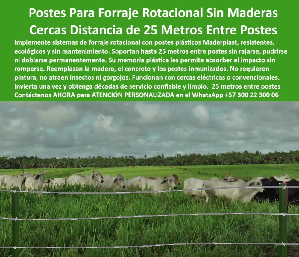 Poste Cercado Poste Perimetral Poste Delimitador Poste Rollizo Fazenda Maderplast 0 postes resistentes para forraje rotacional poste electro plástico resistente cercas plasticas para praderas cercas para linderos compartidos La imagen muestra una cerca ganadera sobre pradera húmeda, sostenida por postes plásticos Maderplast espaciados a 25 metros. Este sistema de forraje rotacional, sin uso de madera ni concreto, aprovecha la elasticidad y resistencia estructural de los postes plásticos para sostener cercas eléctricas sin aisladores ni mantenimiento. Maderplast fabrica estos postes con polímeros reciclados sólidos, inmunes a humedad, gorgojos, rayos UV y deformaciones. Funcionan perfectamente incluso en pastos altos, suelos húmedos y zonas tropicales. Con Maderplast, el ganadero ahorra en pintura, reemplazos, aisladores y fallas estructurales, garantizando un cercado eficiente, limpio y ecológico. Es la solución moderna para dividir potreros con lógica productiva y rentabilidad sostenible., - postes verdes sosteniendo alambre en campo rotacional, - poste plástico de larga vida útil en zonas húmedas, - poste-plástico-para-cerca-electrica, -  Listado de productos y Ventajas de los postes plásticos frente a la madera, Beneficios ambientales de Maderplast: poste plástico de alta flexibilidad y memoria estructural, - poste-plastico-25-metros-ganado, - poste-plástico-potreros-intensivos, - poste plástico ecológico para manejo rotativo del ganado, - poste-plástico-sin-madera, - poste plástico que no se quiebra al recibir impacto, - ¿Qué poste sirve para praderas altas y húmedas?, - poste plástico para electro cerca ganadera eficiente, - poste plástico resistente a rayos UV y gorgojos, - ganado blanco en pradera cercada con postes plásticos verdes, - poste-plástico-sin-mantenimiento, - estructura de cerramiento sostenible para manejo intensivo, - poste plástico libre de mantenimiento en campo abierto, - poste plástico durable para cercas a 25 metros, - poste-plástico-para-praderas-altas, - poste plástico reciclado para praderas tropicales, - poste-plástico-cerca-tecnificada, - poste plástico con soporte técnico y ficha certificada, - ganado pastando tras cerca con postes sin aisladores, - poste plástico firme entre franjas de pasto tropical, - cerca eléctrica recta con postes visibles entre pasto alto, - poste plástico resistente para potreros rotativos eléctricos, - ¿Qué poste plástico usar en pastos altos sin mantenimiento?, - poste plástico apto para suelos húmedos y pasturas gruesas, - ¿Qué poste aguanta cerca eléctrica sin aisladores?, - poste-plástico-forraje-rotacional, - poste-plástico-larga-vida-útil, - poste plástico sin pintura ni insecticidas, - poste plástico que reduce costos de cercado, - pradera húmeda con cerramiento técnico reciclado, - poste-plástico-para-ganado-rotativo, - poste plástico para linderos compartidos de fincas ganaderas, - Poste plástico para sistemas de forraje rotacional con cercas eléctricas., - poste plástico que no requiere inmunización, - potrero intensivo delimitado con poste ecológico, - poste plástico visible en potreros de gran extensión, - Poste reciclado que soporte 25 metros entre praderas intensivas., - ¿Cuál es el mejor poste para rotación intensiva con alambre?, - poste plástico para cerramiento con paso controlado, - La imagen muestra una cerca ganadera sobre pradera húmeda, sostenida por postes plásticos Maderplast espaciados a 25 metros. Este sistema de forraje rotacional, sin uso de madera ni concreto, aprovecha la elasticidad y resistencia estructural de los postes plásticos para sostener cercas eléctricas sin aisladores ni mantenimiento. Maderplast fabrica estos postes con polímeros reciclados sólidos, inmunes a humedad, gorgojos, rayos UV y deformaciones. Funcionan perfectamente incluso en pastos altos, suelos húmedos y zonas tropicales. Con Maderplast, el ganadero ahorra en pintura, reemplazos, aisladores y fallas estructurales, garantizando un cercado eficiente, limpio y ecológico. Es la solución moderna para dividir potreros con lógica productiva y rentabilidad sostenible., - poste-plastico-cerca-electrica-forraje-rotacional-pradera.jpg, - poste plástico para sistema de forraje rotacional intensivo, - poste plástico que mejora la eficiencia del pastoreo, - división de potrero con postes plásticos a gran distancia, - ¿Qué poste plástico es mejor para dividir praderas rotativas?, - poste plástico ideal para rotación intensiva por franjas, - Poste dieléctrico que no necesita pintura ni aisladores., - poste plástico que no transmite corriente eléctrica, - imagen rural con sistema de forraje rotacional moderno, - poste plástico que reemplaza madera inmunizada, - Poste para cercas técnicas rotativas con ganado brahmán., - ¿Dónde encuentro postes que no se quiebren ni se pudran?, - poste plástico para cerca eléctrica en pasto alto, - poste plástico sin mantenimiento para división de praderas 0 Poste Cercado Poste Perimetral Poste Delimitador Poste Rollizo Fazenda Maderplast 0 postes resistentes para forraje rotacional, - poste-electro-plástico-resistente, - cercas-plásticas-para-praderas, - cercas-para-linderos-compartidos,