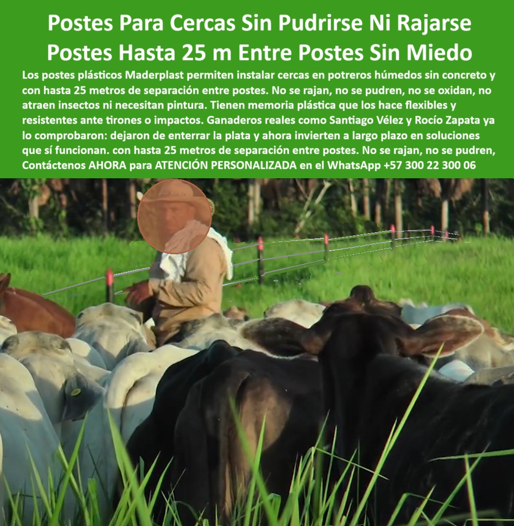 Poste Cercado Poste Perimetral Poste Delimitador Poste Rollizo Fazenda Maderplast 0 separación de potreros sin concreto poste cerca húmeda Qué poste necesita menos mantenimiento en potreros cercas con pie de amigo Poste Cerca La imagen muestra una instalación real de postes plásticos Maderplast en potrero húmedo, sin uso de concreto ni pie de amigo. Separados a 25 metros entre sí, estos postes mantienen alineación, firmeza y funcionalidad, incluso bajo el peso del ganado y la tensión del alambre. Fabricados con polipropileno reciclado técnico, los postes Maderplast no se oxidan, no se pudren, no requieren pintura ni mantenimiento. Su diseño con memoria plástica los hace ideales para zonas húmedas, donde otros materiales colapsan. Ganaderos como Santiago Vélez y Rocío Zapata ya dejaron de enterrar dinero en madera o concreto, apostando por una solución que dura más de 30 años. Maderplast transforma los retos del campo en soluciones rentables, resistentes y sostenibles para cualquier potrero. LISTADO DE OTROS PRODUCTOS SIMILARES DE MADERPLAST:, - poste plástico para divisiones de 25 metros, - poste-plastico-25-metros-separación, - ¿Qué poste puedo usar sin base de concreto en potrero húmedo?, - poste plástico con ahorro en mantenimiento rural, - instalación sin pie de amigo en pasto encharcado, - poste plástico con prueba de campo en sabanas, - poste plástico que no necesita base de cemento, - poste plástico para instalación sin maquinaria pesada, - poste plástico ideal para cercas de alambre tensor, - poste plástico sin oxidación para clima tropical, - sistema de división rural eficiente sin concreto, - poste plástico que mantiene alineación perfecta, - ¿Qué poste funciona bien sin pintura ni químicos?, - poste plástico con memoria estructural flexible, - Poste plástico que no necesita concreto ni pintura en suelos húmedos., - poste plástico con excelente anclaje sin zapata, - poste-plastico-sin-pintura, - poste plástico que soporta impacto de ganado, - vacas junto a cerca plástica sin oxidación ni pintura, - poste-plastico-sin-concreto, - poste plástico funcional en suelos blandos o encharcados, - poste plástico reciclado y técnico para cercas, - poste-plastico-resistente-impactos, - poste plástico que evita gastos recurrentes en potrero, - poste plástico que no se cae ni se curva, - cercado visible con separación amplia entre postes, - poste instalado directo en suelo con resultado eficiente, - ¿Qué poste me recomiendan para dividir pasto sin mantenimiento?, - poste-plastico-sin-concreto-25-metros-cerca-humeda.jpg, - ¿Qué poste flexible y reciclado sirve para potreros ganaderos?, - Poste que permita dividir potreros a 25 metros sin fallar., - poste plástico para separación de potreros húmedos, - Poste de polipropileno resistente a impacto y humedad., - poste-plastico-sin-mantenimiento, - poste-plastico-campo-real, - división de potrero con postes plásticos resistentes, - poste-plastico-finca-ganadera, - poste plástico para potrero sin pie de amigo, - ganadero junto a cerca sin concreto en potrero húmedo, - Poste con memoria plástica para suelos blandos rurales., - poste plástico para rotación intensiva sin aisladores, - poste plástico aprobado por ganaderos expertos, - poste plástico para ganadería intensiva sin rajaduras, - poste-plastico-reciclado-funcional, - campo rural húmedo con postes rectos sin fallas, - poste plástico que no se agrieta con el sol, - poste plástico sin concreto para instalación rápida, - ¿Dónde encuentro poste reciclado para dividir ganado?, - ¿Cuál poste aguanta 25 metros de separación sin rajarse?, - poste-plástico-seguro-y-duradero, - La imagen muestra una instalación real de postes plásticos Maderplast en potrero húmedo, sin uso de concreto ni pie de amigo. Separados a 25 metros entre sí, estos postes mantienen alineación, firmeza y funcionalidad, incluso bajo el peso del ganado y la tensión del alambre. Fabricados con polipropileno reciclado técnico, los postes Maderplast no se oxidan, no se pudren, no requieren pintura ni mantenimiento. Su diseño con memoria plástica los hace ideales para zonas húmedas, donde otros materiales colapsan. Ganaderos como Santiago Vélez y Rocío Zapata ya dejaron de enterrar dinero en madera o concreto, apostando por una solución que dura más de 30 años. Maderplast transforma los retos del campo en soluciones rentables, resistentes y sostenibles para cualquier potrero. LISTADO DE OTROS PRODUCTOS SIMILARES DE MADERPLAST:, - poste plástico ligero y durable en campo abierto, - poste plástico sin pintura ni tratamiento químico, - postes verdes alineados sin base cimentada visible, - ganadero observando instalación con postes reciclados, - poste plástico resistente al barro y la humedad, - poste-plástico-potreros-húmedos 0 Poste Cercado Poste Perimetral Poste Delimitador Poste Rollizo Fazenda Maderplast 0 separación de potreros sin concreto, - poste cerca húmeda, - Qué poste necesita menos mantenimiento en potreros, - cercas con pie de amigo Poste Cerca