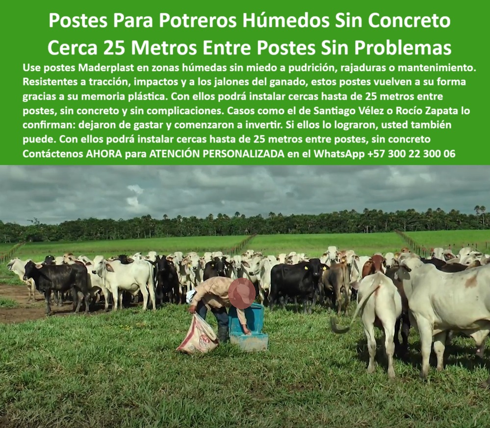 Poste Cercado Poste Perimetral Poste Delimitador Poste Rollizo Fazenda Maderplast 0 usar varas de plástico en zonas húmedas para pastoreo dónde comprar postes plásticos para potreros Guía visual para cercado con postes plásticos La imagen muestra un potrero húmedo en plena faena ganadera con más de 80 reses contenidas por una cerca hecha con postes plásticos Maderplast. Estos postes están instalados sin concreto, con separación de hasta 25 metros entre cada uno, y se mantienen perfectamente verticales, sin pudrirse, sin rajarse ni oxidarse. Gracias a su memoria plástica, resisten los jalones del ganado sin romperse ni doblarse. Ideales para sabanas de Meta, Colombia, los postes Maderplast permiten un cercado funcional, sostenible y sin mantenimiento, incluso en terrenos mojados o blandos. Esta solución, aprobada por ganaderos reales como Santiago Vélez y Rocío Zapata, confirma que invertir en Maderplast es dejar de enterrar la plata y empezar a cosechar productividad LISTADO DE OTROS PRODUCTOS SIMILARES DE MADERPLAST: poste plástico económico para cercado rural real, - poste plástico con tracción y resistencia al impacto, - división de ganado en finca mojada con postes reciclados, - poste-plástico-cercas-verdes, - cerca ganadera en sabana con postes alineados a 25 metros, - poste plástico para cercas en terrenos con pasto blando, - Poste plástico sin concreto para cercas en potreros húmedos., - Poste reciclado resistente a jalones de vacas sin fallas., - poste plástico fácil de instalar sin maquinaria pesada, - poste plástico sin concreto para potreros húmedos, - poste plástico reciclado técnico para sabanas, - poste-plastico-zona-humeda-25-metros-potreros-meta.jpg, - poste plástico para división de potrero sin cemento, - poste plástico aprobado por ganaderos llaneros, - ¿Qué poste puedo usar si el suelo es húmedo y pastoso?, - sistema de cerca en potrero húmedo bien instalado, - poste-plastico-25-metros-distancia, - poste plástico resistente a jalones de animales, - poste plástico con memoria plástica en zonas de lluvia, - poste plástico visible desde el dron en potreros grandes, - La imagen muestra un potrero húmedo en plena faena ganadera con más de 80 reses contenidas por una cerca hecha con postes plásticos Maderplast. Estos postes están instalados sin concreto, con separación de hasta 25 metros entre cada uno, y se mantienen perfectamente verticales, sin pudrirse, sin rajarse ni oxidarse. Gracias a su memoria plástica, resisten los jalones del ganado sin romperse ni doblarse. Ideales para sabanas de Meta, Colombia, los postes Maderplast permiten un cercado funcional, sostenible y sin mantenimiento, incluso en terrenos mojados o blandos. Esta solución, aprobada por ganaderos reales como Santiago Vélez y Rocío Zapata, confirma que invertir en Maderplast es dejar de enterrar la plata y empezar a cosechar productividad., - poste plástico sin pintura ni tratamientos químicos, - poste plástico sin mantenimiento para fincas verdes, - postes verdes instalados en terreno mojado de Meta, - cerca técnica con postes plásticos flexibles y rectos, - poste plástico que no se rompe bajo tracción, - poste-plástico-sin-rajarse, - grupo de reses contenidas por cerca plástica funcional, - Poste flexible que no se quiebra bajo carga de ganado., - poste plástico sin rajaduras para sabanas mojadas, - ¿Qué poste puedo usar sin concreto en zona húmeda?, - poste-plástico-sabanas-llaneras, - ¿Cuál es el mejor poste para dividir 25 metros en sabana?, - Poste técnico para instalación de cercas a 25 metros., - poste plástico para separación de ganado sin base, - sabana verde cercada sin cemento ni mantenimiento, - poste plástico con alta vida útil bajo humedad constante, - poste-plástico-para-zona-húmeda, - ¿Qué poste me sirve para ganado fuerte y potrero mojado?, - poste plástico para ganadería moderna y sostenible, - poste plástico técnico aprobado para Meta Colombia, - poste plástico para reducir número de postes por hectárea, - poste-plastico-meta-colombia, - poste-plástico-finca-moderna, - poste-plastico-control-de-ganado, - ¿Dónde comprar poste plástico que aguante lluvia y barro?, - poste plástico sin oxidación en potreros intensivos, - poste plástico flexible para control de ganado, - postes plásticos que resisten humedad y fuerza del ganado, - vaquero alimentando ganado junto a cerca ecológica, - poste plástico ecológico para suelos húmedos ganaderos, - potrero húmedo cercado con postes plásticos sin concreto, - poste-plástico-ganadería-intensiva, - poste-plástico-sin-concreto, - ¿Cuál poste plástico usar en zonas ganaderas con alta humedad?, - poste plástico ideal para rotación en terrenos lodosos, - poste plástico para división ganadera de 25 metros 0 Poste Cercado Poste Perimetral Poste Delimitador Poste Rollizo Fazenda Maderplast 0 usar varas de plástico en zonas húmedas para pastoreo, - dónde comprar postes plásticos para potreros, - Guía visual para cercado con postes plásticos