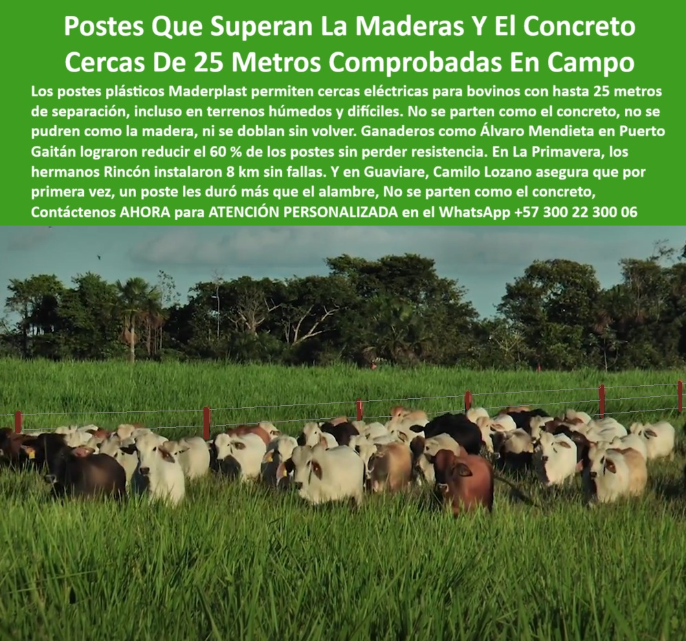 Poste Cercado Poste Perimetral Poste Delimitador Poste Rollizo Fazenda Maderplast 0 varas plásticas para cerca eléctrica bovina solución ecológica con ensayo técnico concreto plástico para zonas húmedas plástico reciclado PP La imagen muestra una instalación ganadera real donde los postes plásticos Maderplast, separados a 25 metros, contienen con precisión a un gran hato bovino. En sabanas húmedas del Guaviare y Puerto Gaitán, ganaderos como Álvaro Mendieta y los hermanos Rincón han demostrado que los postes Maderplast no solo reemplazan el concreto y la madera, sino que los superan en durabilidad, elasticidad y resistencia. Hechos de polímero reciclado con memoria plástica, estos postes no se oxidan, no se parten ni se curvan permanentemente, incluso bajo tracción intensa o condiciones climáticas extremas. Maderplast ha permitido reducir hasta en un 60 % el número de postes por kilómetro sin sacrificar resistencia. Más que un poste, Maderplast es tecnología colombiana al servicio del agro. LISTADO DE OTROS PRODUCTOS SIMILARES DE MADERPLAST:, - poste plástico resistente a lluvias y sol tropical, - rebaño contenido con cercas sin oxidación ni fractura, - poste plástico para instalación lineal sin desviaciones, - Poste reciclado aprobado por ganaderos de sabana colombiana., - poste plástico sin rajaduras ni fracturas bajo presión, - prueba ganadera superando concreto con poste flexible, - poste-plástico-sin-mantenimiento, - poste plástico que no se rompe como el concreto, - poste plástico duradero más que el alambre, - Poste plástico que reemplace madera y concreto en potreros húmedos., - sabana colombiana cercada con solución ecológica reciclada, - ¿Qué poste sirve mejor que la madera en potrero?, - poste plástico reciclado aprobado por campo real, - poste-plástico-para-ganado-pesado, - poste-plastico-contra-concreto, - poste-plástico-para-cercas-largas, - poste-plastico-sabanas-humedas, - poste plástico que reduce número de postes por hectárea, - ¿Qué poste puedo usar en sabanas húmedas para ganado?, - campo abierto con postes visibles desde largo alcance, - poste plástico para potrero de ganado cebú o criollo, - poste plástico técnico validado por ganaderos llaneros, - Poste resistente a impacto de ganado y clima extremo., - poste plástico para división eficiente de grandes hatos, - poste-plastico-vs-concreto-25-metros-meta-guaviare.jpg, - imagen real de división ganadera con postes plásticos, - poste plástico para cerca recta sin curvatura, - poste plástico para cerca eléctrica ganadera intensiva, - poste plástico que reemplaza el concreto en potreros, - poste plástico con distancia de 25 metros comprobada, - poste plástico con mayor vida útil que cemento, - cercado técnico instalado en campo de alta carga animal, - poste-plástico-sin-rajarse, - cerca eléctrica con postes plásticos en potrero de sabana, - poste plástico flexible en tracción y torsión, - ¿Dónde compro poste que dure más que el concreto?, - poste plástico funcional en sabanas sin compactación, - poste-plástico-ganadería-meta, - poste-plástico-larga-duración, - poste plástico probado en Meta, Guaviare y Llanos, - poste plástico funcional en suelos húmedos de sabana, - ganado bovino en pasto dividido por postes reciclados, - La imagen muestra una instalación ganadera real donde los postes plásticos Maderplast, separados a 25 metros, contienen con precisión a un gran hato bovino. En sabanas húmedas del Guaviare y Puerto Gaitán, ganaderos como Álvaro Mendieta y los hermanos Rincón han demostrado que los postes Maderplast no solo reemplazan el concreto y la madera, sino que los superan en durabilidad, elasticidad y resistencia. Hechos de polímero reciclado con memoria plástica, estos postes no se oxidan, no se parten ni se curvan permanentemente, incluso bajo tracción intensa o condiciones climáticas extremas. Maderplast ha permitido reducir hasta en un 60 % el número de postes por kilómetro sin sacrificar resistencia. Más que un poste, Maderplast es tecnología colombiana al servicio del agro. LISTADO DE OTROS PRODUCTOS SIMILARES DE MADERPLAST:, - poste plástico para zonas agrícolas con humedad constante, - poste-plástico-guaviare-real, - sistema de poste plástico a 25 metros comprobado, - ¿Qué poste me permite hacer cercas de 8 kilómetros?, - ¿Cuál poste aguanta ganado sin doblarse ni pudrirse?, - postes verdes alineados sin concreto en pradera húmeda, - poste plástico ideal para reemplazar varas de madera, - poste plástico para ganado bovino de alto peso, - poste plástico para proyectos de más de 8 km, - poste-plastico-25-metros-probado, - poste plástico de polímero con memoria elástica, - Poste sin mantenimiento con duración comprobada en campo., - poste plástico sin pudrición en rotación de potrero, - Poste para cerca bovina con separación real de 25 metros. Poste Cercado Poste Perimetral Poste Delimitador Poste Rollizo Fazenda Maderplast 0 varas plásticas para cerca  eléctrica bovina, - solución-ecológica-con-ensayo-técnico, - concreto-plástico-para-zonas-húmedas, - plástico reciclado PP