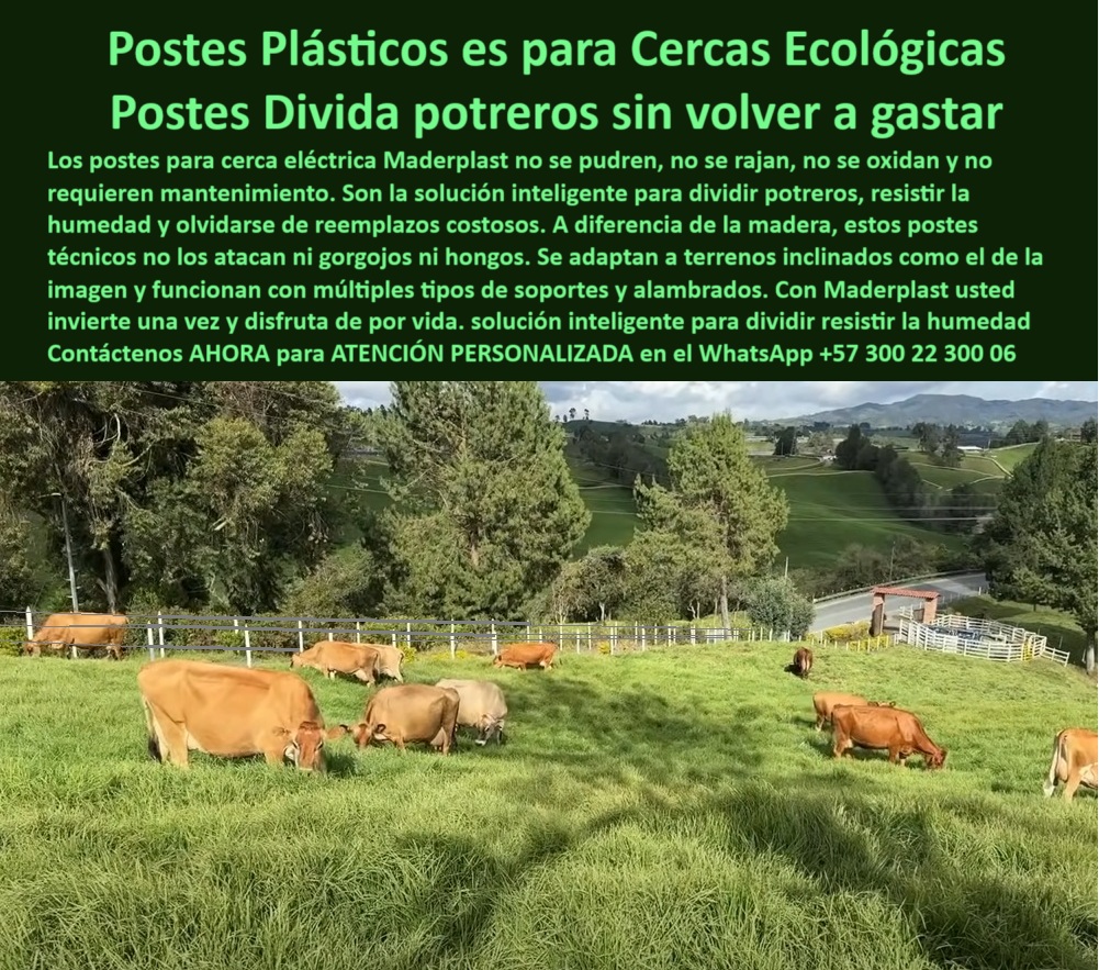 Poste Para Cerco Eléctrico Poste De Alambre Púa Distancia A 25 Mts Maderplast 0 poste soluciones ecológicas con madera plástica técnica estacón plástico con soporte 00 Poste Para Cerco Eléctrico Poste De Alambre Púa Distancia A 25 Mts En la imagen se observa una finca con ganado lechero en terreno inclinado y húmedo, cercado con postes plásticos Maderplast que no requieren concreto. Estos postes reciclados se destacan por su resistencia a la humedad, hongos y deformaciones, lo que los hace ideales para sistemas de pastoreo rotacional y cercas ecológicas. Son fáciles de instalar, incluso en pendientes pronunciadas, sin necesidad de aisladores, pintura ni mantenimiento. Su composición técnica de madera plástica inmunizada los convierte en una alternativa superior a la madera y al concreto, ofreciendo durabilidad y funcionalidad con bajo costo operativo. Maderplast fabrica estos postes con ingeniería plástica avanzada, diseñados para maximizar la vida útil de la cerca sin reemplazos. La inversión inicial se traduce en décadas de seguridad, sostenibilidad y rendimiento ganadero. LISTADO DE OTROS PRODUCTOS SIMILARES DE MADERPLAST:, - laderas verdes divididas con poste plástico Maderplast, - poste para cerca eléctrica sin aisladores técnicos, - poste plástico técnico adaptable a inclinaciones, - poste técnico sin oxidación ni mantenimiento, - poste ganadero resistente al agua y hongos, - poste alternativo a la madera y al concreto, - Recomendación de poste sin pintura ni oxidación para ladera, - poste-ecológico-para-cercas-rurales, - poste sintético que no se pudre ni se raja, - poste sin concreto para instalación portátil, - poste seguro en terrenos con alto contenido de agua, - instalación de postes en potrero ganadero ecológico inclinado, - poste-sin-concreto-para-cercas, - ganado rotando pasto alto con postes reciclados técnicos, - poste-plástico-con-soporte-sostenible, - poste-liviano-y-resistente-al-clima, - poste ideal para dividir pasto ecológico, - poste plástico instalado en pastizal húmedo con ganado lechero, - poste ganadero con instalación técnica rápida, - finca con ganado pastando y cerca plástica sostenible, - poste-técnico-para-división-de-potreros, - poste-para-ganadería-en-laderas, - Poste para cerca ganadera sin mantenimiento ni aisladores, - poste-maderplast-para-zonas-húmedas, - poste para cercas con soportes múltiples, - poste sin pintura para ganadería ecológica, - En la imagen se observa una finca con ganado lechero en terreno inclinado y húmedo, cercado con postes plásticos Maderplast que no requieren concreto. Estos postes reciclados se destacan por su resistencia a la humedad, hongos y deformaciones, lo que los hace ideales para sistemas de pastoreo rotacional y cercas ecológicas. Son fáciles de instalar, incluso en pendientes pronunciadas, sin necesidad de aisladores, pintura ni mantenimiento. Su composición técnica de madera plástica inmunizada los convierte en una alternativa superior a la madera y al concreto, ofreciendo durabilidad y funcionalidad con bajo costo operativo. Maderplast fabrica estos postes con ingeniería plástica avanzada, diseñados para maximizar la vida útil de la cerca sin reemplazos. La inversión inicial se traduce en décadas de seguridad, sostenibilidad y rendimiento ganadero. LISTADO DE OTROS PRODUCTOS SIMILARES DE MADERPLAST:, - cercado ecológico en ladera con poste plástico técnico, - poste-reciclado-para-pastos-altos, - poste reciclado para dividir potreros ecológicos, - división de potreros húmedos con poste de concreto, - Poste reciclado para dividir potreros en finca ecológica, - poste estructural para cerramiento agropecuario, - ¿Dónde encuentro postes que no se pudran ni oxiden?, - ¿Qué poste puedo instalar sin concreto ni mantenimiento?, - poste con pie de amigo en zonas montañosas, - poste que ahorra reemplazos en fincas productivas, - poste para zonas lluviosas sin deformación, - poste para ganadería extensiva sin reposición, - poste sólido que no se parte con el ganado, - ¿Qué poste aguanta humedad y no lo dañan los hongos?, - poste reciclado con resistencia probada en campo, - postes verdes alineados en pradera húmeda rural, - poste para laderas con pasto de rotación intensiva, - poste para rotación de potreros sostenibles, - ¿Qué poste sirve para cerca en terreno húmedo?, - Poste plástico resistente a humedad para terrenos inclinados, - poste-plástico-para-potreros-húmedos, - poste-plastico-para-potreros-humedos-en-laderas-ecologicas.jpg, - poste para pasturas húmedas sin tratamientos, - Mejor poste ecológico para división de potreros húmedos, - poste-sin-mantenimiento-ganadero, - sistema de cerca ecológica en finca con vacas Jersey, - poste para cercas en terrenos inclinados rurales, - ¿Cuál es el mejor poste para dividir pasto ecológico?, - poste plástico ecológico para potreros húmedos, - postes reciclados alineados en pasto alto con inclinación Maderplast 0 poste soluciones ecológicas con madera plástica técnica, - estacón plástico con soporte 00