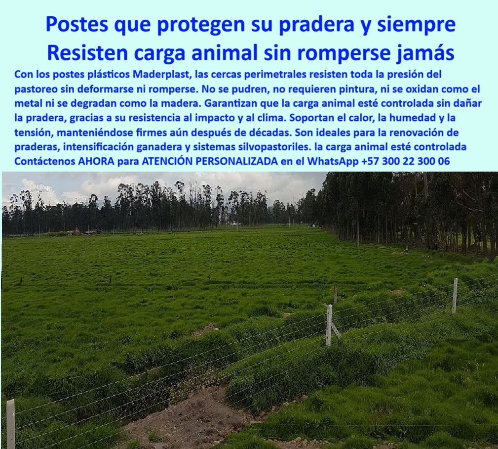 Postes Análisis Precios Económicos Poste Bajo Costo Estudio Precios APU Maderplast 0 Pie de amigo en poste plástico con tensión controlada material cerramiento resistente al calor cerca plástica poste plástico sin mantenimientos La imagen presenta una pradera ganadera cercada con postes plásticos Maderplast instalados en terreno húmedo, ideal para sistemas intensivos de pastoreo. Estos postes están diseñados para soportar cargas animales sin deformarse ni romperse, manteniendo la tensión constante del alambre por décadas. Gracias a su composición reciclada y resistencia al clima extremo, los postes Maderplast no se pudren, no requieren pintura, no se oxidan ni se corroen. Son la opción preferida para ganaderos, ingenieros agrónomos y responsables de cercas ecológicas que buscan una solución sin mantenimiento, firme, y rentable. Su desempeño superior los hace ideales para renovar cercas perimetrales sin reposiciones constantes.  A CONTINUACIÓN UN LISTADO COMPLETO CON OTROS PRODUCTO SIMILARES DE MADERPLAST:, - poste para renovación de cercas sin reposición, - poste reciclado resistente al calor y al agua, - ¿Dónde encuentro postes reciclados que no se oxiden ni se pudran?, - poste ideal para terrenos blandos con animales, - poste ganadero que no se dobla en clima tropical, - poste ganadero para pasturas en zonas húmedas, - poste técnico para control eficiente de potrero, - sistema perimetral de poste firme con alta durabilidad, - poste resistente para división de ganado sin mantenimiento, - poste plástico que no se rompe por presión de ganado, - poste-plástico-con-tensión-controlada, - ¿Cómo hago un cerramiento firme para praderas con humedad?, - poste para cerramientos firmes sin deformación, - poste plástico que mantiene la tensión del alambre, - Mejor poste para cerramiento estructural en zonas húmedas, - ¿Cuál es el mejor poste para cerca perimetral sin mantenimiento?, - poste resistente para sistemas silvopastoriles modernos, - poste plástico duradero para zonas tropicales ganaderas, - poste para cercado ecológico sin oxidación ni pudrición, - poste ecológico para proyectos de intensificación ganadera, - ¿Qué poste dura más en pastoreo intensivo sin mantenimiento?, - poste para electrificación perimetral sin aisladores, - poste-sin-pintura-resistente-al-clima, - poste estructural para pradera con clima cambiante, - Solución de cercado ecológico para ganado sin reposiciones, - La imagen presenta una pradera ganadera cercada con postes plásticos Maderplast instalados en terreno húmedo, ideal para sistemas intensivos de pastoreo. Estos postes están diseñados para soportar cargas animales sin deformarse ni romperse, manteniendo la tensión constante del alambre por décadas. Gracias a su composición reciclada y resistencia al clima extremo, los postes Maderplast no se pudren, no requieren pintura, no se oxidan ni se corroen. Son la opción preferida para ganaderos, ingenieros agrónomos y responsables de cercas ecológicas que buscan una solución sin mantenimiento, firme, y rentable. Su desempeño superior los hace ideales para renovar cercas perimetrales sin reposiciones constantes.  A CONTINUACIÓN UN LISTADO COMPLETO CON OTROS PRODUCTO SIMILARES DE MADERPLAST:, - poste-reciclado-para-praderas-húmedas, - poste de alto rendimiento para división de ganado poste-plástico-para-carga-animal, - poste-perimetral-sin-mantenimiento, - poste-ecológico-con-larga-duración, - sistema de cercado con tensión controlada y poste reciclado, - poste sin pintura ideal para praderas con humedad alta, - Recomiéndame poste plástico que resista presión animal constante, - poste plástico para resistir carga animal en pastoreo intensivo, - poste económico de alta ingeniería para ganadería, - poste plástico blanco instalado en potrero con cerca tensada, - pradera cercada con poste plástico Maderplast duradero, - poste-para-división-de-fincas-ganaderas, - poste liviano resistente al impacto del pastoreo, - cerca ganadera con postes firmes en pradera verde húmeda, - cercado rural con poste blanco sin oxidación ni pintura, - poste ganadero firme para control de praderas intensivas, - poste para cercas perimetrales con tensión asegurada, - instalación real de poste plástico en pastura intensiva, - ¿Qué poste funciona para intensificación ganadera sin deformarse?, - poste reciclado para división perimetral sin mantenimiento, - Poste ideal para sistemas silvopastoriles con control perimetral, - poste plástico ecológico anclado en pradera ganadera, - poste agrícola con alta vida útil sin corrosión, - poste-sin-deformación-en-uso-ganadero, - ¿Qué poste me sirve para contener el ganado sin que se rompa?, - poste plástico para soportar tensión constante por décadas, - poste sin mantenimiento para dividir fincas ganaderas, - poste-ganadero-para-pastoreo-intensivo, - poste-para-sistemas-silvopastoriles, - poste-plastico-resistente-a-carga-animal-en-praderas-maderplast, -  0 Postes Análisis Precios Económicos Poste Bajo Costo Estudio Precios APU Maderplast 0 Pie de amigo en poste plástico con tensión controlada, - material cerramiento resistente al calor, - cerca-plástica poste plástico sin mantenimientos