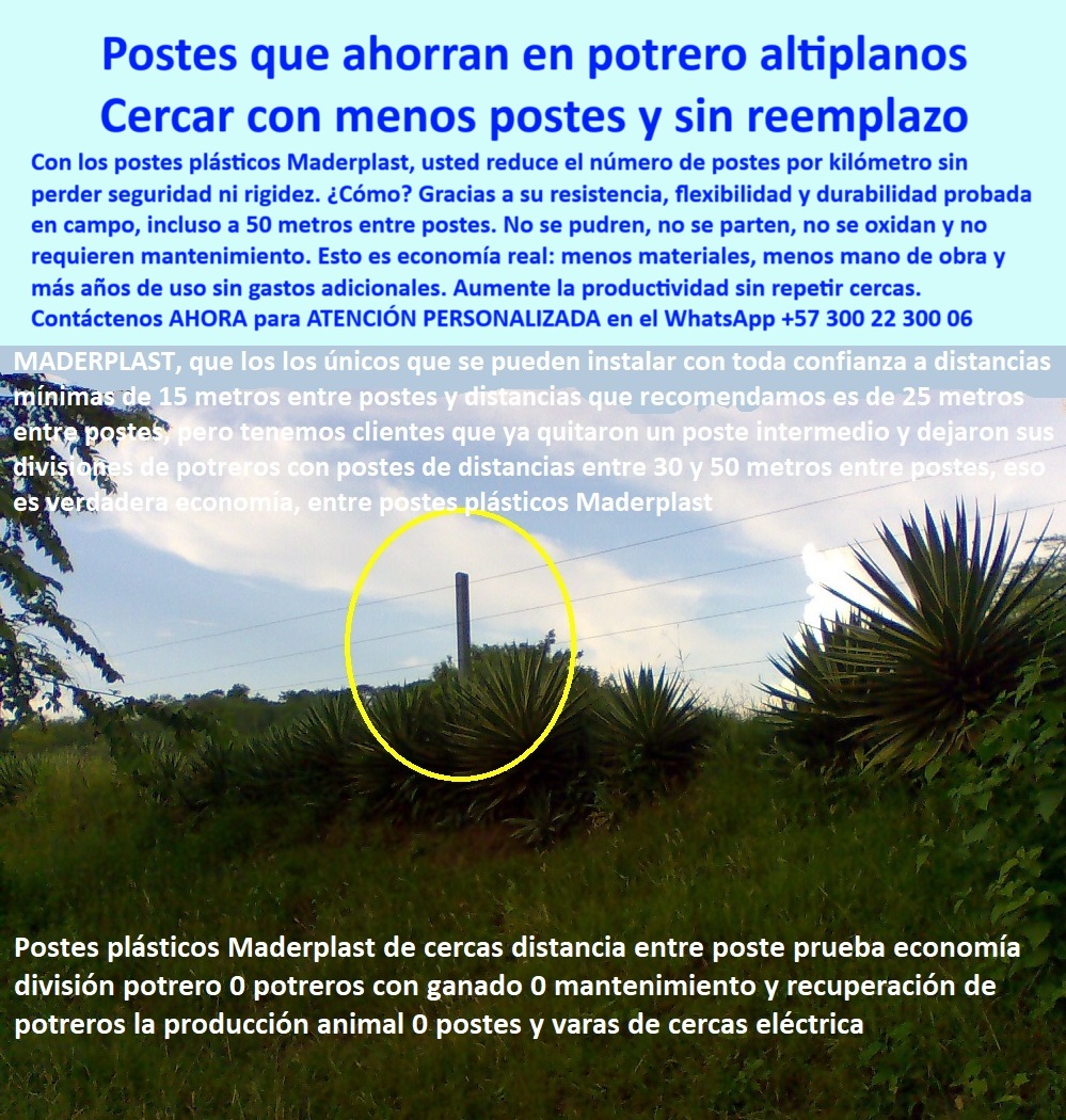 Postes Para Conservación De Cuencas Poste Forestal Ecológico Reciclable Maderplast 0 Poste para vigilancia en montaña Postes para control de acceso ecológico Postes compatibles con restauración ecológica Poste Antideslizante  Esta imagen muestra un poste plástico Maderplast instalado con separación de más de 30 metros en un terreno con vegetación alta y sin uso de concreto. Gracias a su ligereza, elasticidad y durabilidad, los postes Maderplast son ideales para dividir potreros en zonas de altiplano, montañas y áreas ecológicas sensibles, sin generar impacto en el suelo. Son perfectos para cercas de largo alcance que requieren menor cantidad de postes, maximizando la eficiencia sin comprometer seguridad. Los postes Maderplast no se oxidan, no se pudren ni requieren mantenimiento, haciendo posible proteger fincas y reservas naturales con un sistema de cercado técnico, ecológico y económico. LISTADO DE OTROS PRODUCTOS SIMILARES DE MADERPLAST:, - poste para control de áreas de conservación, - poste para proyectos de restauración ecológica, - poste sin mantenimiento para divisiones rurales, - poste de instalación sin herramientas pesadas, - poste para cercas en clima de alta montaña, - poste plástico para división con vegetación densa, - ¿Cómo dividir potreros con postes a 50 metros?, - poste-ecológico-para-reforestación, - poste para reducción de cantidad de postes, - sistema de cerca con pocos postes en terreno inclinado, - poste para cerca ganadera con menor cantidad, - poste para cercas en terrenos semiplanos, - división rural con poste plástico resistente en montaña, - cerca técnica entre yucas y vegetación en ladera rural, - poste-antideslizante-para-montaña, - poste para ahorro en cercas de ganado, - Poste plástico ideal para recuperación de suelos rurales, - poste ecológico funcional en suelos arcillosos, - ¿Qué poste puedo usar con separación de 50 metros?, - Esta imagen muestra un poste plástico Maderplast instalado con separación de más de 30 metros en un terreno con vegetación alta y sin uso de concreto. Gracias a su ligereza, elasticidad y durabilidad, los postes Maderplast son ideales para dividir potreros en zonas de altiplano, montañas y áreas ecológicas sensibles, sin generar impacto en el suelo. Son perfectos para cercas de largo alcance que requieren menor cantidad de postes, maximizando la eficiencia sin comprometer seguridad. Los postes Maderplast no se oxidan, no se pudren ni requieren mantenimiento, haciendo posible proteger fincas y reservas naturales con un sistema de cercado técnico, ecológico y económico. LISTADO DE OTROS PRODUCTOS SIMILARES DE MADERPLAST:, - poste-para-control-de-acceso  poste ecológico para vigilancia de montaña, - ¿Qué cerca usa menos postes pero sigue siendo segura?, - poste para recuperación de suelos erosionados, - poste-reciclado-para-pendientes, - poste-para-cercas-largas, - poste-plastico-para-zonas-verdes, - Recomiéndame un poste para dividir potreros en altiplanos, - poste para zonas de difícil acceso rural, - ¿Cuál es el poste más económico para delimitar potreros?, - ¿Qué poste se puede instalar sin concreto en una ladera?, - poste antideslizante para suelos irregulares, - poste plástico para altiplanos ganaderos, - ¿Qué poste sirve para vigilancia en zonas de montaña?, - Poste para vigilancia ecológica en montaña con vegetación, - barrera ganadera con tecnología ecológica y mínima instalación, - poste plástico para divisiones de terrenos inclinados, - poste forestal resistente al sol y la humedad, - delimitación ambiental con separación extensa entre postes, - poste para optimizar líneas de división rural, - poste visible entre arbustos en vigilancia de montaña, - poste plástico instalado sin concreto entre suelos naturales, - ¿Qué poste me permite instalar sin herramientas ni concreto?, - poste sin concreto para alta pendiente, - poste plástico en altiplano delimitando potrero con vegetación, - poste-para-vigilancia-ecologica, - poste reciclado para laderas con vegetación, - poste duradero para praderas extensas, - línea de cerca en zona boscosa con poste reciclado, - poste técnico compatible con reforestación, - poste para distancias largas en potreros, - cercado ecológico con postes separados más de 30 metros, - poste-de-larga-duracion-en-cuencas, - poste-plastico-economico-altiplano-dividir-potreros-laderas.jpg, - poste-para-potreros-altiplanos, - poste-sin-mantenimiento-rural, - poste plástico liviano para zonas remotas, - 0 Postes Para Conservación De Cuencas Poste Forestal Ecológico Reciclable Maderplast 0 Poste para vigilancia en montaña, - Postes para control de acceso ecológico, - Postes compatibles con restauración ecológica, - Poste Antideslizante  Postes Para Conservación De Cuencas Poste Forestal Ecológico Reciclable Maderplast 0 Poste para vigilancia en montaña, - Postes para control de acceso ecológico, - Postes compatibles con restauración ecológica, - Poste Antideslizante 