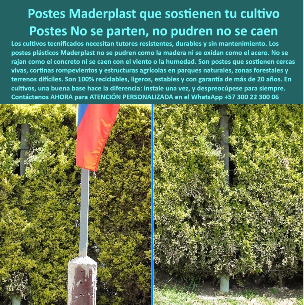 Postes Para Conservación De Cuencas Poste Forestal Ecológico Reciclable Maderplast 0 Postes para cercas en parques naturales Poste para Topografía Irregular Postes para redes rurales Postes para zonas forestales Poste Bosque Esta imagen demuestra cómo los postes Maderplast ofrecen el mejor soporte para cercas vivas, barreras cortavientos y estructuras vegetales en parques y zonas naturales. Gracias a su durabilidad, resistencia y mimetismo con la vegetación, los postes Maderplast son la opción ideal para sostener estructuras verdes sin caídas, sin óxido y sin mantenimiento. No se pudren, no se parten, no se caen, y al ser reciclables y ecológicos, son perfectos para proyectos de reforestación, conservación y paisajismo técnico. Con una sola instalación garantizan décadas de soporte estructural vegetal sin alteraciones. LISTADO DE OTROS PRODUCTOS SIMILARES DE MADERPLAST:, - poste para borde ecológico reciclado, - poste de polímero para sistemas agroforestales, - soporte oculto para setos en conservación ambiental, - poste para cercas vivas con barreras de viento, - poste-soporte-para-setos-permanentes, - poste para delimitación viva ecológica, - poste oculto en vegetación densa, - poste sin concreto para cultivo ecológico, - poste-plastico-soporte-para-cercas-vivas-ecologicas.jpg, - poste plástico que no se pudre en cercas vivas, - ¿Qué poste aguanta cercas de viento en zonas boscosas?, - poste compatible con crecimiento de arbustos vivos, - poste-plástico-soporte-natural, - poste resistente para soporte de cerca natural, - poste para división vegetal permanente y resistente, - poste para cortinas rompeviento permanentes, - poste plástico para soporte de cerca viva, - poste plástico duradero para setos vivos, - Esta imagen demuestra cómo los postes Maderplast ofrecen el mejor soporte para cercas vivas, barreras cortavientos y estructuras vegetales en parques y zonas naturales. Gracias a su durabilidad, resistencia y mimetismo con la vegetación, los postes Maderplast son la opción ideal para sostener estructuras verdes sin caídas, sin óxido y sin mantenimiento. No se pudren, no se parten, no se caen, y al ser reciclables y ecológicos, son perfectos para proyectos de reforestación, conservación y paisajismo técnico. Con una sola instalación garantizan décadas de soporte estructural vegetal sin alteraciones. LISTADO DE OTROS PRODUCTOS SIMILARES DE MADERPLAST:, - cerca natural con columna plástica sin oxidación, - ¿Qué poste plástico es ideal para sostener cercas vivas?, - poste-para-cortinas-rompeviento, - poste sin mantenimiento para divisiones vegetales, - ¿Qué poste usar para cercas vivas en parques naturales?, - tutor plástico para soporte de barrera forestal, - poste forestal sin óxido ni humedad, - poste para soporte vertical de plantas perennes, - poste-forestal-libre-de-óxido, - ¿Cómo sostener una cerca viva que no se caiga?, - ¿Qué poste no se oxida ni daña las raíces?, - estructura vertical camuflada en vegetación, - poste reciclado para barreras naturales, - poste ecológico para setos forestales, - poste plástico oculto en cerca viva con arbustos verdes, - poste reciclado como base para muro vegetal, - Poste para parques naturales con cero impacto ambiental, - poste-estructural-para-vegetación, - poste para sujeción de arbustos perimetrales, - poste para cercado verde y sostenible, - poste para parques naturales y zonas verdes, - ¿Cuál es el mejor soporte oculto para barreras vegetales?, - estructura invisible que sostiene cerca viva perenne, - poste-plástico-para-zonas-verdes, - poste estructural para barrera vegetal, - cerca viva con soporte técnico plástico invisible, - ¿Qué poste puedo instalar sin mantenimiento en setos?, - poste de soporte permanente para cerca viva, - poste-ecológico-para-parques, - poste-sin-mantenimiento-para-cerca-viva, - poste que no daña raíces en cercas forestales, - poste técnico para zonas de protección ambiental, - poste para dividir con plantas nativas, - ¿Qué poste no requiere concreto ni pintura para setos?, - ¿Cuál es el mejor poste para barreras de viento con árboles?, - poste-reciclado-para-barrera-verde, - base plástica ecológica para barreras vivas en parques, - poste-para-cercas-vivas 0 Postes Para Conservación De Cuencas Poste Forestal Ecológico Reciclable Maderplast 0 Postes para cercas en parques naturales, - Poste para Topografía Irregular, - Postes para redes rurales, - Postes para zonas forestales, Poste Bosque