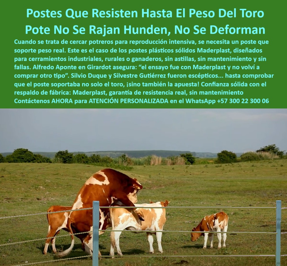 Postes Para División De Potreros Postes Plásticos Sólidos Resistentes Maderplast 0 poste para cerramiento industrial perfiles cuadrados para sustitución de madera Equipo instalando cerca eléctrica con postes reciclados postes Postes Para División De Potreros Este poste plástico estructural Maderplast está diseñado para soportar el peso real del ganado reproductor sin rajarse, hundirse ni deformarse. En la imagen vemos una cerca instalada en terreno plano con toros en plena acción, donde el poste permanece firme gracias a su flexibilidad con memoria plástica. No necesita concreto porque el material Maderplast es liviano pero altamente resistente, ideal para zonas rurales, ganaderas o agrícolas donde la rapidez de instalación y el bajo mantenimiento son clave. Al no oxidarse ni astillarse, este poste ofrece durabilidad superior frente a madera, concreto o metal, incluso en condiciones extremas de humedad, impacto o presión animal. Su uso es perfecto para cerramientos industriales o ganaderos que buscan rendimiento estructural sin complicaciones, con la garantía técnica de un fabricante colombiano de confianza como Maderplast. LISTADO DE OTROS PRODUCTOS SIMILARES DE MADERPLAST:, - poste estructural que soporta empujes de ganado pesado, - poste-para-reproducción-bovina, - poste plástico para reproducción ganadera, - poste para ganadería pesada sin refuerzo, - poste sin astillas ni corrosión para toros, - poste-reciclado-sin-concreto, - poste con flexibilidad estructural ganadera, - poste resistente al clima y al peso del ganado, - poste plástico sólido instalado en potrero de toros, - poste plástico resistente al peso del toro, - poste de alta resistencia para ganado bravo, - poste sin óxido ni pudrición para ganado, - poste ganadero con memoria plástica, - poste plástico para cerramiento de ganado reproductor, - poste plástico reciclado firme sin zapatas de concreto, - poste-que-no-se-raja-ni-hunde, - poste reciclado estructural con larga vida, - ¿Qué poste puedo usar para cerrar potreros de reproducción bovina sin concreto?, - ¿Dónde comprar postes reciclados resistentes para ganado en Colombia?, - poste técnico ecológico para reproducción ganadera intensiva, - poste fuerte para empujes y montas, - poste portátil para cercas ganaderas técnicas, - poste para reproducción bovina intensiva sin concreto, - poste-plástico-para-cercas-rurales, - cerca ganadera de alta resistencia sin concreto expuesto, - poste para impacto de animales grandes, - poste económico para dividir potreros, - poste-resistente-a-impactos, - ¿Cuál es el mejor poste para potreros intensivos sin mantenimiento?, - poste resistente al clima extremo rural, - poste que no se hunde en terreno húmedo, - ¿Qué poste técnico funciona sin zapatas en fincas ganaderas intensivas?, - poste-sin-mantenimiento-potreros, - Este poste plástico estructural Maderplast está diseñado para soportar el peso real del ganado reproductor sin rajarse, hundirse ni deformarse. En la imagen vemos una cerca instalada en terreno plano con toros en plena acción, donde el poste permanece firme gracias a su flexibilidad con memoria plástica. No necesita concreto porque el material Maderplast es liviano pero altamente resistente, ideal para zonas rurales, ganaderas o agrícolas donde la rapidez de instalación y el bajo mantenimiento son clave. Al no oxidarse ni astillarse, este poste ofrece durabilidad superior frente a madera, concreto o metal, incluso en condiciones extremas de humedad, impacto o presión animal. Su uso es perfecto para cerramientos industriales o ganaderos que buscan rendimiento estructural sin complicaciones, con la garantía técnica de un fabricante colombiano de confianza como Maderplast. LISTADO DE OTROS PRODUCTOS SIMILARES DE MADERPLAST:, - poste plástico para sistema rotacional intensivo, - poste-plastico-para-reproduccion-ganadera-resistente-al-peso-del-toro.jpg, - poste para potrero intensivo sin concreto, - poste ecológico para división de pasturas, - Dame un poste plástico que resista empujes de ganado pesado y no se raje., - poste plástico sólido para cercas rurales, - poste sin concreto para terrenos blandos, - poste fuerte sin mantenimiento en potreros, - poste-ganadero-para-toros, - poste plástico técnico para potreros fértiles, - ¿Cuál es el mejor poste para sistemas rotacionales ganaderos con poco mantenimiento?, - ¿Existe un poste reciclado estructural que no se oxide ni se parta para toros?, - poste-sólido-para-ganadería-extensiva, - cerca con poste plástico que no se hunde ni oxida, - poste sin mantenimiento en potrero húmedo de Colombia, - poste estructural para zonas agrícolas húmedas, - poste-para-rotación-intensiva, - poste plástico para cerramiento de reproducción, - ¿Qué tipo de poste sirve para montar cerca sin usar concreto?, - ¿Qué poste aguanta el peso de un toro para cerca ganadera?, - poste-plástico-alta-resistencia, - ¿Qué poste no se hunde ni se parte con animales grandes?, - poste reciclado sin fracturas ni rajaduras Postes Plásticos Sólidos Resistentes Maderplast 0 poste para cerramiento industrial, - perfiles cuadrados para sustitución de madera, - Equipo instalando cerca eléctrica con postes reciclados, - postes