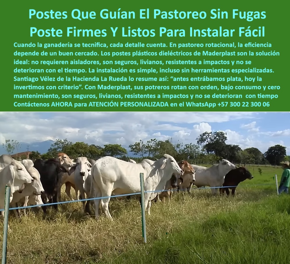 Postes Para División De Potreros Postes Plásticos Sólidos Resistentes Maderplast 0 poste plástico dieléctrico postes sistemas de pastoreo rotacional eficiente postes reciclados para división de potreros poste plástico instalar En la imagen se observa un grupo de bovinos contenidos por una cerca instalada con postes plásticos Maderplast dieléctricos, ideales para sistemas de pastoreo rotacional. Estos postes no requieren aisladores, ni pintura, ni concreto, y pueden instalarse sin herramientas especializadas, lo que facilita una implementación rápida y rentable. Los postes Maderplast son resistentes a impactos, humedad, rayos UV y desgaste por uso intensivo. Fabricados en plástico reciclado de alta ingeniería, ofrecen una solución técnica y ecológica para ganaderos que buscan eficiencia y control sin costos recurrentes. Gracias a su memoria plástica, no se tuercen ni se quiebran, lo que los hace perfectos para subdividir potreros en zonas tropicales, como lo demuestra su uso en la Hacienda La Rueda. Con Maderplast, la inversión es única y los beneficios son permanentes. LISTADO DE OTROS PRODUCTOS SIMILARES DE MADERPLAST:, - poste sin pintura ni óxido instalado entre ganado, - poste reciclado alineando ganado sin fracturas ni torceduras, - poste-plastico-dielectrico-pastoreo-rotacional-sin-mantenimiento.jpg, - Recomiéndame poste dieléctrico para sistema de pastoreo rotacional intensivo, - poste para cercas móviles de bajo consumo, - poste estructural ganadero que no se deteriora, - poste-ganadero-dieléctrico-sin-aisladores, - poste para rotación de potreros sin aisladores, - poste modular para cerca en rotación intensiva de ganado, - sistema de cercado eléctrico ecológico con poste plástico firme, - ¿Dónde consigo postes para dividir potreros sin concreto ni pintura?, - poste-plástico-con-memoria-flexible, - poste dieléctrico fácil de instalar sin concreto, - poste reciclado sin fracturas ni torceduras, - cercado portátil ganadero con postes reciclados sin aisladores, - poste económico con alta durabilidad, - poste-liviano-y-firme-para-ganadería, - poste ganadero reutilizable para pasto sin mantenimiento, - poste dieléctrico con memoria para alambre eléctrico, - poste para finca ganadera de bajo mantenimiento, - estructura ligera de postes firmes sin concreto en finca, - ¿Qué poste ganadero es fácil de instalar sin herramientas?, - poste reutilizable para subdivisión de potreros, - poste-reutilizable-para-pastoreo-intensivo, - poste-sin-mantenimiento-para-cercas-livianas, - poste reciclado para división de potreros ganaderos, - poste-reciclado-para-división-de-potreros, - poste sin desgaste para cercas extensas, - poste plástico sin óxido para cercas móviles, - poste ligero para cercas sin mantenimiento, - ¿Cuál es el mejor poste para pastoreo rotacional sin mantenimiento?, - poste dieléctrico instalado sin herramientas en finca tropical, - poste plástico dieléctrico para pastoreo rotacional, - poste-dieléctrico-para-cercado-móvil, - poste Maderplast para cercas livianas eficientes, - poste ideal para rotación ganadera sostenible, - poste plástico resistente a impacto de ganado, - poste eficiente para ganadería intensiva tropical, - ¿Qué poste eléctrico no necesita aisladores para ganado?, - ¿Cuál poste reciclado funciona para cercas móviles ganaderas?, - poste-sin-pintura-ni-concreto, - poste sin pintura para potreros rotativos, - poste plástico fácil de instalar en finca, - poste de impacto bajo para subdivisión ganadera rotacional, - poste de impacto bajo para pastoreo eficiente, - poste-para-rotación-ganadera-sostenible, - En la imagen se observa un grupo de bovinos contenidos por una cerca instalada con postes plásticos Maderplast dieléctricos, ideales para sistemas de pastoreo rotacional. Estos postes no requieren aisladores, ni pintura, ni concreto, y pueden instalarse sin herramientas especializadas, lo que facilita una implementación rápida y rentable. Los postes Maderplast son resistentes a impactos, humedad, rayos UV y desgaste por uso intensivo. Fabricados en plástico reciclado de alta ingeniería, ofrecen una solución técnica y ecológica para ganaderos que buscan eficiencia y control sin costos recurrentes. Gracias a su memoria plástica, no se tuercen ni se quiebran, lo que los hace perfectos para subdividir potreros en zonas tropicales, como lo demuestra su uso en la Hacienda La Rueda. Con Maderplast, la inversión es única y los beneficios son permanentes. LISTADO DE OTROS PRODUCTOS SIMILARES DE MADERPLAST:, - poste plástico dieléctrico guiando ganado en pastoreo rotacional, - poste modular para dividir potreros por sectores, - Mejor poste reciclado para dividir potreros de ganadería tropical, - poste para guiar ganado sin herramientas, - poste plástico liviano para terrenos ganaderos, - poste sin aislador para cerca eléctrica portátil, - Poste plástico ligero y seguro para cerca sin herramientas especiales, - ¿Qué poste ganadero Maderplast puedo instalar fácil y sin mantenimiento?, - poste-plástico-para-pastoreo-rotacional, - ¿Qué poste puedo usar sin aisladores ni concreto para cercas móviles? 0 Postes Para División De Potreros Postes Plásticos Sólidos Resistentes Maderplast 0 poste plástico dieléctrico, - postes sistemas de pastoreo rotacional eficiente, - postes reciclados para división de potreros, poste plástico instalar