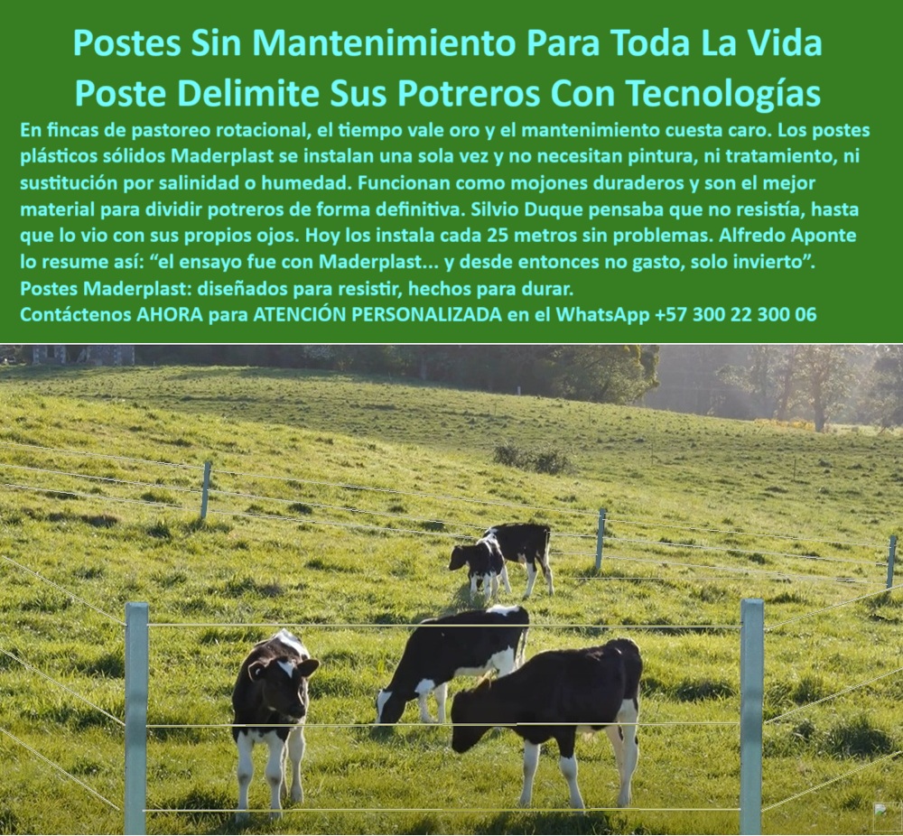 Postes Para División De Potreros Postes Plásticos Sólidos Resistentes Maderplast 0 postes para dividir potreros sin mantenimiento poste plástico mojón postes de cercas resistentes a salinidad el mejor material para delimitar En esta imagen se observa cómo los postes plásticos Maderplast permiten delimitar potreros inclinados con total firmeza, sin necesidad de concreto ni mantenimiento. Ideales para pastoreo rotacional en zonas húmedas o con salinidad, los postes Maderplast se instalan una vez y funcionan por décadas sin oxidarse ni pudrirse. Gracias a su solidez y resistencia estructural, estos postes técnicos reemplazan mojones, varas o madera tratada, y son resistentes al clima, los animales y el tiempo. Una inversión ecológica, rentable y definitiva para ganaderos que buscan eficiencia productiva sin gastos recurrentes. LISTADO DE OTROS PRODUCTOS SIMILARES DE MADERPLAST:, - poste plástico ideal para división por rotación, - poste plástico con tecnología de larga duración, - poste plástico que no requiere concreto ni aisladores, - poste plástico que no necesita pintura ni tratamiento, - poste-para-dividir-praderas, - poste-para-delimitar-finca, - poste plástico para dividir finca en zonas productivas, - poste plástico que resiste humedad y salinidad, - postes plásticos delimitando potrero con pasto joven, - poste plástico para zonas de ganadería ecológica, - ¿Qué poste me sirve para dividir potreros en laderas?, - ¿Cuál es el mejor poste sin mantenimiento para potreros?, - cercado ganadero eficiente sin necesidad de concreto, - ¿Cómo cercar una finca sin volver a invertir en postes?, - poste-sin-mantenimiento, - poste plástico para ganadería de alta eficiencia, - poste plástico para linderos con alta resistencia, - poste plástico para control de rotación animal, - postes plásticos en potreros ganaderos con ladera, - poste plástico resistente a salitre y rayos UV, - En esta imagen se observa cómo los postes plásticos Maderplast permiten delimitar potreros inclinados con total firmeza, sin necesidad de concreto ni mantenimiento. Ideales para pastoreo rotacional en zonas húmedas o con salinidad, los postes Maderplast se instalan una vez y funcionan por décadas sin oxidarse ni pudrirse. Gracias a su solidez y resistencia estructural, estos postes técnicos reemplazan mojones, varas o madera tratada, y son resistentes al clima, los animales y el tiempo. Una inversión ecológica, rentable y definitiva para ganaderos que buscan eficiencia productiva sin gastos recurrentes. LISTADO DE OTROS PRODUCTOS SIMILARES DE MADERPLAST:, - Poste plástico sólido para cercas de larga duración, - estructura plástica para delimitar finca en loma, - poste-para-lotes-ganaderos, - postes técnicos para dividir zonas productivas, - poste-plástico-para-potreros, - poste plástico que reemplaza mojones tradicionales, - poste plástico para división en potreros ladera, - poste plástico que delimita pasturas regenerativas, - poste-resistente-en-laderas, - subdivisión de terreno con postes duraderos, - imagen de potrero con postes a 25 metros, - poste plástico para división permanente de potreros, - poste plástico ligero para cercado de lomas, - poste plástico para delimitar terrenos inclinados, - ¿Qué poste no se oxida ni necesita pintura?, - postes para rotación animal en terreno irregular, - cerca plástica sólida instalada en terreno inclinado, - poste-plastico-alto-rendimiento, - Recomiéndame un poste plástico para dividir potrero en loma, - Poste para subdividir praderas con pasto rotacional, - Poste que no se pudre en terrenos húmedos, - poste plástico ideal para pastoreo rotacional, - ¿Dónde consigo postes plásticos para rotación de pasto?, - poste-ecológico-para-ganadería, - poste plástico técnico para subdivisión eficiente, - poste-plástico-sin-pintura, - poste plástico para reducir costos de mantenimiento, - división ganadera con postes sin mantenimiento, - poste plástico sin oxidación ni astillamiento, - poste plástico para delimitación de parcelas ganaderas, - ¿Cuál poste aguanta salinidad, lluvia y ganado?, - poste plástico de alta ingeniería para pastoreo, - poste plástico sólido para cercas sin mantenimiento, - poste-plastico-delimitar-potreros-inclinados-sin-mantenimiento.jpg, - poste-para-pastoreo-rotacional, - poste plástico que soporta el paso del tiempo 0 Postes Para División De Potreros Postes Plásticos Sólidos Resistentes Maderplast 0 postes para dividir potreros sin mantenimiento, - poste plástico mojón, - postes de cercas resistentes a salinidad, - el mejor material para delimitar 