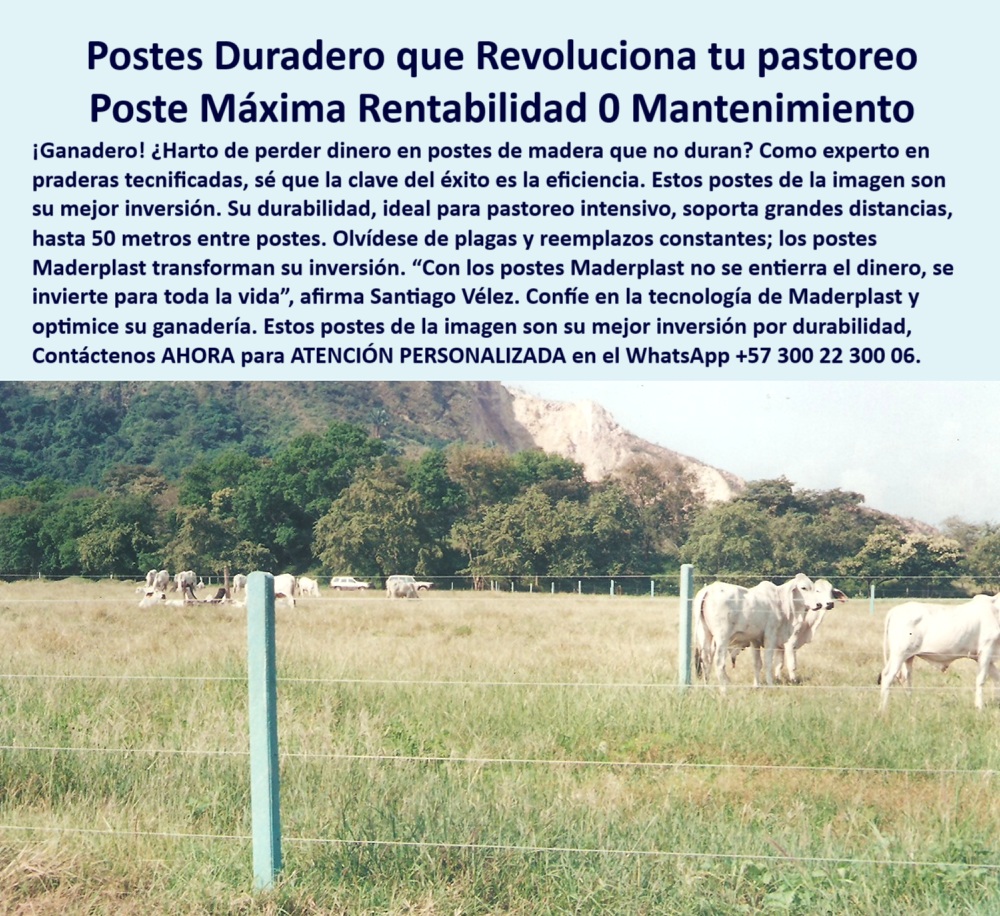 Postes Precios Más Económico Postes Bajo Costo Promoción Postes Baratos Maderplast 0 postes técnicos para sistemas silvopastoriles poste plástico división potrero grande postes de cercas que no se quiebran barrera contra robo La imagen muestra un potrero cercado con postes plásticos Maderplast instalados a gran distancia, ideales para proyectos ganaderos de bajo costo y alto rendimiento. Estos postes son la solución perfecta para sistemas silvopastoriles, donde se requiere durabilidad, resistencia al robo y economía. Maderplast ofrece un poste ligero, fácil de transportar, instalar y reutilizar. No se quiebra, no se oxida, no requiere mantenimiento, y puede durar más de 50 años. Cada poste permite separar hasta 50 metros, optimizando el número de unidades por kilómetro, reduciendo drásticamente los costos. Son reciclables, pero no por necesidad, sino por ecodiseño: su durabilidad extrema reduce la huella de carbono significativamente. La ecología no es lo barato, es lo que dura. Con Maderplast, una sola compra entrega beneficios de por vida, asegurando rentabilidad, seguridad perimetral y sostenibilidad rural en departamentos como Meta, Sucre o Córdoba. poste plástico de larga duración bajo costo, -  A continuación Aplicaciones de postes plásticos Maderplast: poste plástico que no necesita pintura ni recubrimiento, - poste-plástico-para-grandes-fincas, - poste-plastico-barato-cerca-ganadera-silvopastoril-antirobo.jpg, - postes para barrera ganadera separados a gran distancia, - postes plásticos verdes en potrero para sistema silvopastoril, - poste plástico bajo costo para dividir potreros, - poste plástico que no se quiebra ni se oxida, - cerca de alambre con postes plásticos en zona rural, - poste-plástico-bajo-costo, - poste-plástico-anti robo, - poste-plástico-silvopastoril, - poste-plástico-barato, - poste plástico ideal para barrera contra robo, - poste plástico para finca ganadera extensiva, - cercado rural con postes plásticos resistentes al robo, - ¿Qué poste plástico evita el robo de ganado y no necesita reemplazo?, - ¿Dónde consigo postes baratos que duren para cercas ganaderas?, - poste-plástico-para-potreros, - postes livianos y firmes usados para cerca de ganado, - poste plástico para cercas sin mantenimiento, - La imagen muestra un potrero cercado con postes plásticos Maderplast instalados a gran distancia, ideales para proyectos ganaderos de bajo costo y alto rendimiento. Estos postes son la solución perfecta para sistemas silvopastoriles, donde se requiere durabilidad, resistencia al robo y economía. Maderplast ofrece un poste ligero, fácil de transportar, instalar y reutilizar. No se quiebra, no se oxida, no requiere mantenimiento, y puede durar más de 50 años. Cada poste permite separar hasta 50 metros, optimizando el número de unidades por kilómetro, reduciendo drásticamente los costos. Son reciclables, pero no por necesidad, sino por ecodiseño: su durabilidad extrema reduce la huella de carbono significativamente. La ecología no es lo barato, es lo que dura. Con Maderplast, una sola compra entrega beneficios de por vida, asegurando rentabilidad, seguridad perimetral y sostenibilidad rural en departamentos como Meta, Sucre o Córdoba., - poste plástico barato con alta durabilidad, - poste plástico resistente al robo y vandalismo, - poste-plástico-reciclable-rural, - imagen de ganado con postes de polímero duradero, - poste plástico reutilizable sin degradación, - postes reciclables de bajo costo en finca ganadera, - poste plástico firme que no se vence con el tiempo, - Muéstrame postes plásticos económicos para cercas ganaderas resistentes., - Dame una opción de poste liviano, durable y de bajo costo para ganadería., - ¿Qué poste sirve para dividir grandes potreros con bajo presupuesto?, - ¿Qué poste resiste robo y es económico para dividir terrenos?, - poste plástico liviano y fácil de instalar, - poste plástico con mayor rendimiento por kilómetro, - ¿Qué poste plástico puedo usar en mi potrero grande sin que se quiebre?, - poste-plástico-duradero-económico, - ¿Hay postes plásticos económicos para cercas de ganado?, - poste plástico para sistema silvopastoril, - poste plástico reciclable para cercado rural, - poste plástico económico para cerca ganadera, - poste plástico apto para zonas húmedas, - poste-plástico-sin-mantenimiento, - vacas pastando con cerca plástica resistente y económica, - poste-plástico-promoción, - sistema silvopastoril delimitado con postes plásticos, - poste plástico verde resistente a la intemperie, - poste plástico para grandes extensiones rurales, - poste plástico con baja huella ambiental, - poste plástico económico y ecológico, - poste plástico para pastoreo rotacional intensivo, - Recomiéndame postes plásticos para sistemas silvopastoriles rentables., - poste plástico seguro para ganado y operarios, - potrero delimitado con postes plásticos económicos, - poste plástico con instalación rápida y sencilla, - ¿Cuál es el mejor poste para sistemas silvopastoriles sin mantenimiento?, - poste plástico para proyectos agropecuarios rentables0 Postes Precios Más Económico Postes Bajo Costo Promoción Postes Baratos Maderplast 0 postes técnicos para sistemas silvopastoriles, - poste plástico división potrero grande, - postes de cercas que no se quiebran, - barrera-contra-robo