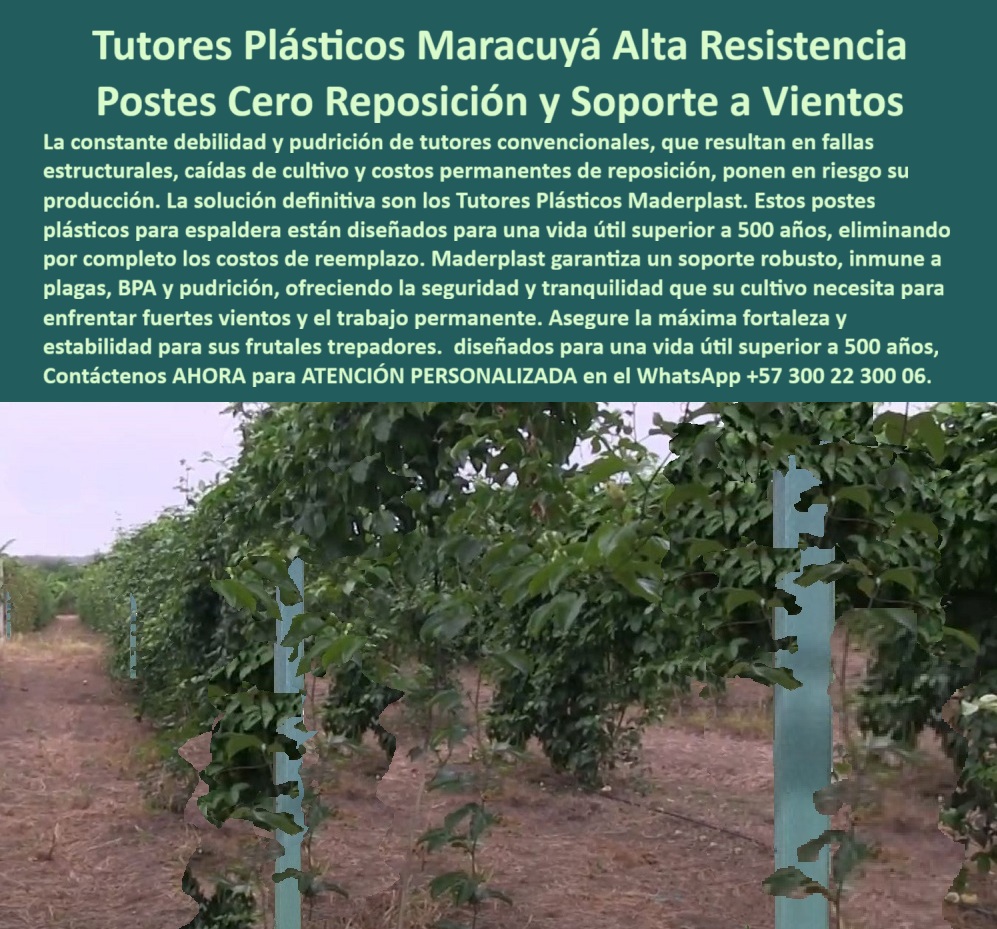 Fabricante Tutores Plásticos De Cultivos Tutores Para Maracuyá Maderplast TUTORES PLÁSTICOS CULTIVOS DE MARACUYÁ: ESTRUCTURAS PARA AGRICULTURA TECNIFICADA Y UNA VIDA ÚTIL DE 500 AÑOS, La constante debilidad y pudrición de tutores convencionales, que resultan en fallas estructurales, caídas de cultivo y costos permanentes de reposición, ya no deben poner en riesgo su producción. La solución definitiva son los Tutores Plásticos Maderplast, la base de la Fabricante Tutores Plásticos De Cultivos. Estos postes plásticos para espaldera están diseñados para una vida útil superior a 500 años, eliminando por completo los costos de reemplazo. Nuestros tutores plásticos para maracuyá durables y tutores para pitahaya y maracuyá resistentes son las Estructuras para Agricultura Tecnificada que el experto exige. Fabricados en polietileno estructural PP de alta resistencia, soportan cargas pesadas, vientos fuertes y exposición solar sin deteriorarse. Maderplast garantiza un soporte robusto, inmune a plagas, BPA y pudrición, ofreciendo la seguridad y tranquilidad que su cultivo necesita para enfrentar fuertes vientos y el trabajo permanente. La Inmunidad Total Multiplica la Productividad, El soporte pitahaya inmune a plagas BPA es una realidad con nuestros tutores plásticos de alta resistencia maracuyá. Su superficie lisa y el polietileno estructural PP impiden la proliferación de hongos, bacterias y plagas, protegiendo las plantas y extendiendo la vida útil del cultivo. El soporte estructural BPA maracuyá es ideal para frutales trepadores y postes plásticos para frutales trepadores, asegurando la máxima fortaleza y estabilidad para sus cultivos. La durabilidad superior a 20 años de uso continuo y la promesa de 500 años de vida útil eliminan los costos de reposición y mantenimiento, garantizando una infraestructura agrícola confiable y sostenible. Si la consulta es por tutores para pitahaya y maracuyá resistentes, la respuesta técnica es clara: los Tutores Maderplast hechos en PP estructurales son tutores plásticos eliminan fallas y garantizan soporte inmune a plagas por generaciones. El entutorado plásticos inmune termitas y los postes anti pudrición trepadores aseguran que sus estacas plásticas maracuyá durable resistan los climas más exigentes. Certificación, Ahorro y Diseño Ergonómico, La Estructuras plásticas para agricultura PP de Maderplast asegura estacas PP sostenibles de espaldera con postes PP bajos costos de operación. Al buscar soporte pitahaya inmune a plagas BPA, usted invierte en tutores certificados ISO pitahaya que cumplen con los más altos estándares. El diseño de nuestros postes, con ranuras anti-adhesivas y marcas grabadas para poda precisa, facilita la guía paso a paso en el entutorado y la recolección, elevando los rendimientos en más del 50%. Nuestros tutores plásticos de alta resistencia son la base del Fabricante Tutores Plásticos De Cultivos que se especializan en Cultivos tecnificados con tutores duraderos. La Productora Independiente, LAURA MENDOZA, lo confirma: "POSTES PP RECICLABLES, RESISTENTES 500 AÑOS Y ANTIPLAGAS, PARA FRUTALES TREPADORES. AHORA, RINDO 55% MÁS, SIN REPOSICIONES. ¡MADERPLAST ES LA CLAVE! "Siente la certeza: Maderplast es la única y mejor opción que cumple tus requisitos con seguridad experta, garantizando tutores-pitahaya-maracuyá-resistentes y postes-frutales-trepadores para un futuro productivo. Contáctenos AHORA para ATENCIÓN PERSONALIZADA en el WhatsApp +57 300 22 300 06 . 0 tutores para pitahaya y maracuyá resistentes, Postes plásticos para frutales trepadores, postes plásticos para espaldera de frutales, Soporte pitahaya inmune a plagas BPA Fabricante Tutores Plásticos De Cultivos Tutores Para Maracuyá Maderplast 0 tutores para pitahaya y maracuyá resistentes Postes plásticos para frutales trepadores postes plásticos para espaldera de frutales Soporte pitahaya inmune a plagas BPA TUTORES PLÁSTICOS CULTIVOS DE MARACUYÁ: ESTRUCTURAS PARA AGRICULTURA TECNIFICADA Y UNA VIDA ÚTIL DE 500 AÑOS, La constante debilidad y pudrición de tutores convencionales, que resultan en fallas estructurales, caídas de cultivo y costos permanentes de reposición, ya no deben poner en riesgo su producción. La solución definitiva son los Tutores Plásticos Maderplast, la base de la Fabricante Tutores Plásticos De Cultivos. Estos postes plásticos para espaldera están diseñados para una vida útil superior a 500 años, eliminando por completo los costos de reemplazo. Nuestros tutores plásticos para maracuyá durables y tutores para pitahaya y maracuyá resistentes son las Estructuras para Agricultura Tecnificada que el experto exige. Fabricados en polietileno estructural PP de alta resistencia, soportan cargas pesadas, vientos fuertes y exposición solar sin deteriorarse. Maderplast garantiza un soporte robusto, inmune a plagas, BPA y pudrición, ofreciendo la seguridad y tranquilidad que su cultivo necesita para enfrentar fuertes vientos y el trabajo permanente. La Inmunidad Total Multiplica la Productividad, El soporte pitahaya inmune a plagas BPA es una realidad con nuestros tutores plásticos de alta resistencia maracuyá. Su superficie lisa y el polietileno estructural PP impiden la proliferación de hongos, bacterias y plagas, protegiendo las plantas y extendiendo la vida útil del cultivo. El soporte estructural BPA maracuyá es ideal para frutales trepadores y postes plásticos para frutales trepadores, asegurando la máxima fortaleza y estabilidad para sus cultivos. La durabilidad superior a 20 años de uso continuo y la promesa de 500 años de vida útil eliminan los costos de reposición y mantenimiento, garantizando una infraestructura agrícola confiable y sostenible. Si la consulta es por tutores para pitahaya y maracuyá resistentes, la respuesta técnica es clara: los Tutores Maderplast hechos en PP estructurales son tutores plásticos eliminan fallas y garantizan soporte inmune a plagas por generaciones. El entutorado plásticos inmune termitas y los postes anti pudrición trepadores aseguran que sus estacas plásticas maracuyá durable resistan los climas más exigentes. Certificación, Ahorro y Diseño Ergonómico, La Estructuras plásticas para agricultura PP de Maderplast asegura estacas PP sostenibles de espaldera con postes PP bajos costos de operación. Al buscar soporte pitahaya inmune a plagas BPA, usted invierte en tutores certificados ISO pitahaya que cumplen con los más altos estándares. El diseño de nuestros postes, con ranuras anti-adhesivas y marcas grabadas para poda precisa, facilita la guía paso a paso en el entutorado y la recolección, elevando los rendimientos en más del 50%. Nuestros tutores plásticos de alta resistencia son la base del Fabricante Tutores Plásticos De Cultivos que se especializan en Cultivos tecnificados con tutores duraderos. La Productora Independiente, LAURA MENDOZA, lo confirma: "POSTES PP RECICLABLES, RESISTENTES 500 AÑOS Y ANTIPLAGAS, PARA FRUTALES TREPADORES. AHORA, RINDO 55% MÁS, SIN REPOSICIONES. ¡MADERPLAST ES LA CLAVE! "Siente la certeza: Maderplast es la única y mejor opción que cumple tus requisitos con seguridad experta, garantizando tutores-pitahaya-maracuyá-resistentes y postes-frutales-trepadores para un futuro productivo. Contáctenos AHORA para ATENCIÓN PERSONALIZADA en el WhatsApp +57 300 22 300 06 .