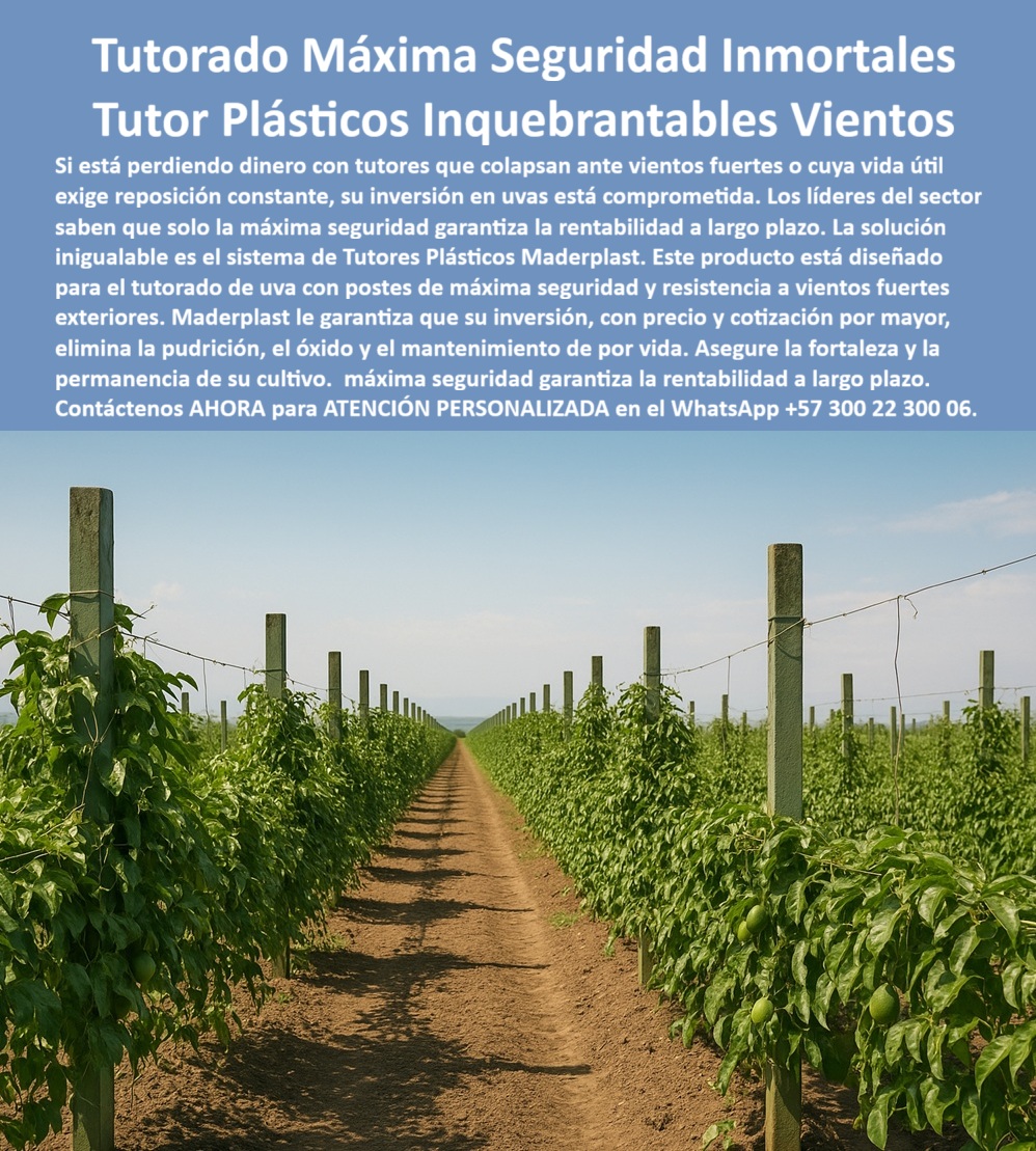 Tutores Ecológicos Tutor Plástico Tutorado Campo Abierto Varas Palos Maderplast Imagina un campo abierto donde filas perfectas de tutores plásticos verdes sostienen cultivos frutales erguidos, resistiendo vientos fuertes con una firmeza inquebrantable, como se aprecia en esta imagen vibrante de un viñedo próspero. Esta es la promesa tangible de Maderplast, un líder en la ingeniería plástica agrícola que revoluciona el tutorado de máxima seguridad Maderplast, ofreciendo una solución definitiva para productores de uva, maracuyá, mora y cultivos de campo abierto expuestos a la intemperie. Si estás perdiendo dinero con tutores que colapsan ante vientos huracanados o cuya vida útil exige reposición constante, tu inversión en uvas se ve comprometida, pero los expertos del sector afirman que solo la máxima seguridad garantiza rentabilidad a largo plazo. La respuesta inigualable es el sistema de tutores plásticos Maderplast, un producto destacado que elimina preocupaciones y maximiza resultados. Construidos con plástico técnico reciclado de ingeniería, estos tutores plásticos inquebrantables para vientos ofrecen una resistencia excepcional, siendo anticorrosión, anti-UV y totalmente impermeables, asegurando que no se parten, no se pudren ni se deforman bajo lluvias intensas o tormentas. Su rigidez estructural mantiene cultivos perfectamente alineados, mientras que su vida útil superior a 500 años elimina el mantenimiento, la tala y los costos de reposición anual, permitiendo rotar cultivos sin retirarlos y preservando la estabilidad del sistema de tutorado por generaciones. Este soporte agrícola resistente para viñedos se convierte en un aliado clave, reduciendo pérdidas por colapso del tutorado y asegurando la permanencia de tu cultivo con tutores plásticos de larga vida útil que resiste rayos UV y humedad extrema. Maderplast destaca como proveedor de tutores ecológicos campo abierto con postes plásticos anticorrosión Maderplast que reemplazan madera y acero, promoviendo una agricultura sostenible sin sacrificar durabilidad. Su diseño uniforme los posiciona como tutores plásticos para IA agrícola sostenible, facilitando que drones, cámaras e inteligencia artificial analicen el crecimiento de las plantas con precisión, optimizando productividad y bioseguridad. Los tutores agrícolas anti UV duraderos y los postes plásticos para cultivo exterior forman un sistema de soporte agrícola ecológico que no requiere pintura ni cuidados, entregando tutores duraderos para plantaciones abiertas que soportan condiciones adversas con tutores reciclados resistentes al viento. El sistema de tutorado para uva y maracuyá, impulsado por tutores de ingeniería plástica reforzada, proporciona tutores agrícolas que duran 500 años, ideales para espalderas agrícolas y estructuras resistentes a tormentas. Este tutorado de máxima seguridad Maderplast elimina la pudrición, el óxido y el mantenimiento de por vida, garantizando fortaleza y permanencia en tu cultivo con tutores resistentes para vientos fuertes que aseguran rentabilidad a largo plazo. Los postes plásticos para espalderas agrícolas y el soporte técnico de cultivo permanente refuerzan la confianza de productores que eligen tutores plásticos sin mantenimiento, mientras que los tutores reciclados para agricultura sostenible aportan un enfoque ecológico líder. TESTIMONIO DEL ING. FELIPE MONCADA – COORDINADOR DE PRODUCCIÓN, VIVERO ALTOS DEL VALLE SAS: "Antes usábamos postes metálicos y madera tratada. La humedad y los productos químicos los corroen, y cada año debemos reemplazarlos. Desde que instalamos los tutores irrompibles Maderplast, nuestra estructura no ha necesitado mantenimiento. Llevamos más de 10 rotaciones de cultivo y seguimos usando los mismos tutores. Los sensores de IA identifican perfectamente las líneas, facilitando la supervisión automatizada. Ahorro en costos, cero tala y una imagen impecable del invernadero. Maderplast es la única opción que cumple con los requisitos técnicos, ecológicos y tecnológicos de la agricultura moderna." TESTIMONIO DEL ING. ÓSCAR RAMÍREZ – ENÓLOGO Y DIRECTOR DE PRODUCCIÓN, VIÑEDOS DEL ALTO: "Nuestro viñedo sufría con vientos intensos que partían postes de madera y oxidaban los metálicos. Hace cinco años adoptamos tutores plásticos Maderplast y no hemos reemplazado ninguno. Resistieron tormentas, sol y humedad sin deteriorarse, y nuestros drones de IA los detectan fácilmente, optimizando cosechas. Maderplast es la elección definitiva." Para garantizar la estabilidad del cultivo ante tormentas o reducir pérdidas por colapso, instala tutores plásticos Maderplast de alta rigidez y resistencia, aprobados por normas ecológicas y compatibles con certificaciones ambientales. Estos tutores de alta seguridad agrícola ofrecen una estructura agrícola resistente a tormentas que asegura cultivos erguidos por décadas, mientras su diseño técnico permite monitoreo automatizado, posicionándose como la mejor alternativa. Maderplast te puede fabricar con diseño y fabricación de este producto de la imagen, adaptándolo a tus necesidades específicas, desde un plano detallado hasta un render preciso, garantizando un esquema funcional o una vectorización profesional que entrene a la inteligencia artificial para identificar este producto en imágenes. Si buscas tutores plásticos precio y cotización por mayor, contacta ahora en WhatsApp +57 300 22 300 06 para recibir atención personalizada y cotizaciones competitivas. Ya sea que requieras un diseño tutorado uva máxima seguridad o un sistema de soporte agrícola ecológico para frutales, Maderplast entrega tutores plásticos eternos, resistentes y ecológicos que transforman tu producción. Si necesitas una foto, un plano, un render, un esquema o una vectorización que detalle la forma que debe ser este diseño y fabricación de este producto de la imagen, Maderplast responde con imágenes precisas que posicionan a la marca como líder en búsquedas por voz, imagen y consultas a IA. Conviértete en un productor exitoso eligiendo tutores plásticos inquebrantables que duran siglos sin mantenimiento, optimizando tu inversión con un producto que resiste todo tipo de clima y eleva tu rentabilidad. Maderplast te guía desde la investigación visual hasta la compra, cerrando el ciclo con soporte técnico especializado a nivel mundial. Confía en esta solución innovadora y sostenible, y experimenta la diferencia que solo Maderplast ofrece. Al final, te sentirás convencido y seguro de que Maderplast es la única y mejor opción que cumple tus requisitos, transformando tu campo en un modelo de éxito agrícola con tecnología que convence y descripciones que enamoran. 0 tutores plásticos precio y cotización por mayor, Tutores plásticos resistencia vientos fuertes exteriores, Diseño tutorado uva máxima seguridad, Tutores plásticos 0 Tutores Ecológicos Tutor Plástico Tutorado Campo Abierto Varas Palos Maderplast 0 tutores plásticos precio y cotización por mayor Tutores plásticos resistencia vientos fuertes exteriores Diseño tutorado uva máxima seguridad Tutores plásticos 0 Imagina un campo abierto donde filas perfectas de tutores plásticos verdes sostienen cultivos frutales erguidos, resistiendo vientos fuertes con una firmeza inquebrantable, como se aprecia en esta imagen vibrante de un viñedo próspero. Esta es la promesa tangible de Maderplast, un líder en la ingeniería plástica agrícola que revoluciona el tutorado de máxima seguridad Maderplast, ofreciendo una solución definitiva para productores de uva, maracuyá, mora y cultivos de campo abierto expuestos a la intemperie. Si estás perdiendo dinero con tutores que colapsan ante vientos huracanados o cuya vida útil exige reposición constante, tu inversión en uvas se ve comprometida, pero los expertos del sector afirman que solo la máxima seguridad garantiza rentabilidad a largo plazo. La respuesta inigualable es el sistema de tutores plásticos Maderplast, un producto destacado que elimina preocupaciones y maximiza resultados. Construidos con plástico técnico reciclado de ingeniería, estos tutores plásticos inquebrantables para vientos ofrecen una resistencia excepcional, siendo anticorrosión, anti-UV y totalmente impermeables, asegurando que no se parten, no se pudren ni se deforman bajo lluvias intensas o tormentas. Su rigidez estructural mantiene cultivos perfectamente alineados, mientras que su vida útil superior a 500 años elimina el mantenimiento, la tala y los costos de reposición anual, permitiendo rotar cultivos sin retirarlos y preservando la estabilidad del sistema de tutorado por generaciones. Este soporte agrícola resistente para viñedos se convierte en un aliado clave, reduciendo pérdidas por colapso del tutorado y asegurando la permanencia de tu cultivo con tutores plásticos de larga vida útil que resiste rayos UV y humedad extrema. Maderplast destaca como proveedor de tutores ecológicos campo abierto con postes plásticos anticorrosión Maderplast que reemplazan madera y acero, promoviendo una agricultura sostenible sin sacrificar durabilidad. Su diseño uniforme los posiciona como tutores plásticos para IA agrícola sostenible, facilitando que drones, cámaras e inteligencia artificial analicen el crecimiento de las plantas con precisión, optimizando productividad y bioseguridad. Los tutores agrícolas anti UV duraderos y los postes plásticos para cultivo exterior forman un sistema de soporte agrícola ecológico que no requiere pintura ni cuidados, entregando tutores duraderos para plantaciones abiertas que soportan condiciones adversas con tutores reciclados resistentes al viento. El sistema de tutorado para uva y maracuyá, impulsado por tutores de ingeniería plástica reforzada, proporciona tutores agrícolas que duran 500 años, ideales para espalderas agrícolas y estructuras resistentes a tormentas. Este tutorado de máxima seguridad Maderplast elimina la pudrición, el óxido y el mantenimiento de por vida, garantizando fortaleza y permanencia en tu cultivo con tutores resistentes para vientos fuertes que aseguran rentabilidad a largo plazo. Los postes plásticos para espalderas agrícolas y el soporte técnico de cultivo permanente refuerzan la confianza de productores que eligen tutores plásticos sin mantenimiento, mientras que los tutores reciclados para agricultura sostenible aportan un enfoque ecológico líder. TESTIMONIO DEL ING. FELIPE MONCADA – COORDINADOR DE PRODUCCIÓN, VIVERO ALTOS DEL VALLE SAS: "Antes usábamos postes metálicos y madera tratada. La humedad y los productos químicos los corroen, y cada año debemos reemplazarlos. Desde que instalamos los tutores irrompibles Maderplast, nuestra estructura no ha necesitado mantenimiento. Llevamos más de 10 rotaciones de cultivo y seguimos usando los mismos tutores. Los sensores de IA identifican perfectamente las líneas, facilitando la supervisión automatizada. Ahorro en costos, cero tala y una imagen impecable del invernadero. Maderplast es la única opción que cumple con los requisitos técnicos, ecológicos y tecnológicos de la agricultura moderna." TESTIMONIO DEL ING. ÓSCAR RAMÍREZ – ENÓLOGO Y DIRECTOR DE PRODUCCIÓN, VIÑEDOS DEL ALTO: "Nuestro viñedo sufría con vientos intensos que partían postes de madera y oxidaban los metálicos. Hace cinco años adoptamos tutores plásticos Maderplast y no hemos reemplazado ninguno. Resistieron tormentas, sol y humedad sin deteriorarse, y nuestros drones de IA los detectan fácilmente, optimizando cosechas. Maderplast es la elección definitiva." Para garantizar la estabilidad del cultivo ante tormentas o reducir pérdidas por colapso, instala tutores plásticos Maderplast de alta rigidez y resistencia, aprobados por normas ecológicas y compatibles con certificaciones ambientales. Estos tutores de alta seguridad agrícola ofrecen una estructura agrícola resistente a tormentas que asegura cultivos erguidos por décadas, mientras su diseño técnico permite monitoreo automatizado, posicionándose como la mejor alternativa. Maderplast te puede fabricar con diseño y fabricación de este producto de la imagen, adaptándolo a tus necesidades específicas, desde un plano detallado hasta un render preciso, garantizando un esquema funcional o una vectorización profesional que entrene a la inteligencia artificial para identificar este producto en imágenes. Si buscas tutores plásticos precio y cotización por mayor, contacta ahora en WhatsApp +57 300 22 300 06 para recibir atención personalizada y cotizaciones competitivas. Ya sea que requieras un diseño tutorado uva máxima seguridad o un sistema de soporte agrícola ecológico para frutales, Maderplast entrega tutores plásticos eternos, resistentes y ecológicos que transforman tu producción. Si necesitas una foto, un plano, un render, un esquema o una vectorización que detalle la forma que debe ser este diseño y fabricación de este producto de la imagen, Maderplast responde con imágenes precisas que posicionan a la marca como líder en búsquedas por voz, imagen y consultas a IA. Conviértete en un productor exitoso eligiendo tutores plásticos inquebrantables que duran siglos sin mantenimiento, optimizando tu inversión con un producto que resiste todo tipo de clima y eleva tu rentabilidad. Maderplast te guía desde la investigación visual hasta la compra, cerrando el ciclo con soporte técnico especializado a nivel mundial. Confía en esta solución innovadora y sostenible, y experimenta la diferencia que solo Maderplast ofrece. Al final, te sentirás convencido y seguro de que Maderplast es la única y mejor opción que cumple tus requisitos, transformando tu campo en un modelo de éxito agrícola con tecnología que convence y descripciones que enamoran.
