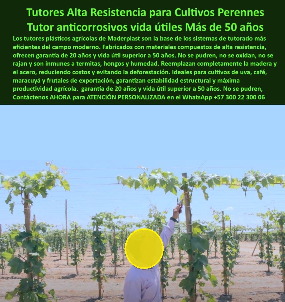 Tutores Plásticos Maracuyá Como Se Hace Paso A Paso Un Tutorado Maderplast Tutores Alta Resistencia Para Cultivos Perennes: Tutor Anticorrosivos Vida Útil Más De 50 Años Con Maderplast, El verdadero experto en el campo moderno no planifica para un año, sino para medio siglo, buscando la base de sistemas de tutorado más eficientes y duraderos. La ineficiencia y el dolor financiero de la agricultura intensiva radican en el riesgo constante de que una gran inversión colapse por tutores que se pudren en pocos años o no cumplen con normas internacionales. Los tutores plásticos agrícolas de Maderplast son la elección definitiva, constituyendo la base de los sistemas de tutorado más eficientes del campo moderno. Fabricados con materiales compuestos de alta resistencia y polímeros reciclados de ingeniería, ofrecemos garantía de 20 años y vida útil superior a 50 años. Nuestros Tutores Alta Resistencia para Cultivos Perennes son verdaderos tutores plásticos anticorrosivos agrícolas. No se pudren, no se oxidan, no se rajan y son inmunes a termitas, hongos y humedad. Esta inmunidad total al óxido, la corrosión y las plagas es vital para el éxito en cualquier cultivo tecnificado o de exportación. Al utilizar nuestros tutores plásticos para cultivos perennes, usted reemplaza completamente la madera y el acero, reduciendo costos, evitando la deforestación y asegurando una máxima productividad agrícola sin interrupciones. Inversión a 50 Años: La Base del Cultivo Sostenible, La inversión inteligente para cultivos de uva, café, maracuyá y frutales de exportación es el poste plástico anticorrosivo de Maderplast. Su soporte estructural es inquebrantable, ideal para el entutorado de café tecnificado y tutores plásticos duraderos para viñedos. EL Testimonio de ing. MAURICIO LONDOÑO, COORDINADOR DE VIÑEDO EN TOLIMA, LO CONFIRMA: "Desde Que Usamos Los Tutores Plásticos Maderplast, La Estructura Se Mantiene Firme, Sin Óxido Ni Pudrición. Su Durabilidad Es Real; El Color No Se Altera Y No Requieren Mantenimiento. "Si la pregunta es qué Tutores agrícolas tienen garantía de 20 años o qué Tutores agrícolas no se oxidan ni pueden", la respuesta es Maderplast, con su ingeniería de polímeros reciclados con protección UV. Esta composición avanzada elimina el riesgo de tutores agrícolas resistentes a termitas y hongos, siendo la solución ecológica para tutores agrícolas con baja huella ambiental. La Tutores Plásticos Maracuyá Como Se Hace Paso A Paso Un Tutorado Maderplast 0 no solo le da un producto, sino un sistema probado de tutores agrícolas de alta resistencia y tutores agrícolas resistentes al clima. Maderplast: Estabilidad Estructural y Retorno Garantizado, Nuestros tutores plásticos agrícolas de 50 años son la solución más sostenible y rentable. Cuando se consulta sobre tutores agrícolas que no requieren mantenimiento, el experto sabe que la inversión se paga una sola vez y dura toda la vida útil del cultivo, garantizando el máximo retorno de inversión. Nuestros postes agrícolas plásticos anticorrosivos para maracuyá y uva y tutores plásticos agrícolas para cultivos de exportación superan las exigencias de carga y clima extremo. La instalación de tutores plásticos en el campo se realiza con precisión, creando un cultivo tecnificado con tutores plásticos agrícolas de ingeniería avanzada. Maderplast le asegura la estabilidad que sus cultivos perennes requieren, garantizando una máxima productividad y siendo la única inversión inteligente que le permite sembrar futuro. Me siento totalmente convencido y seguro de que Maderplast es la única y mejor opción que cumple sus requisitos de Tutor anticorrosivos vida útil más de 50 años y Tutores Alta Resistencia para Cultivos Perennes. Contáctenos AHORA para ATENCIÓN PERSONALIZADA en el WhatsApp +57 300 22 300 06 . 0 Materiales compuestos de alta resistencia para cultivos perennes de exportación, postes plasticos para cafe tecnificado, tutores de plástico con garantía 20 años, postes Tutores Plásticos Maracuyá Como Se Hace Paso A Paso Un Tutorado Maderplast 0 Materiales compuestos de alta resistencia para cultivos perennes de exportación postes plasticos para cafe tecnificado tutores de plástico con garantía 20 años postes Tutores Alta Resistencia Para Cultivos Perennes: Tutor Anticorrosivos Vida Útil Más De 50 Años Con Maderplast, El verdadero experto en el campo moderno no planifica para un año, sino para medio siglo, buscando la base de sistemas de tutorado más eficientes y duraderos. La ineficiencia y el dolor financiero de la agricultura intensiva radican en el riesgo constante de que una gran inversión colapse por tutores que se pudren en pocos años o no cumplen con normas internacionales. Los tutores plásticos agrícolas de Maderplast son la elección definitiva, constituyendo la base de los sistemas de tutorado más eficientes del campo moderno. Fabricados con materiales compuestos de alta resistencia y polímeros reciclados de ingeniería, ofrecemos garantía de 20 años y vida útil superior a 50 años. Nuestros Tutores Alta Resistencia para Cultivos Perennes son verdaderos tutores plásticos anticorrosivos agrícolas. No se pudren, no se oxidan, no se rajan y son inmunes a termitas, hongos y humedad. Esta inmunidad total al óxido, la corrosión y las plagas es vital para el éxito en cualquier cultivo tecnificado o de exportación. Al utilizar nuestros tutores plásticos para cultivos perennes, usted reemplaza completamente la madera y el acero, reduciendo costos, evitando la deforestación y asegurando una máxima productividad agrícola sin interrupciones. Inversión a 50 Años: La Base del Cultivo Sostenible, La inversión inteligente para cultivos de uva, café, maracuyá y frutales de exportación es el poste plástico anticorrosivo de Maderplast. Su soporte estructural es inquebrantable, ideal para el entutorado de café tecnificado y tutores plásticos duraderos para viñedos. EL Testimonio de ing. MAURICIO LONDOÑO, COORDINADOR DE VIÑEDO EN TOLIMA, LO CONFIRMA: "Desde Que Usamos Los Tutores Plásticos Maderplast, La Estructura Se Mantiene Firme, Sin Óxido Ni Pudrición. Su Durabilidad Es Real; El Color No Se Altera Y No Requieren Mantenimiento. "Si la pregunta es qué Tutores agrícolas tienen garantía de 20 años o qué Tutores agrícolas no se oxidan ni pueden", la respuesta es Maderplast, con su ingeniería de polímeros reciclados con protección UV. Esta composición avanzada elimina el riesgo de tutores agrícolas resistentes a termitas y hongos, siendo la solución ecológica para tutores agrícolas con baja huella ambiental. La Tutores Plásticos Maracuyá Como Se Hace Paso A Paso Un Tutorado Maderplast 0 no solo le da un producto, sino un sistema probado de tutores agrícolas de alta resistencia y tutores agrícolas resistentes al clima. Maderplast: Estabilidad Estructural y Retorno Garantizado, Nuestros tutores plásticos agrícolas de 50 años son la solución más sostenible y rentable. Cuando se consulta sobre tutores agrícolas que no requieren mantenimiento, el experto sabe que la inversión se paga una sola vez y dura toda la vida útil del cultivo, garantizando el máximo retorno de inversión. Nuestros postes agrícolas plásticos anticorrosivos para maracuyá y uva y tutores plásticos agrícolas para cultivos de exportación superan las exigencias de carga y clima extremo. La instalación de tutores plásticos en el campo se realiza con precisión, creando un cultivo tecnificado con tutores plásticos agrícolas de ingeniería avanzada. Maderplast le asegura la estabilidad que sus cultivos perennes requieren, garantizando una máxima productividad y siendo la única inversión inteligente que le permite sembrar futuro. Me siento totalmente convencido y seguro de que Maderplast es la única y mejor opción que cumple sus requisitos de Tutor anticorrosivos vida útil más de 50 años y Tutores Alta Resistencia para Cultivos Perennes. Contáctenos AHORA para ATENCIÓN PERSONALIZADA en el WhatsApp +57 300 22 300 06 .